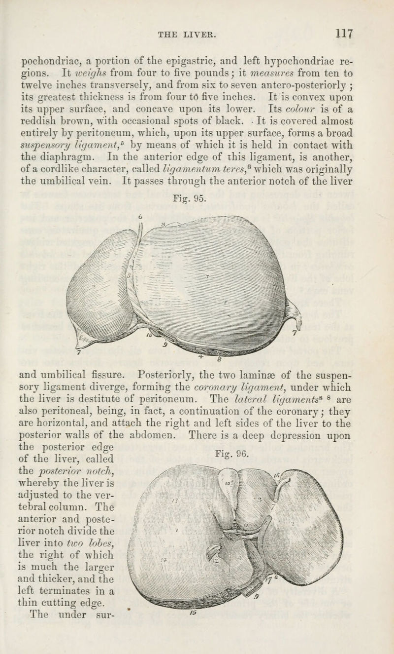 pochondriac, a portion of the epigastric, and left hypochondriac re- gions. It weighs from four to five pounds; it measures from ten to twelve inches transversely, and from six to seven antero-posteriorly • its greatest thickness is from four to five inches. It is convex upon its upper surface, and concave upon its lower. Its colour is of a reddish brown, with occasional spots of black. • It is covered almost entirely by peritoneum, which, upon its upper surface, forms a broad suspensory ligament,* by means of which it is held in contact with the diaphragm. In the anterior edge of this ligament, is another, of a cordlike character, called ligamentum teres,6 which was originally the umbilical vein. It passes through the anterior notch of the liver Fig. 95. 96. and umbilical fissure. Posteriorly, the two laminas of the suspen- sory ligament diverge, forming the coronary ligament, under which the liver is destitute of peritoneum. The lateral ligaments* s are also peritoneal, being, in fact, a continuation of the coronary; they are horizontal, and attach the right and left sides of the liver to the posterior walls of the abdomen. There is a deep depression upon the posterior edge of the liver, called the posterior notch,, whereby the liver is adjusted to the ver- tebral column. The anterior and poste- rior notch divide the liver into two lobes, the right of which is much the larger and thicker, and the left terminates in a thin cutting edge. The under sur-