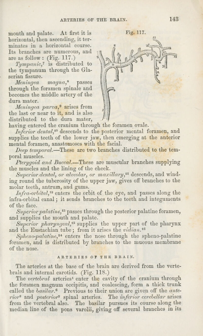 mouth and palate. At first it is Fig. 117. horizontal, then ascending, it ter- minates in a horizontal course. Its branches are numerous, and are as follow : (Fig. 117.) Tympanic^ [3 distributed to the tympanum through the Grla- serian fissure. Meningea magna,9 passes through the foramen spinale and becomes the middle artery of the dura mater. Meningea parva,9 arises from the last or near to it, and is also distributed to the dura mater, having entered the cranium through the foramen ovale. Inferior dental,10 descends to the posterior mental foramen, and supplies the teeth of the lower jaw, then emerging at the anterior mental foramen, anastomoses with the facial. Deep temporal.—These are two branches distributed to the tem- poral muscles. Pterygoid and Buccal.—These are muscular branches supplying the muscles and the lining of the cheek. Superior dental, or alveolar, or maxillary,11 descends, and wind- ing round the tuberosity of the upper jaw, gives off branches to the molar teeth, antrum, and gums. Infra-orbital,12 enters the orbit of the eye, and passes along the infra-orbital canal; it sends branches to the teeth and integuments of the face. Superior palatine,13 passes through the posterior palatine foramen, and supplies the mouth and palate. Superior pharyngeal,15 supplies the upper part of the pharynx and the Eustachian tube; from it arises the vidian.1B Spheno-palatine,1* enters the nose through the spheno-palatine foramen, and is distributed by branches to the mucous membrane of the nose. ABTEEIES OT THE BRAIX. The arteries at the base of the brain are derived from the verte- brals and internal carotids. (Fig. 118.) The vertebral arteries1 enter the cavity of the cranium through the foramen magnum occipitis, and coalescing, form a thick trunk called the basilar.6 Previous to their union are given off the ante- rior2 and posterior3 spinal arteries. The inferior cerebellar arises from the vertebral also. The basilar pursues its course along the median line of the pons varolii, giving off several branches in its