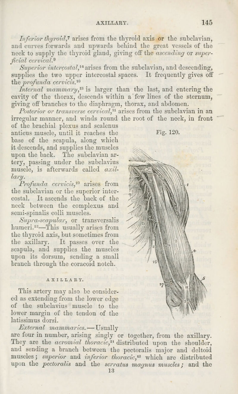 Fig. 120. Inferior thyroid? arises from the thyroid axis or the subclavian, and curves forwards and upwards behind the great vessels of the neck to supply the thyroid gland, giving off the ascending or super- ficial cervical.9 Superior intercostal,1* arises from the subclavian, and descending, supplies the two upper intercostal spaces. It frequently gives off the profunda cervicis.10 Internal mammary™ is larger than the last, and entering the cavity of the thorax, descends within a few lines of the sternum, giving off branches to the diaphragm, thorax, and abdomen. Posterior or transverse cervical,11 arises from the subclavian in an irregular manner, and winds round the root of the neck, in front of the brachial plexus and scalenus anticus muscle, until it reaches the base of the scapula, along which it descends, and supplies the muscles upon the back. The subclavian ar- tery, passing under the subclavius muscle, is afterwards called axil- lary. Profunda cervicis,10 arises from the subclavian or the superior inter- costal. It ascends the back of the neck between the complexus and semi-spinalis colli muscles. Suprascapular} or transversalis humeri.12—This usually arises from the thyroid axis, but sometimes from the axillary. It passes over the scapula, and supplies the muscles upon its dorsum, sending a small branch through the coracoid notch. AXILLARY. This artery may also be consider- ed as extending from the lower edjje of the subclavius muscle to the lower margin of the tendon of the latissinras dorsi. External mammaries. — Usually are four in number, arising singly or together, from the axillary. They are the acromial thoracic,11 distributed upon the shoulder, and sending a branch between the pectoralis major and deltoid muscles; superior and inferior thoracic,*2 which are distributed upon the pectoralis and the serratus maynus muscles; and the 13