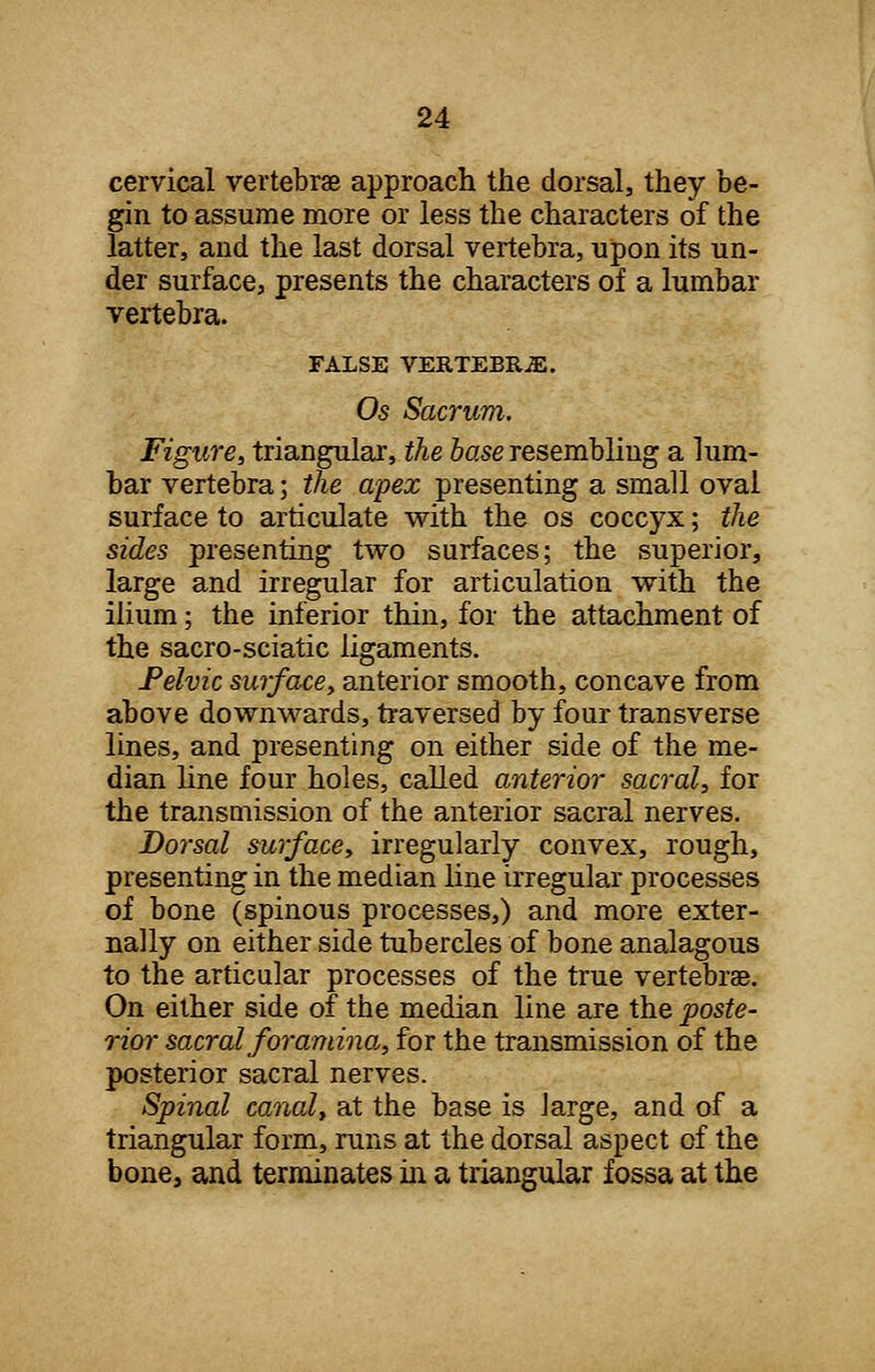 cervical vertebrae approach the dorsal, they be- gin to assume more or less the characters of the latter, and the last dorsal vertebra, upon its un- der surface, presents the characters of a lumbar vertebra. FALSE VERTEBRiE. Os Sacrum. Figure, triangular, the base resembling a lum- bar vertebra; the apex presenting a small oval surface to articulate with the os coccyx; the sides presenting two surfaces; the superior, large and irregular for articulation with the ilium; the inferior thin, for the attachment of the sacro-sciatic ligaments. Pelvic surface, anterior smooth, concave from above downwards, traversed by four transverse lines, and presenting on either side of the me- dian line four holes, called anterior sacral, for the transmission of the anterior sacral nerves. Dorsal surface, irregularly convex, rough, presenting in the median line irregular processes of bone (spinous processes,) and more exter- nally on either side tubercles of bone analagous to the articular processes of the true vertebrae. On either side of the median line are the poste- rior sacral foramina,, for the transmission of the posterior sacral nerves. Spinal canal, at the base is large, and of a triangular form, runs at the dorsal aspect of the bone, and terminates in a triangular fossa at the