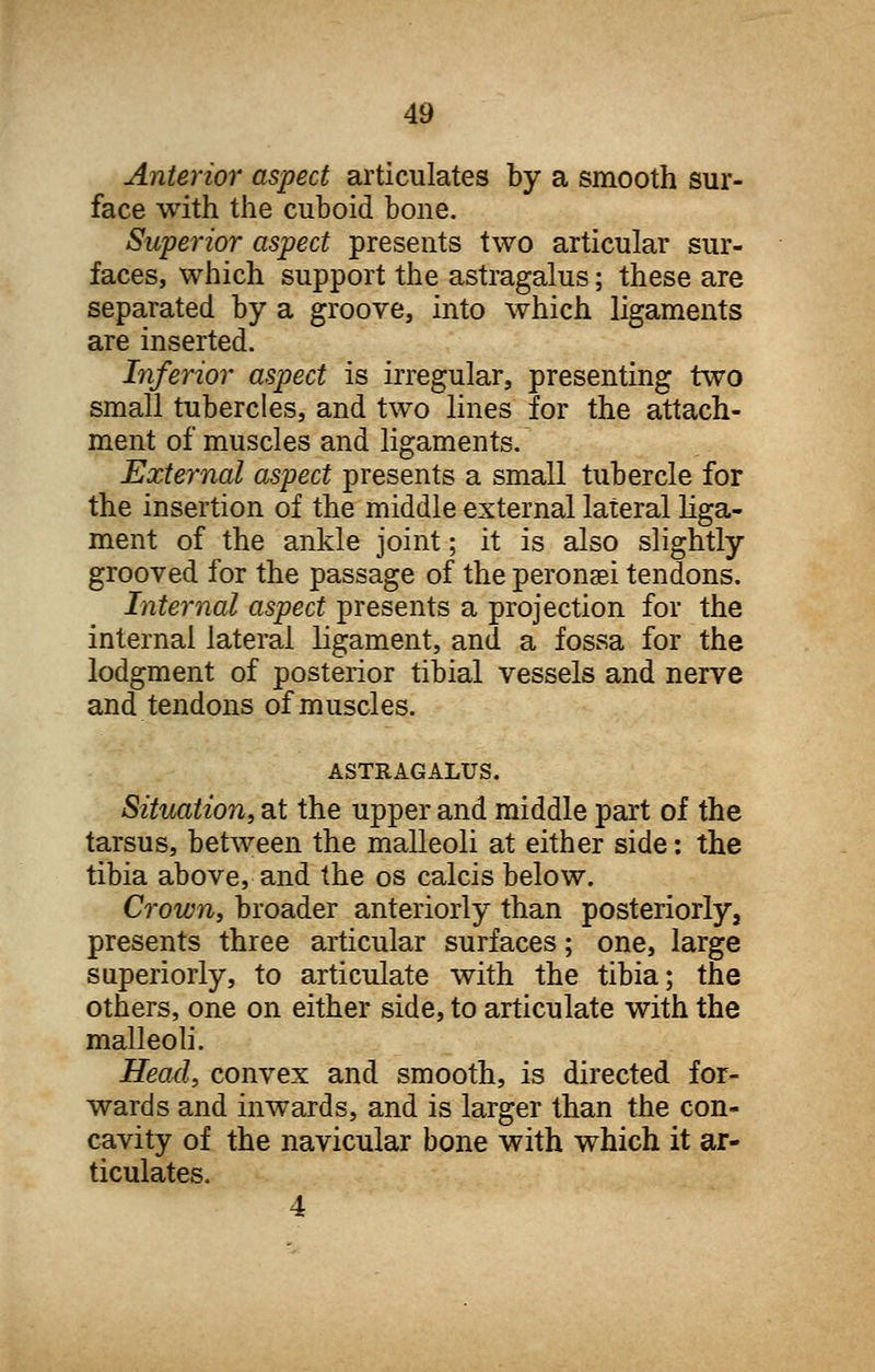 Anterior aspect articulates by a smooth sur- face with the cuboid bone. Superior aspect presents two articular sur- faces, which support the astragalus; these are separated by a groove, into which ligaments are inserted. Inferior aspect is irregular, presenting two small tubercles, and two lines for the attach- ment of muscles and ligaments. External aspect presents a small tubercle for the insertion of the middle external lateral liga- ment of the ankle joint; it is also slightly grooved for the passage of the peronaei tendons. Internal aspect presents a projection for the internal lateral ligament, and a fossa for the lodgment of posterior tibial vessels and nerve and tendons of muscles. ASTRAGALUS. Situation, at the upper and middle part of the tarsus, between the malleoli at either side: the tibia above, and the os calcis below. Crown, broader anteriorly than posteriorly, presents three articular surfaces; one, large superiorly, to articulate with the tibia; the others, one on either side, to articulate with the malleoli. Head, convex and smooth, is directed for- wards and inwards, and is larger than the con- cavity of the navicular bone with which it ar- ticulates. 4