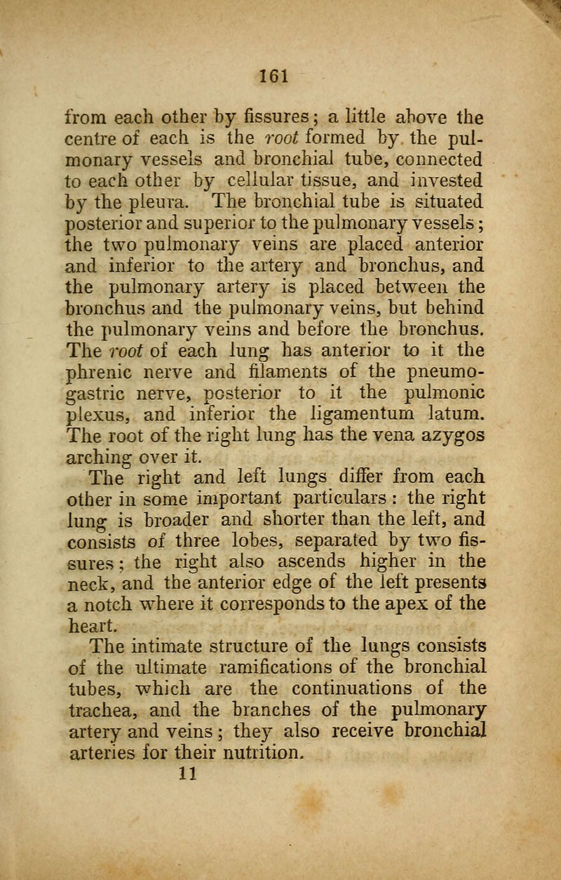 from each other by fissures; a little above the centre of each is the root formed by. the pul- monary vessels and bronchial tube, connected to each other by cellular tissue, and invested by the pleura. The bronchial tube is situated posterior and superior to the pulmonary vessels; the two pulmonary veins are placed anterior and inferior to the artery and bronchus, and the pulmonary artery is placed between the bronchus and the pulmonary veins, but behind the pulmonary veins and before the bronchus. The root of each lung has anterior to it the phrenic nerve and filaments of the pneumo- gastric nerve, posterior to it the pulmonic plexus, and inferior the ligamentum latum. The root of the right lung has the vena azygos arching over it. The right and left lungs differ from each other in some important particulars : the right lung is broader and shorter than the left, and consists of three lobes, separated by two fis- sures ; the right also ascends higher in the neck, and the anterior edge of the left presents a notch where it corresponds to the apex of the heart. The intimate structure of the lungs consists of the ultimate ramifications of the bronchial tubes, which are the continuations of the trachea, and the branches of the pulmonary artery and veins ; they also receive bronchial arteries for their nutrition. 11