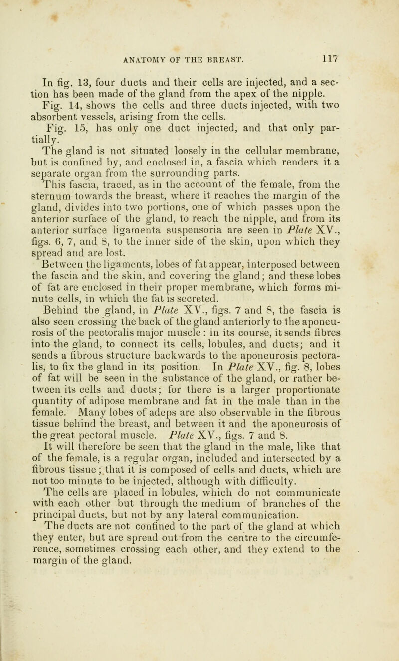In fig. 13, four ducts and their cells are injected, and a sec- tion has been made of the gland from the apex of the nipple. Fig. 14, shows the cells and three ducts injected, with two absorbent vessels, arising from the cells. Fig. 15, has only one duct injected, and that only par- tially. The gland is not situated loosely in the cellular membrane, but is confined by, and enclosed in, a fascia which renders it a separate organ from the surrounding parts. This fascia, traced, as in the account of the female, from the sternum towards the breast, where it reaches the margin of the gland, divides into two portions, one of which passes upon the anterior surface of the gland, to reach the nipple, and from its anterior surface ligamenta suspensoria are seen in Plate XV., figs. 6, 7, and 8, to the inner side of the skin, upon which they spread and are lost. Between the ligaments, lobes of fat appear, interposed between the fascia and the skin, and covering the gland; and these lobes of fat are enclosed in their proper membrane, which forms mi- nute cells, in which the fat is secreted. Behind the gland, in Plate XV., figs. 7 and 8, the fascia is also seen crossing the back of the gland anteriorly to the aponeu- rosis of the pectoralis major muscle: in its course, it sends fibres into the gland, to connect its cells, lobules, and ducts; and it sends a fibrous structure backwards to the aponeurosis pectora- lis, to fix the gland in its position. In Plate XV., fig. 8, lobes of fat will be seen in the substance of the gland, or rather be- tween its cells and ducts: for there is a larger proportionate quantity of adipose membrane and fat in the male than in the female. Many lobes of adeps are also observable in the fibrous tissue behind the breast, and between it and the aponeurosis of the great pectoral muscle. Plate XV., figs. 7 and 8. It will therefore be seen that the gland in the male, like that of the female, is a regular organ, included and intersected by a fibrous tissue; that it is composed of cells and ducts, which are not too minute to be injected, although with difficulty. The cells are placed in lobules, which do not communicate with each other but through the medium of branches of the principal ducts, but not by any lateral communication. The ducts are not confined to the part of the gland at which they enter, but are spread out from the centre to the circumfe- rence, sometimes crossing each other, and they extend to the margin of the gland.
