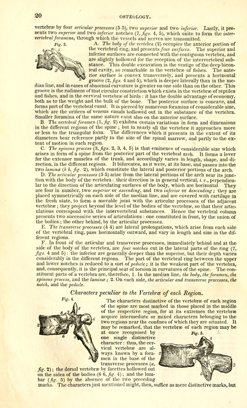 vertebrae by four articular -processes (5 5), two superior and two inferior. Lastly, it pre- sents two superior and two inferior notches (7, figs. 4, 5), which unite to form the inter- vertebral foramina, through which the vessels and nerves are transmitted. Fin. 3. -A.. The body of the vertebra (2) occupies the anterior portion of the vertebral ring, and presents/owr surfaces. The superior and inferior surfaces are connected with the contiguous vertebra, and are slightly hollowed for the reception of the intervertebral sub- stance. This double excavation is the vestige of the deepbicon- ical cavity, so remarkable in the vertebrae of fishes. The ante- rior surface is convex transversely, and presents a horizontal 2^ groove (2, figs. 4 and 5), which is deeper laterally than in the me- dian line, and in cases of abnormal curvature is greater on one side than on the other. This groove is the rudiment of that circular constriction which exists in the vertebrae of reptiles and fishes, and in the cervical vertebrae of birds : it has the double advantage of economy, both as to the weight and the bulk of the bone. The posterior surface is concave, and forms part of the vertebral canal. It is pierced by numerous foramina of considerable size, which are the orifices of venous canals hollowed out in the substance of the vertebra. Smaller foramina of the same nature exist also on the anterior surface. B. The vertebral foramen {I, fig. 2) exhibits certain variations in form and dimensions in the dilferent regions of the spine ; but in nearly all the vertebrae it approaches more or less to the triangular form. The differences which it presents in the extent of its diameters bear reference partly to the size of the spinal marrow, and partly to the ex- tent of motion in each region. C. The spinous process (3, figs. 2, 3, 4, 5) is that eminence of considerable size which arises in form of a spine from the posterior part of the vertebral arch. It forms a lever for the extensor muscles of the trunk, and accordingly varies in length, shape, and di- rection, in the different regions. It bifurcates, as it were, at its base, and passes into the two lamincB {b b, fig. 2), w'hich constitute the lateral and posterior portions of the arch. D. The articular processes {5 5) arise from the lateral portions of the arch near its junc- tion with the body of the vertebra : their direction is in general vertical, i. e., perpendicu- lar to the direction of the articulating surfaces of the body, which are horizontal. They are four in number, two superior or ascending, and two inferior or descending; they are placed symmetrically on each side of the median line, and are covered with cartilage in the fresh state, to form a movable joint with the articular processes of the adjacent vertebrae ; they project beyond the level of the bodies of the vertebrae, so that their artic- ulations correspond with the intervertebral substances. Hence the vertebral column presents two successive series of articulations : one constituted in front, by the union of the bodies ; the other behind, by the articular processes. E. The transverse processes (4 4) are lateral prolongations, which arise from each side of the vertebral ring, pass horizontally outward, and vary in length and size in the dif- ferent regions. F. In front of the articular and transverse processes, immediately behind and at the side of the body of the vertebra, are four notches cut in the lateral parts of the ring (7, figs. 4 and 5): the inferior are generally deeper than the superior, but their depth varies considerably in the different regions. The part of the vertebral ring between the upper and lower notches is reduced to a sort of pedicle; it is the weakest part of the vertebra, and, consequently, it is the principal seat of torsion in curvatures of the spine. The con- stituent parts of a vertebra are,,therefore, 1. In the median line, the body, the foramen, the spinous process, and the lamince; 2. On each side, the articular and transverse processes, the notch, and the pedicle. Characters peculiar to the Vertebrce of each Region. The characters distinctive of the vertebrae of each region of the spine are most marked in those placed in the middle of the respective region, for at its extremes the vertebrae acquire intermediate or mixed characters belonging to the two regions near the confines of Avhich they are situated. It may be remarked, that the vertebrae of each region may be at once recognised by Fig. 5. one single distinctive iS!!>^.'> character : thus, the cer- vical vertebrae are al- ways known by a fora- men in the base of the transverse processes (a, fig. 2); the dorsal vertebrae by facettes hollowed out on the sides of the bodies (6 6, fig. 4); and the lum- bar {fig. 5) by the absence of the two preceding marks. The characters just mentioned might, then, suffice as mere distinctive marks, but