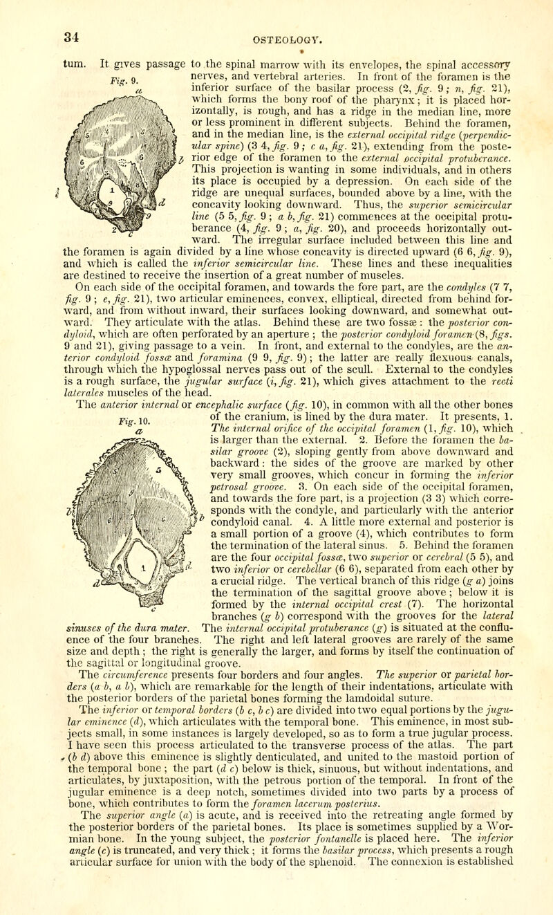 Fii^. 9. turn. It gives passage to the spinal marrow with its envelopes, the spinal accessory nerves, and vertebral arteries. In front of the foramen is the inferior surface of the basilar process C^, fig- 9; n, fig. 21), which forms the bony roof of the pharynx; it is placed hor- izontally, is rough, and has a ridge in the median line, more or less prominent in different subjects. Behind the foramen, and in the median line, is the external occipital ridge {-perpendic- ular spine) (3 A, fig. 9; c a, fig. 21), extending from the poste- rior edge of the foramen to the exter^ial occipital protuberance. This projection is wanting in some individuals, and in others its place is occupied by a depression. On each side of the ridge are unequal surfaces, bounded above by a line, with the concavity looking downward. Thus, the siiperior semicircular line (5 5, fig. 9 ; a b,fig. 21) commences at the occipital protu- berance (4, fig. 9; a, fig. 20), and proceeds horizontally out- ward. The irregular surface included between this line and the foramen is again divided by a line whose concavity is directed upward (6 6, fig. 9), and which is called the inferior semicircular line. These lines and these inequalities are destined to receive the insertion of a great number of muscles. On each side of the occipital foramen, and towards the fore part, are the condyles (7 7, fig. 9; e,fig. 21), two articular eminences, convex, elhptical, directed from behind for- Avard, and from without inward, their surfaces looking downward, and somewhat out- ward. They articulate with the atlas. Behind these are two fosssg -. the posterior con- dyloid, which are often perforated by an aperture ; the posterior condyloid foramen {9>, figs. 9 and 21), giving passage to a vein. In front, and external to the condyles, are the an- terior condyloid fosscz and foramina (9 9, fig. 9); the latter are really flexuous canals, through which the hypoglossal nerves pass out of the scull. External to the condyles is a rough surface, the jugular surface {i,fig. 21), which gives attachment to the recti laterales muscles of the head. The anterior internal or encephalic surface (fig. 10), in common with all the other bones Fig. 10. of the cranium, is lined by the dura mater. It presents, 1. The internal orifice of the occipital foramen {I, fig. 10), which is larger than the external. 2. Before the foramen the ba- silar groove (2), sloping gently from above downward and backward: the sides of the groove are marked by other very small grooves, which concur in forming the inferior petrosal groove. 3. On each side of the occipital foramen, and towards the fore part, is a projection (3 3) which corre- sponds with the condyle, and particularly with the anterior condyloid canal. 4. A little more external and posterior is a small portion of a groove (4), which contributes to form the termination of the lateral sinus. 5. Behind the foramen are the four occipital fosscE, two superior or cerebral (5 5), and two inferior or cerebellar (6 6), separated from each other by a crucial ridge. The vertical branch of this ridge (g a) joins the termination of the sagittal groove above ; below it is formed by the internal occipital crest (7). The horizontal branches (g b) correspond with the grooves for the lateral sinuses of the dura mater. The internal occipital protuberance (g) is situated at the conflu- ence of the four branches. The right and left lateral grooves are rarely of the same size and depth ; the right is generally the larger, and forms by itself the continuation of the sagittal or longitudinal groove. The circximfercnce presents four borders and four angles. The superior or parietal bor- ders {a b, a b), which are remarkable for the length of their indentations, articulate with the posterior borders of the parietal bones forming the lamdoidal suture. The inferior or temporal borders (b c, b c) are divided into two equal portions by the jugii- lar eminence (rf), which articulates with the temporal bone. This eminence, in most sub- jects small, in some instances is largely developed, so as to form a true jugular process. I have seen this process articulated to the transverse process of the atlas. The part »(b d) above this eminence is slightly denticulated, and united to the mastoid portion of the tenriporal bone ; the part {d c) below is thick, sinuous, but without indentations, and articulates, by juxtaposition, with the petrous portion of the temporal. In front of the jugular eminence is a deep notch, sometimes divided into two parts by a process of bone, which contributes to form the foramc7i lacermn postcrius. The superior angle (a) is acute, and is received into the retreating angle formed by the posterior borders of the parietal bones. Its place is sometimes supplied by a Wor- mian bone. In the young subject, the posterior fontanelle is placed here. The inferior angle (c) is truncated, and very thick ; it forms the basilar process, which presents a rough articular surface for union with the body of the sphenoid. The connexion is established