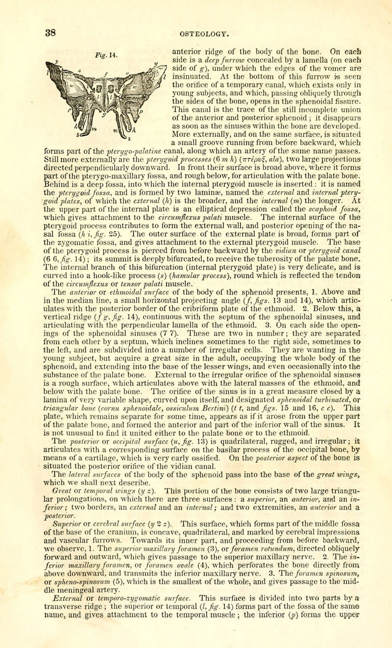 p,- j4 anterior ridge of the body of the bone. On each side is a deep furrow concealed by a lamella (on each side of g), under which the edges of the vomer are insinuated. At the bottom of this furrow i-s seen the orifice of a temporary canal, which exists only in young subjects, and which, passing obliquely through the sides of the bone, opens in the sphenoidal fissure. This canal is the trace of the still incomplete union of the anterior and posterior sphenoid ; it disappears as soon as the sinuses within the bone are developed. More externally, and on the same surface, is situated a small groove running from before backward, which forms part of the ftcrygo-'palatine canal, along which an artery of the same name passes. Still more externally are the pterygoid processes (6 m h) (nTEpv^, ala), two large projections directed perpendicularly downward. In front their surface is broad above, where it forms part of the pterygo-maxillary fossa, and rough below, for articulation with the palate bone. Behind is a deep fossa, into which the internal pterj'goid muscle is inserted : it is named the pterygoid fossa, and is formed by two lamina;, named the external and internal ptery- goid plates, of which the external (h) is the broader, and the internal (m) the longer. At the upper part of the internal plate is an elliptical depression called the scaphoid fossa, which gives attachment to the circumflexus palati muscle. The internal surface of the pterygoid process contributes to form the external wall, and posterior opening of the na- sal fossa (h i, fig. 25). The outer surface of the external plate is broad, forms part of the zygomatic fossa, and gives attachment to the external pterygoid muscle. The base of the pterygoid process is pierced from before backward by the vidian or pterygoid canal (6 6, fig. 14); its summit is deeply bifurcated, to receive the tuberosity of the palate bone. The internal branch of this bifurcation (internal pterygoid plate) is very delicate, and is curved into a hook-like process {s) (hamular process), round which is reflected the tendon of the circumflexus or tensor palati muscle. The anterior or ethmoidal surface of the body of the sphenoid presents, 1. Above anc! in the median line, a small horizontal projecting angle {f, figs. 13 and 14), which artic- ulates with the posterior border of the cribriform plate of the ethmoid. 2. Below this, a vertical ridge (/e,^^- 14), continuous,with the septum of the sphenoidal sinuses, and articulating with the perpendicular lamella of the ethmoid. 3. On each side the open- ings of the sphenoidal sinuses (7 7). These are two in number; they are separated from each other by a septum, which inclines sometimes to the right side, sometimes to the left, and are subdivided into a number of irregular cells. They are wanting in the young subject, but acquire a great size in the adult, occupying the whole body of the sphenoid, and extending into the base of the lesser wings, and even occasionally into the substance of the palate bone. External to the irregular orifice of the sphenoidal sinuses is a rough surface, which articulates above with the lateral masses of the ethmoid, and below with the palate bone. The orifice of the sinus is in a great measure closed by a lamina of very variable shape, curved upon itself, and designated sphenoidal turbinated, or triangular hone {cornu sphenoidale, ossiculum Bertini) (t t, and figs. 15 and 16, c c). This plate, which remains separate for some time, appears as if it arose from the upper part of the palate bone, and formed the anterior and part of the inferior wall of the sinus. It is not unusual to find it united either to the palate bone or to the ethmoid. The posterior or occipital surface {u,fig. 13) is quadrilateral, rugged, and irregular; it articulates with a corresponding surface on the basilar process of the occipital bone, by means of a cartilage, which is very early ossified. On the posterior aspect of the bone is situated the posterior orifice of the vidian canal. The lateral surfaces of the body of the sphenoid pass into the base of the great icings, which we shall next describe. Great or temporal icings (y z). This portion of the bone consists of two large triangu- lar prolongations, on which there are three surfaces : a superior, an anterior, and an in- ferior ; two borders, an external and an internal; and two extremities, an anterior and a posterior. Superior or cerebral surface (y 2 z). This surface, which forms part of the middle fossa of the base of the cranium, is concave, quadrilateral, and marked by cerebral impressions and vascular furrows. Towards its inner part, and proceeding from before backward, we observe, 1. The superior maxillary foramen (3), or foramen rotundum, directed obliquely forward and outward, which gives passage to the superior maxillary nerve. 2. The in- ferior maxillary foramen, or foramen ovale (4), which perforates the bone directly from above downward, and transmits the inferior maxillary nerve. 3. The foramen spinosum, or spheno-spinosum (5), wliich is the smallest of the whole, and gives passage to the mid- dle meningeal artery. External or temporo-zygomatic surface. This surface is divided into two parts by a transverse ridge ; the superior or temporal {I, fig. 14) forms part of the fossa of the same name, and gives attachment to the temporal muscle ; the inferior (j>} forms tlie upper
