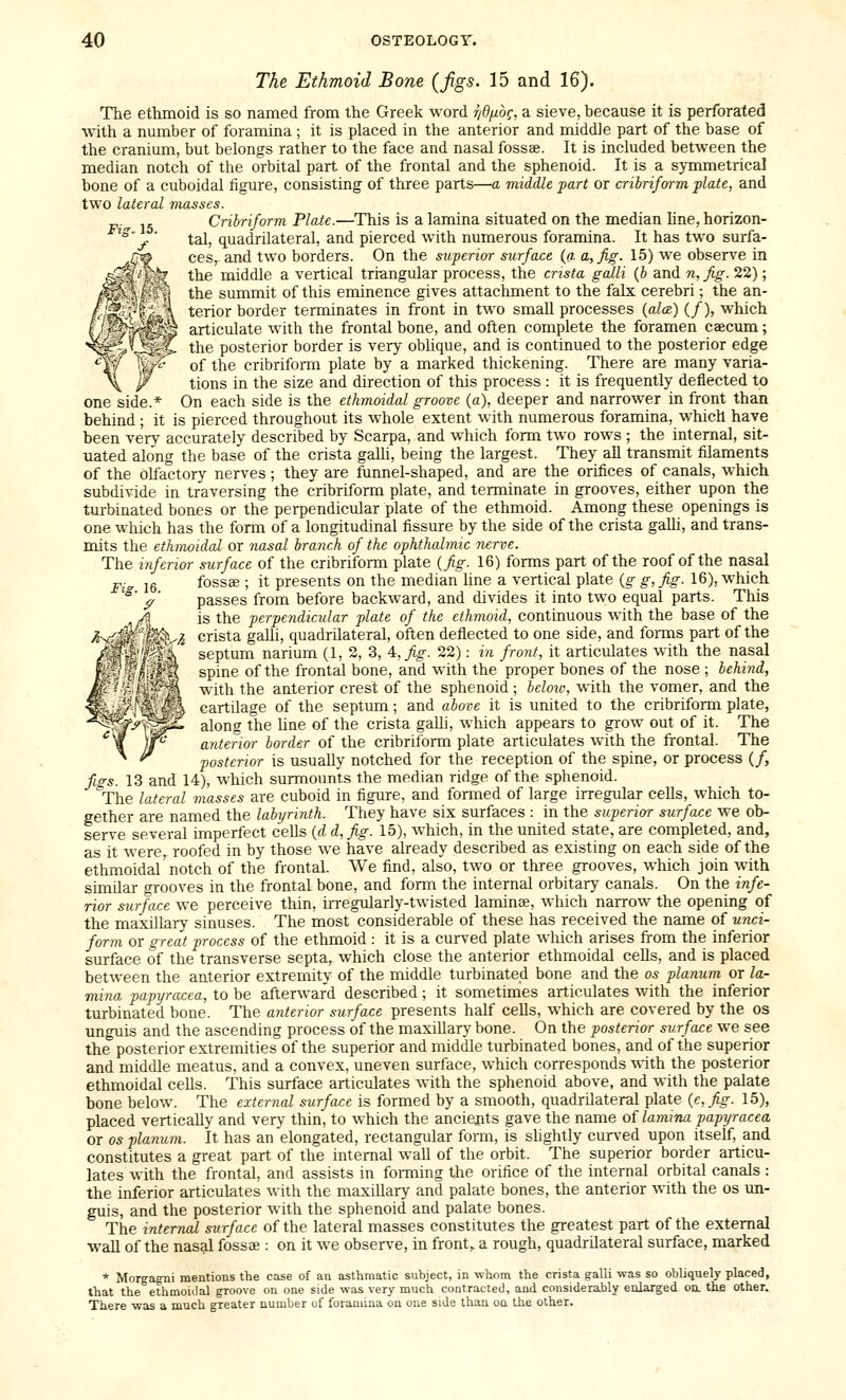 one side.* The Ethmoid Bone (Jigs. 15 and 16). The ethmoid is so named from the Greek word r)dfj.bc, a sieve, because it is perforated with a number of foramina ; it is placed in the anterior and middle part of the base of the cranium, but belongs rather to the face and nasal fossee. It is included between the median notch of the orbital part of the frontal and the sphenoid. It is a symmetrical bone of a cuboidal figure, consisting of three parts—a middle part or cribriform plate, and two lateral masses. Cribriform Plate.—This is a lamina situated on the median line, horizon- tal, quadrilateral, and pierced with numerous foramina. It has two surfa- ces, and two borders. On the superior surface (a a, fig. 15) we observe in the middle a vertical triangular process, the crista galli {b and n, fig. 22); the summit of this eminence gives attachment to the falx cerebri; the an- terior border terminates in front in two smaU processes {ala) (/), which articulate with the frontal bone, and often complete the foramen caecum; the posterior border is very obhque, and is continued to the posterior edge of the cribriform plate by a marked thickening. There are many varia- tions in the size and direction of this process : it is frequently deflected to On each side is the ethmoidal groove (a), deeper and narrower in front than behind ; it is pierced throughout its whole extent with numerous foramina, which have been very accurately described by Scarpa, and which form two rows ; the internal, sit- uated along the base of the crista galli, being the largest. They all transmit filaments of the olfactory nerves; they are funnel-shaped, and are the orifices of canals, which subdivide in traversing the cribriform plate, and terminate in grooves, either upon the turbinated bones or the perpendicular plate of the ethmoid. Among these openings is one which has the form of a longitudinal fissure by the side of the crista gaUi, and trans- mits the ethmoidal or nasal branch of the ophthalmic nerve. The inferior surface of the cribriform plate {fig. 16) forms part of the roof of the nasal Fig 16 fossa;; it presents on the median hue a vertical plate {g g, fig. 16), which / passes from before backward, and divides it into two equal parts. This .A is the perpendicular plate of the ethmoid, continuous with the base of the y<M''l^%'/5 crista gaUi, quadrilateral, often deflected to one side, and forms part of the Ipfi septum narium (1, 2, 3, '^,fig. 22): in front, it articulates with the nasal liilrS spine of the frontal bone, and with the proper bones of the nose ; behind, '•'K^'m with the anterior crest of the sphenoid; beloie, with the vomer, and the 'f^'^4 cartilage of the septum; and above it is united to the cribriform plate, along the line of the crista gaUi, which appears to grow out of it. The anterior border of the cribriform plate articulates with the frontal. The posterior is usually notched for the reception of the spine, or process (/, figs. 13 and 14), which surmounts the median ridge of the sphenoid. The lateral masses are cuboid in figure, and formed of large irregular cells, which to- gether are named the labyrinth. They have six surfaces : in the superior surface we ob- serve several imperfect ceUs {d d,fig. 15), which, in the united state, are completed, and, as it were, roofed in by those we have already described as existing on each side of the ethmoidal'notch of the frontal. We find, also, two or three grooves, which join with simdar grooves in the frontal bone, and form the internal orbitary canals. On the infe- rior surface we perceive thin, irregularly-twisted laminoe, which narrow the opening of the maxillary sinuses. The most considerable of these has received the name of unci- form or great process of the ethmoid : it is a curved plate which arises from the inferior surface of the transverse septa, which close the anterior ethmoidal cells, and is placed between the anterior extremity of the middle turbinated bone and the os planum or la- mina papyracea, to be afterward described; it sometimes articulates with the inferior turbinated bone. The anterior surface presents half cells, which are covered by the os unguis and the ascending process of the maxiUary bone. On the posterior surface we see the posterior extremities of the superior and middle turbinated bones, and of the superior and middle meatus, and a convex, uneven surface, which corresponds -nith the posterior ethmoidal cells. This surface articulates with the sphenoid above, and with the palate bone below. The external surface is formed by a smooth, quadrilateral plate {e,fig. 15), placed vertically and very thin, to which the anciejits gave the name of lamina papyracea or OS planum. It has an elongated, rectangular form, is shghtly curved upon itself, and constitutes a great part of the internal wall of the orbit. The superior border articu- lates with the frontal, and assists in forming the orifice of the internal orbital canals : the inferior articulates with the maxiUary and palate bones, the anterior with the os un- guis, and the posterior with the sphenoid and palate bones. The internal surface of the lateral masses constitutes the greatest part of the external wall of the nasal fossa;: on it we obser^^e, in front, a rough, quadrilateral surface, marked * Morgagni mentions the case of an asthmatic subject, in whom the crista galli was so obliquely placed, that the ethmoidal groove on one side was very much contracted, and considerably enlarged oa the other. There was a much greater number of foramina on one side than on the other.