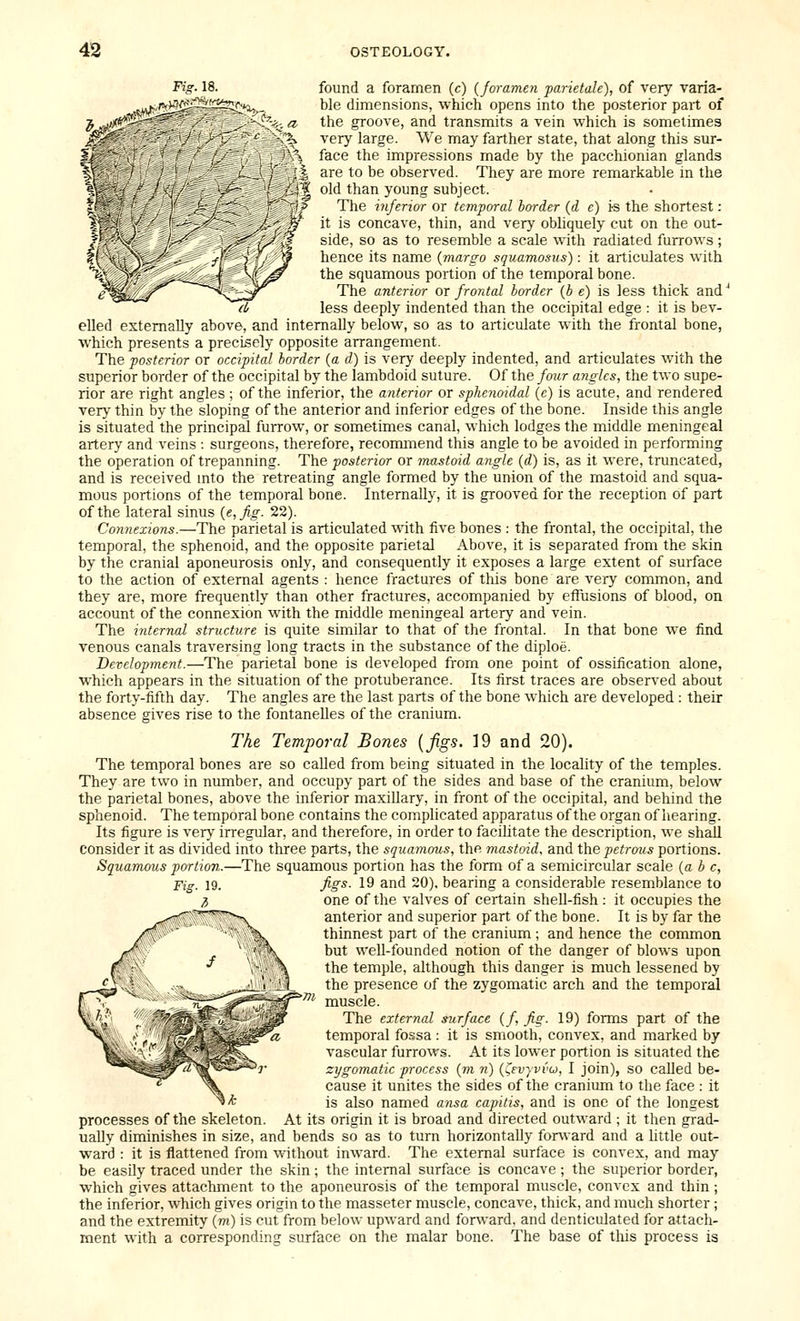 Fig. 18. found a foramen (c) (foramen parietale), of very varia- ble dimensions, which opens into the posterior part of ; the groove, and transmits a vein which is sometimes very large. We may farther state, that along this sur- \ face the impressions made by the pacchionian glands I are to be observed. They are more remarkable in the 'f old than young subject. 'P The inferior or temporal border (d c) i-s the shortest: it is concave, thin, and very obliquely cut on the out- side, so as to resemble a scale with radiated furrows ; hence its name {viargo squamosiis): it articulates with the squamous portion of the temporal bone. The anterior or frontal border {b e) is less thick and'' less deeply indented than the occipital edge : it is bev- elled externally above, and mtemally below, so as to articulate with the frontal bone, which presents a precisely opposite arrangement. The posterior or occipital border (a d) is very deeply indented, and articulates with the superior border of the occipital by the lambdoid suture. Of the foiir angles, the two supe- rior are right angles ; of the inferior, the anterior or sphenoidal (e) is acute, and rendered very thin by the sloping of the anterior and inferior edges of the bone. Inside this angle is situated the principal furrow, or sometimes canal, which lodges the middle meningeal artery and veins : surgeons, therefore, recomnnend this angle to be avoided in performing the operation of trepanning. The posterior or mastoid angle (d) is, as it were, truncated, and is received mto the retreating angle formed by the union of the mastoid and squa- mous portions of the temporal bone. Internally, it is grooved for the reception of part of the lateral sinus {e,fig. 22). Connexions.—The parietal is articulated with five bones : the frontal, the occipital, the temporal, the sphenoid, and the opposite parietal Above, it is separated from the skin by the cranial aponeurosis only, and consequently it exposes a large extent of surface to the action of external agents : hence fractures of this bone are very common, and they are, more frequently than other fractures, accompanied by effusions of blood, on account of the connexion with the middle meningeal artery and vein. The internal structure is quite similar to that of the frontal. In that bone we find venous canals traversing long tracts in the substance of the diploe. Development.—The parietal bone is developed from one point of ossification alone, w^hich appears in the situation of the protuberance. Its first traces are observed about the forty-fifth day. The angles are the last parts of the bone which are developed : their absence gives rise to the fontanelles of the cranium. The Temporal Bones {figs. 19 and 20). The temporal bones are so called from being situated in the locality of the temples. They are two in number, and occupy part of the sides and base of the cranium, below the parietal bones, above the inferior maxillary, in front of the occipital, and behind the sphenoid. The temporal bone contains the complicated apparatus of the organ of hearing. Its figure is very irregular, and therefore, in order to facihtate the description, we shall consider it as divided into three parts, the squamous, the mastoid, and the petrous portions. Squamous portion.—The squamous portion has the form of a semicircular scale {a b c, figs. 19 and 20). bearing a considerable resemblance to one of the valves of certain shell-fish : it occupies the anterior and superior part of the bone. It is by far the thinnest part of the cranium ; and hence the common but well-founded notion of the danger of blows upon the temple, although this danger is much lessened by the presence of the zygomatic arch and the temporal ^'^^ muscle. The external surface (/, fig. 19) forms part of the temporal fossa : it is smooth, convex, and marked by vascular furrows. At its lower portion is situated the zygoinatic process (rn n) (J^evyvvu, I join), so called be- cause it unites the sides of the cranium to the face : it is also named ansa capitis, and is one of the longest processes of the skeleton. At its origin it is broad and directed outward ; it then grad- ually diminishes in size, and bends so as to turn horizontally forward and a little out- ward : it is flattened from without inward. The external surface is convex, and may be easily traced under the skin ; the internal surface is concave ; the superior border, which gives attachment to the aponeurosis of the temporal muscle, convex and thin; the inferior, which gives origin to the masseter muscle, concave, thick, and much shorter; and the extremity (m) is cut from below upward and forward, and denticulated for attach- ment with a corresponding surface on the malar bone. The base of tliis process is