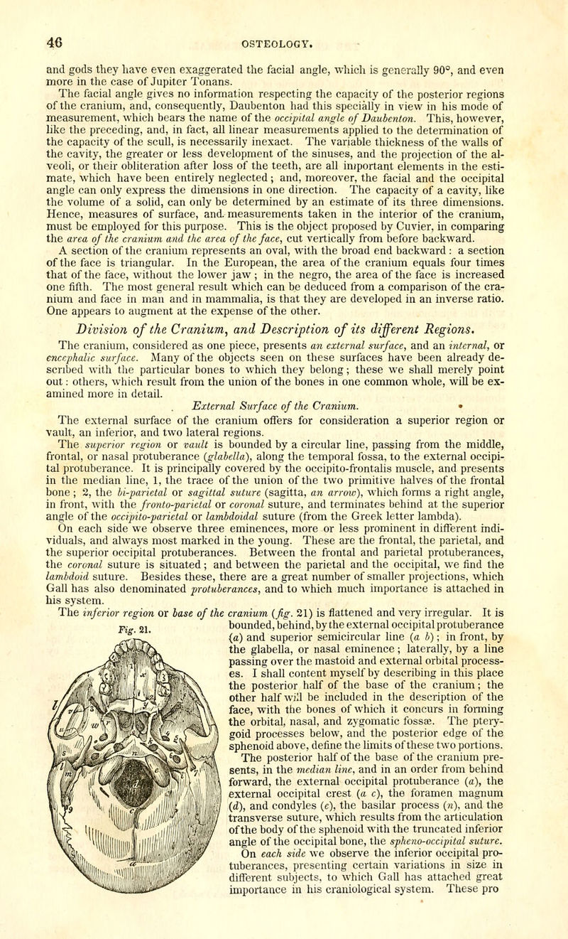 and gods they have even exaggerated the facial angle, which is generally 90°, and even more in the case of Jupiter Tonans. The facial angle gives no information respecting the capacity of the posterior regions of the cranium, and, consequently, Daubenton had this specially in view in his mode of measurement, which bears the name of the occipital angle of Daubenton. This, however, like the preceding, and, in fact, all linear measurements applied to the detennination of the capacity of the scull, is necessarily inexact. The variable thickness of the walls of the cavity, the greater or less development of the sinuses, and the projection of the al- veoli, or their obliteration after loss of the teeth, are all injportant elements in the esti- mate, which have been entirely neglected; and, moreover, the facial and the occipital angle can only express the dimensions in one direction. The capacity of a cavity, like the volume of a solid, can only be determined by an estimate of its three dimensions. Hence, measures of surface, and. measurements taken in the interior of the cranium, must be employed for this purpose. This is the object proposed by Cuvier, in comparing the area of the cranium and the area of the face., cut vertically from before backward. A section of the cranium represents an oval, with the broad end backward: a section of the face is triangular. In the European, the area of the cranium equals four times that of the face, without the lower jaw ; in the negro, the area of the face is increased one fifth. The most general result which can be deduced from a comparison of the cra- nium and face in man and in mammalia, is that they are developed in an inverse ratio. One appears to augment at the expense of the other. Division of the Cranium^ and Description of its different Regions. The cranium, considered as one piece, presents an external surface, and an internal, or encephalic surface. Many of the objects seen on these surfaces have been already de- scribed with the particular bones to which they belong; these we shall merely point out: others, which result from the union of the bones in one common whole, will be ex- amined more in detail. External Surface of the Cranium. • The external surface of the cranium offers for consideration a superior region or vault, an inferior, and two lateral regions. The superior region or vault is bounded by a circular line, passing from the middle, frontal, or nasal protuberance {glabella), along the temporal fossa, to the external occipi- tal protuberance. It is principally covered by the occipito-frontahs muscle, and presents in the median line, 1, the trace of the union of the two primitive halves of the frontal bone ; 2, the bi-parietal or sagittal suture (sagitta, an arrow), which forms a right angle, in front, with the fronto-parietal or coronal suture, and terminates behind at the superior angle of the occipito-parietal or lambdoidal suture (from the Greek letter lambda). On each side we observe three eminences, more or less prominent in different indi- viduals, and always most marked in the young. These are the frontal, the parietal, and the superior occipital protuberances. Between the frontal and parietal protuberances, the coronal suture is situated; and between the parietal and the occipital, we find the lambdoid suture. Besides these, there are a great number of smaher projections, which Gall has also denominated protuberances, and to which much importance is attached in his system. The inferior region or base of the cranium {fig. 21) is flattened and very irregular. It is Fig. 21. bounded, behind, by the external occipital protuberance (a) and superior semicircular line {a h); in front, by the glabella, or nasal eminence; laterally, by a line passing over the mastoid and external orbital process- es. I shall content myself by describing in this place the posterior half of the base of the cranium; the other half will be included in the description of the face, with the bones of which it concurs in forming the orbital, nasal, and zygomatic fossse. The ptery- goid processes below, and the posterior edge of the sphenoid above, define the limits of these two portions. The posterior half of the base of the cranium pre- sents, in the median line, and in an order from behind forward, the external occipital protuberance (a), the external occipital crest {a c), the foramen magnum {d), and condyles (c), the basilar process (n). and the transverse suture, which results from the articulation of the body of the sphenoid with the truncated inferior angle of the occipital bone, the spheno-occipital suture. On each side we observe the inferior occipital pro- tuberances, presenting certain variations in size in different subjects, to which Gall has attached great importance in his craniological system. These pro