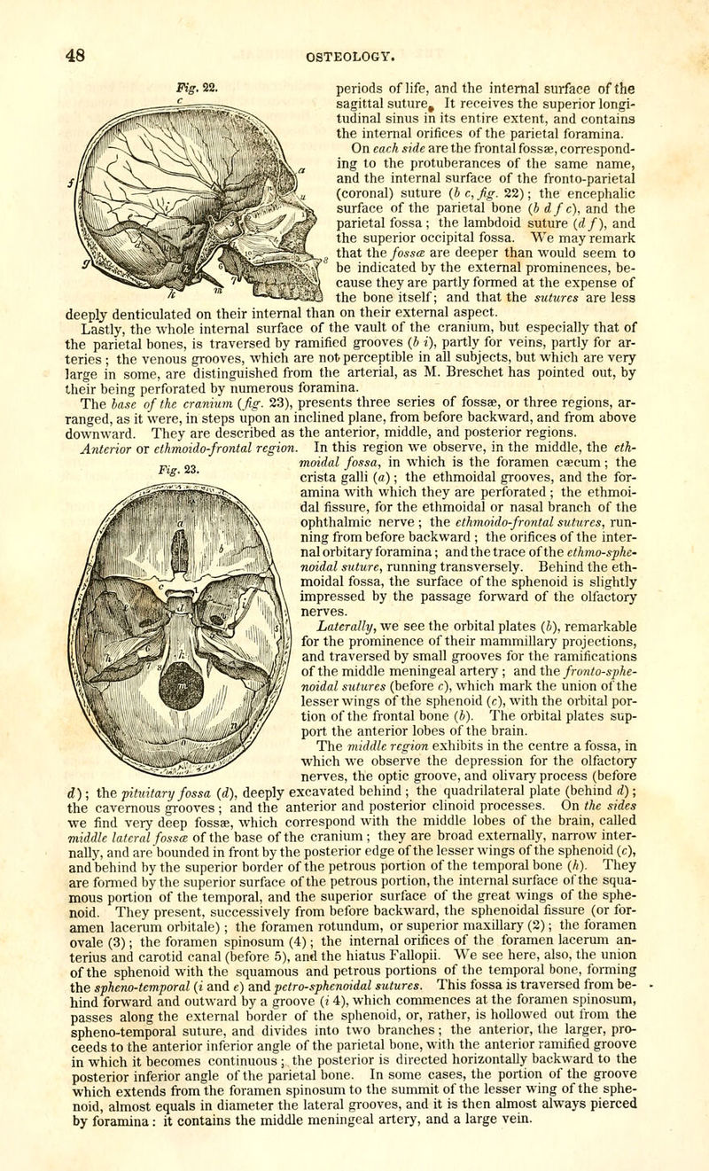 Fig'. 22. periods of life, and the internal surface of the sagittal suture^ It receives the superior longi- tudinal sinus in its entire extent, and contains the internal orifices of the parietal foramina. On each side are the frontal fossae, correspond- ing to the protuberances of the same name, and the internal surface of the fronto-parietal (coronal) suture (b c, fig. 22); the encephahc surface of the parietal bone {h dfc), and the parietal fossa ; the lambdoid suture {df), and the superior occipital fossa. We may remark that the fosses, are deeper than would seem to be indicated by the external prominences, be- cause they are partly formed at the expense of the bone itself; and that the sutures are less deeply denticulated on their internal than on their external aspect. Lastly, the whole internal surface of the vault of the cranium, but especially that of the parietal bones, is traversed by ramified grooves (A i\ partly for veins, partly for ar- teries ; the venous grooves, which are not; perceptible in all subjects, but which are very large in some, are distinguished from the arterial, as M. Breschet has pointed out, by their being perforated by numerous foramina. The hase of the cranmm {fig. 23), presents three series of fossae, or three regions, ar- ranged, as it were, in steps upon an inclined plane, from before backward, and from above downward. They are described as the anterior, middle, and posterior regions. Anterior or ethmoido-frontal region. In this region we observe, in the middle, the eth- „„ moidal fossa, in which is the foramen caecum; the *^ crista galli (a); the ethmoidal grooves, and the for- amina with which they are perforated ; the ethmoi- dal fissure, for the ethmoidal or nasal branch of the ophthalmic nerve ; the ethmoido-frontal sutures, run- ning from before backward ; the orifices of the inter- nal orbitary foramina; and the trace of the ethmo-sphe- noidal suture, running transversely. Behind the eth- moidal fossa, the surface of the sphenoid is slightly impressed by the passage forward of the olfactory nerves. Laterally, we see the orbital plates {h), remarkable for the prominence of their mammillary projections, and traversed by small grooves for the ramifications of the middle meningeal artery ; and the fronto-sphe- noidal sutures (before c), which mark the union of the lesser wings of the sphenoid (c), with the orbital por- tion of the frontal bone {h). The orbital plates sup- port the anterior lobes of the brain. The middle region exhibits in the centre a fossa, in which we observe the depression for the olfactory nerves, the optic groove, and olivary process (before d); the pituitary fossa (d), deeply excavated behind ; the quadrilateral plate (behind d); the cavernous grooves ; and the anterior and posterior clinoid processes. On the sides we find very deep fossae, which correspond with the middle lobes of the brain, called middle lateral fossa of the base of the cranium; they are broad externally, narrow inter- nally, and arebounded in front by the posterior edge of the lesser wings of the sphenoid (c), and behind by the superior border of the petrous portion of the temporal bone (h). They are fonned by the superior surface of the petrous portion, the internal surface of the squa- mous portion of the temporal, and the superior surface of the great wings of the sphe- noid. They present, successively from before backward, the sphenoidal fissure (or for- amen lacerum orbitale); the foramen rotundum, or superior maxillary (2); the foramen ovale (3); the foramen spin-osum (4); the internal orifices of the foramen lacerum an- terius and carotid canal (before 5), and the hiatus Fallopii. We see here, also, the union of the sphenoid with the squamous and petrous portions of the temporal bone, forming the spheno-temporal {i and e) and pctro-sphenoidal siUures. This fossa is traversed from be- hind forward and outward by a groove (i 4), which conmiences at the foramen spinosum, passes along the external border of the sphenoid, or, rather, is hollowed out from the spheno-temporal suture, and divides into two branches; the anterior, the larger, pro- ceeds to the anterior inferior angle of the parietal bone, with the anterior ramified groove in which it becomes continuous ; the posterior is directed horizontally backward to the posterior inferior angle of the parietal bone. In some cases, the portion of the groove which extends from the foramen spinosum to the summit of the lesser wing of the sphe- noid, almost equals in diameter the lateral grooves, and it is then almost always pierced by foramina: it contains the middle meningeal artery, and a large vein.