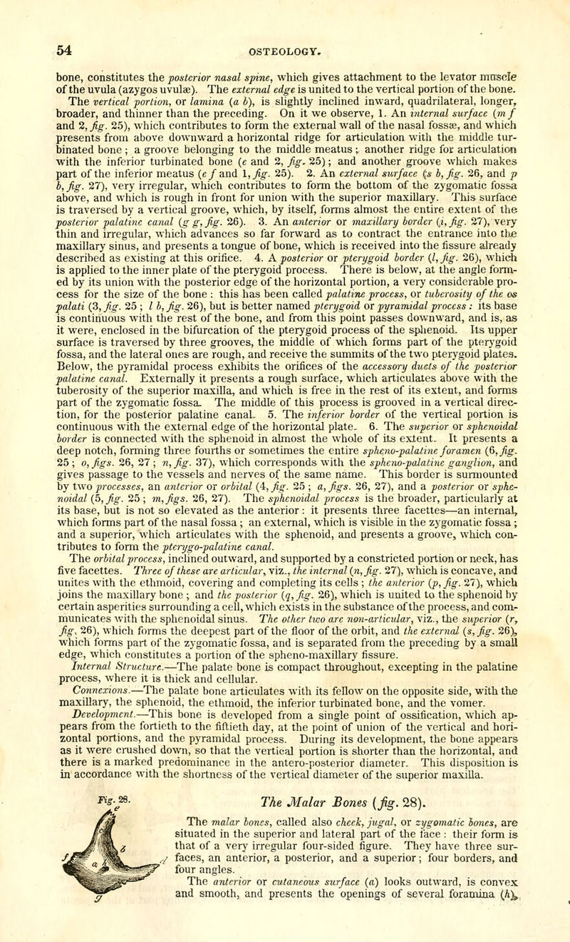 bone, constitutes the ■posterior nasal spine, which gives attachment to the levator muscle of the uvula (azygos uvulae). The external edge is united to the vertical portion of the bone. The vertical portion, or lamina {a h), is slightly inclined inward, quadrilateral, longer, broader, and thinner than the preceding. On it we observe, 1. An uitemal surface (mf and 2, fig. 25), which contributes to form the external wall of the nasal fossee, and which presents from above downward a horizontal ridge for articulation with the middle tur- binated bone ; a groove belonging to the middle meatus ;, another ridge for articulation with the inferior turbinated bone (e and 2, fig, 25); and another gi'Dove which makes part of the inferior meatus (e/and \,fig- 25). 2. An external surface {s h, fig. 26, and p h, fig. 27), very irregular, which contributes to form the bottom of the zygomatic fossa above, and which is rough in front for union with the superior maxillary. This surface is traversed by a vertical groove, which, by itself, forms almost the entire extent of the posterior palatine canal (g g, fig. 26). 3. An anterior or maxillary border (j, fig. 27), very thin and irregular, which advances so far forward as to contract the entrance into th^e maxillary sinus, and presents a tongue of bone, which is received into the fissure already described as existing at this orifice. 4. A posterior or pterygoid border {I, fig. 26), which is applied to the inner plate of the pterygoid process. There is below, at the angle form- ed by its union with the posterior edge of the horizontal portion, a very considerable pro- cess for the size of the bone ; this has been called palatine process, or tuberosity of the os palati {3, fig. 25 ; / b,fig. 26), but is better named pterygoid or pyramidal process: its base is continuous with the rest of the bone, and from this point passes downward, and is, as it were, enclosed in the bifurcation of the pterygoid process of the splienoid. Its upper surface is traversed by three grooves, the middle of which forms part of the pterj'goid fossa, and the lateral ones are rough, and receive the summits of the two pterygoid plates. Below, the pyramidal process exhibits the orifices of the accessory duets of the posterior palatine canal. Externally it presents a rough surface, which articulates above with the tuberosity of the superior maxilla, and which is free in the rest of its extent, and forms part of the zygomatic fossa. The middle of this process is grooved in a vertical direc- tion, for the posterior palatine canal.. 5. The inferior border of the vertical portion is continuous with the external edge of the horizontal plate> 6. The superior or spheyioidal border is connected with the sphenoid in ahnost the whole of its extent. It presents a deep notch, forming three fourths or sometimes the entire sph£no-palatine foramen i&,fig. 25 ; o, figs. 26, 27 ; 7i, fig. 37), which corresponds with the sphcno-palatine ganglion, and gives passage to the vessels and nerves of the same name. This border is surmounted by two processes, an anterior or orbital (4, fig. 25 ; a, figs. 26, 27), and a posterior or sphe- noidal {h,fig. 25 ; m,figs. 26, 27). The sphenoidal process is the broader, particularly at its base, but is not so elevated as the anterior: it presents three facettes—an internal, which forms part of the nasal fossa ; an external, which is visible in the zygomatic fossa; and a superior, which articulates with the sphenoid, and presents a groove, which con- tributes to form the ptcrygo-palatine canal. The orbital process, inclined outward, and supported by a constricted portion or neck, has five facettes. Three of these are articular ^y'lz., the internal {n, fig. 27), which is concave, and unites with the ethmoid, covering and completing its cells ; the anterior {p,fig. 27), which joins the maxillary bone ; and the posterior {q,fig. 26), which is united to the sphenoid by certain asperities surrounding a cell, which exists in the substance af the pi^ocess, and com- municates with the sphenoidal sinus. The other two are non-o,rticular, viz., the superior {r, fig, 26), which fonns the deepest part of the floor of the orbit, and the external {s,fig. 26), which forms part of the zygomatic fossa, and is separated from the preceding by a small edge, which constitutes a portion of the spheno-maxillary fissure. Internal Structure.—The palate bone is compact throughout, excepting in the palatine process, where it is thick and cellular. Connexio7is.—The palate bone articulates with its fellow on the opposite side, with the maxillary, the sphenoid, the ethmoid, the inferior turbinated bone, and the vomer. Development.—This bone is developed from a single point of ossification, which ap- pears from the fortieth to the fiftieth day, at the point of union of the vertical and hori- zontal portions, and the pyramidal process. During its development, the bone appears as it were crushed down, so that the vertical portion is shorter than the horizontal, and there is a marked predominance in the antero-posterior diameter. This disposition is in accordance with the shortness of the vertical diameter of the superior maxilla. ^s-^- The Malar Boms (Jig. 28). The malar bones, called also cheek, jugal, or zygomatic bones, are situated in the superior and lateral part of the face : their form is that of a very irregular four-sided figure. They have three sur- faces, an anterior, a posterior, and a superior; four borders, and four angles. The anterior or cutaneous surface (a) looks outward, is convex and smoothj and presents the openings of several foramina (A^,