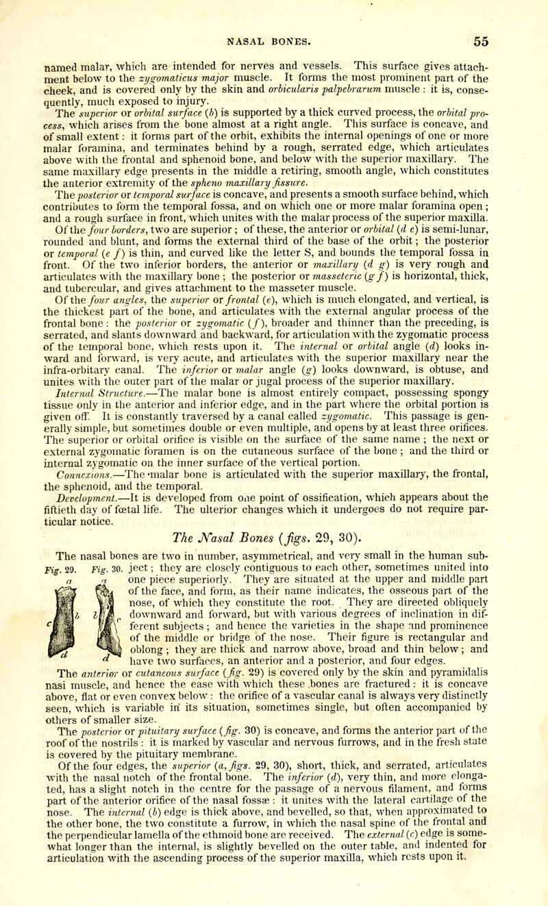 named malar, which are intended for nerves and vessels. This surface gives attach- ment below to the zi/gomaticus major muscle. It forms the most prominent part of the cheek, and is covered only by the skin and orbicularis palpebrarum muscle : it is, conse- quently, much exposed to injury. The superior or orbital surface (b) is supported by a thick curved process, the orbital pro- cess, which arises from the bone almost at a right angle. This surface is concave, and of small extent: it forms part of the orbit, exhibits the internal openings of one or more malar foramina, and terminates behind by a rough, serrated edge, which articulates above with the frontal and sphenoid bone, and below with the superior maxillary. The same maxillary edge presents in the middle a retiring, smooth angle, which constitutes the anterior extremity of the spheno maxillary fissure. The posterior or temporal surface is concave, and presents a smooth surface behind, which contributes to form the temporal fossa, and on which one or more malar foramina open; and a rough surface in front, which unites with the malar process of the superior maxilla. Of the four borders, two are superior ; of these, the anterior or orbital {d e) is semi-lunar, rounded and blunt, and forms the external third of the base of the orbit; the posterior or temporal {e f) is thin, and curved like the letter S, and bounds the temporal fossa in front. Of the two inferior borders, the anterior or maxillary (d g) is very rough and articulates with the maxillary bone ; the posterior or masseteric (gf) is horizontal, thick, and tubercular, and gives attachment to the masseter muscle. Of the four angles, the superior ox frontal (e), which is much elongated, and vertical, is the thickest part of the bone, and articulates with the external angular process of the frontal bone : the posterior or zygomatic (/), broader and thinner than the preceding, is serrated, and slants downward and backward, for articulation with the zygomatic process of the temporal bone, which rests upon it. The internal or orbital angle (d) looks in- ward and forward, is very acute, and articulates with the superior maxillary near the infra-orbitary canal. The inferior or malar angle (g) looks downward, is obtuse, and unites with the outer part of the malar or jugal process of the superior maxillary. Internal Structure.—The malar bone is almost entirely compact, possessing spongy tissue only in the anterior and inferior edge, and in the part where the orbital portion is given off. It is constantly traversed by a canal called zygomatic. This passage is gen- erally simple, but sometimes double or even multiple, and opens by at least three orifices. The superior or orbital orifice is visible on the surface of the same name ; the next or external zygomatic foramen is on the cutaneous surface of the bone ; and the third or internal zygomatic on the inner surface of the vertical portion. Connexions.—The -malar bone is articulated with the superior maxillary, the frontal, the sphenoid, and the temporal. Development.—It is developed from one point of ossification, which appears about the fiftieth day of foetal life. The ulterior changes which it undergoes do not require par- ticular notice. The J\''asal Bones (Jigs. 29, 30). The nasal bones are two in number, asymmetrical, and very small in the human sub- Fig. 29. Fig. 30. ject; they are closely contiguous to each other, sometimes united into one piece superiorly. They are situated at the upper and middle part of the face, and form, as their name indicates, the osseous part of the nose, of which they constitute the root. They are directed obliquely downward and forward, but with various degrees of inclination in dif- ferent subjects ; and hence the varieties in the shape nnd prominence of the middle or bridge of the nose. Their figure is rectangular and oblong ; they are thick and narrow above, broad and thin below; and have two surfaces, an anterior and a posterior, and four edges. The ajiterier or cutaneous surface {fig. 29) is covered only by the skin and pyramidalis nasi muscle, and hence the ease with which these bones are fractured: it is concave above, flat or even convex below : the orifice of a vascular canal is always very distinctly seen, which is variable in its situation, sometimes single, but often accompanied by others of smaller size. The posterior or pituitary surface {fig. 30) is concave, and forms the anterior part of the roof of the nostrils : it is marked by vascular and nervous furrows, and in the fresh state is covered by the pituitary membrane. Of the four edges, the superior {a, figs. 29, 30), short, thick, and serrated, articulates with the nasal notch of the frontal bone. The inferior (d), very thin, and more elonga- ted, has a slight notch in the centre for the passage of a nervous filament, and forms part of the anterior orifice of the nasal fossaj: it unites with the lateral cartilage of the nose. The interyial (b) edge is thick above, and bevelled, so that, when approximated to the other bone, the two constitute a furrow, in which the nasal spine of the frontal and the perpendicular lamella of the ethmoid bone are received. The external (c) edge is some- what longer than the internal, is slightly bevelled on the outer table, and indented for articulation with the ascending process of the superior maxilla, which rests upon it.