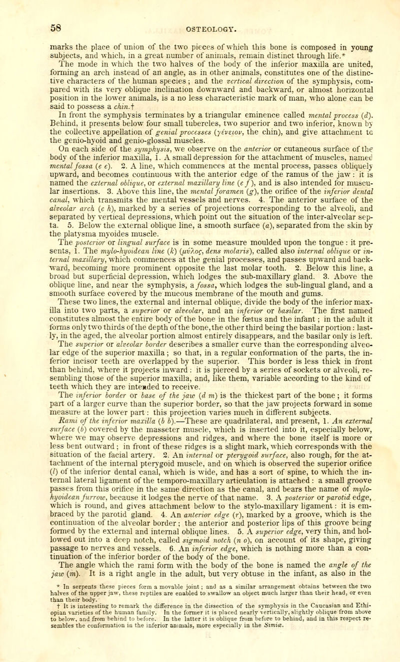 marks the place of union of the two pieces of which this bone is composed in yoimg subjects, and which, in a gi-eat number of animals, remain distinct through life.* The mode in which the two halves of the body of the inferior maxilla are united, forming an arch instead of an angle, as in other animals, constitutes one of the distinc- tive characters of the human species ; and the vertical direction of the symphysis, com- pared with its ver) obhque inclination downward and backward, or almost horizontal position in the lower animals, is a no less characteristic mark of man, who alone can be said to possess a chin.f In front the sjmphysis terminates by a triangular eminence called mental process (d). Behind, it presents below four small tubercles, two superior and two inferior, known by the collective appellation of genial processes {yeveiov, the chin), and give attaclmient tc the genio-hyoid and genio-glossal muscles. On each side of the si/mphysis, we observe on the anterior or cutaneous surface of the body of the inferior maxilla, 1. A small depression for the attachment of muscles, named mental fossa (e e). 3. A line, which commences at the mental process, passes obhquely upward, and becomes continuous with the anterior edge of the ramus of the jaw : it is named the external oblique, or external maxillary line {e f), and is also intended for muscu- lar insertions. 3. Above this Hne, the mental foramen (g), the orifice of the inferior dental carud, which transmits the mental vessels and nerves. 4. The anterior surface of the alveolar arch (c h), marked by a series of projections corresponding to the alveoh, and separated by vertical depressions, which point out the situation of the inter-alveolar sep- ta. 5. Below the external obhque line, a smooth surface (a), separated from the skin by the platysma myoides muscle. The posterior or lingual surface is in some measure moulded upon the tongue : it pre- sents, 1. The mylo-hyoidean line (k) (jiv/.og, dcTis molaris). called also internal oblique or in- ternal maxillary, which commences at the genial processes, and passes upward and back- ward, becoming more prominent opposite the last molar tooth. 2. Below this line, a broad but superficial depression, which lodges the sub-maxillary gland. 3. Above the obhque hne, and near the symphysis, & fossa, which lodges the sub-hngual gland, and a smooth surface covered by the mucous membrane of the mouth and gums. These two lines, the external and internal obhque. divide the body of the inferior max- illa into two parts, a superior or alveolar, and an inferior or basilar. The first named constitutes almost the entire body of the bone in the foetus and the infant ; in the adult it forms only two thirds of the depth of the bone,the other third being the basilar portion: last- ly, in the aged, the alveolar portion almost entirely disappears, and the basilar only is left. The superior or alveolar border describes a smaller curve than the corresponding alveo- lar edge of the superior maxiha; so that, in a regular conformation of the parts, the in- ferior incisor teeth are overlapped by the superior. This border is less thick in front than behind, where it projects inward ; it is pierced by a series of sockets or alveoli, re- sembling those of the superior maxiUa, and, like them, variable according to the kind of teeth which they are intended to receive. The niferior border or ba^e of the jaw {d m) is the thickest part of the bone ; it forms part of a larger curve than the superior border, so that the jaw projects forward in some measure at the lower part: this projection varies much in different subjects. Rami of the inferior maxilla {b b).—These are quadrilateral, and present, 1. Aji external surface (b) covered by the masseter muscle, which is inserted into it, especially below, where we may observe depressions and ridges, and where the bone itself is more or less bent outward ; in front of these ridges is a shght mark, which corresponds with the situation of the facial artery. 2. An internal or pterygoid surface, also rough, for the at- tachment of the internal pterygoid muscle, and on which is observed the superior orifice (/) of the inferior dental canal, which is wide, and has a sort of spine, to which the in- ternal lateral hgament of the temporo-maxiUary articulation is attached : a small groove passes from this orifice in the same direction as the canal, and bears the name of mylo- hyoidean furrou-, because it lodges the nerve of that name. 3. A posterior ox parotid edge, which is round, and gives attachment below to the stylo-maxillary ligament: it is em- braced by the parotid gland. 4. An anterior edge (r), marked by a groove, which is the continuation of the alveolar border; the anterior and posterior lips of this groove being formed by the external and internal obhque hnes. 5. A superior edge, very thin, and hol- lowed out into a deep notch, caUed sigmoid notch {n o). on account of its shape, giving passage to nerves and vessels. 6. An inferior edge, which is nothing more than a con- tinuation of the inferior border of the body of the bone. The angle which the rami form with the body of the bone is named the angle of the jaw (m). It is a right angle in the adult, but very obtuse in the infant, as also in the * In serpents these pieces form a movable joint; and as a similar arrangement obtains between the two halves of the upper jaw, these reptiles are enabled to swallow an object much larger than their head, or even than their boOy. t It IS interesting to remark the difference in the dissection of the symphysis in the Caucasian and Ethi- opian varieties of the human family. In the former it is placed nearly vertically, slightly oblique from above to below, and from behind to before. In the latter it is oblique from before to behind, and in this respect re- sembles the confonnation in the inferior animals, more especially in the Simia.