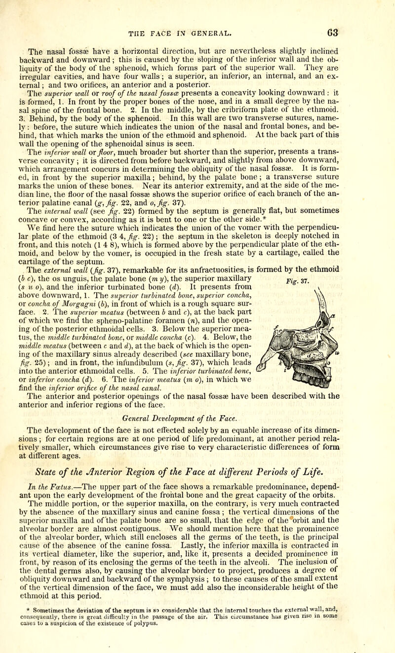 The nasal fossae have a horizontal direction, but are nevertheless slightly inclined backward and downward ; this is caused by the sloping of the inferior wall and the ob- liquity of the body of the sphenoid, which forms part of the superior wall. They are irregular cavities, and have four walls; a superior, an inferior, an internal, and an ex- ternal ; and two orifices, an anterior and a posterior. The superior wall or roof of the nasal fossa presents a concavity looking downward : it is formed, 1. In front by the proper bones of the nose, and in a small degree by the na- sal spine of the frontal bone. 2. In the middle, by the cribriform plate of the ethmoid. 3. Behind, by the body of the sphenoid. In this wall are two transverse sutures, name- ly : before, the suture which indicates the union of the nasal and frontal bones, and be- hind, that which marks the union of the ethmoid and sphenoid. At the back part of this wall the opening of the sphenoidal sinus is seen. The inferior wall ox floor, much broader but shorter than the superior, presents a trans- verse concavity ; it is directed from before backward, and slightly from above downward, which arrangement concurs in determining the obliquity of the nasal fossae. It is form- ed, in front by the superior maxilla; behind, by the palate bone; a transverse suture marks the union of these bones. Near its anterior extremity, and at the side of the me- dian line, the floor of the nasal fossae shows the superior orifice of each branch of the an- terior palatine canal {g, fig. 22, and o, fig. 37). The internal wall (see fig. 22) formed by the septum is generally flat, but sometimes concave or convex, according as it is bent to one or the other side.* We find here the suture which indicates the union of the vomer with the perpendicu- lar plate of the ethmoid (3 4, Jig. 22); the septum in the skeleton is deeply notched in front, and this notch (14 8), which is formed above by the perpendicular plate of the eth- moid, and below by the vomer, is occupied in the fresh state by a cartilage, called the cartilage of the septum. The external wall {fig. 37), remarkable for its anfractuosities, is formed by the ethmoid {b c), the OS unguis, the palate bone {m y), the superior maxillary j,- ^^ {s u o), and the inferior turbinated bone (d). It presents from above downward, 1. The superior turbinated bone, superior concha, or concha of Morgagni (b), in front of which is a rough square sur- face. 2. The superior meatus (between b and c), at the back part of which we find the spheno-palatine foramen (w), and the open- ing of the posterior ethmoidal cells. 3. Below the superior mea- tus, the middle turbinated bone, or middle concha (c). 4. Below, the middle meatus (between c and d), at the back of which is the open- ing of the maxillary sinus already described {see maxillary bone, fi.g. 25); and in front, the infundibulum {s, fig. 37), which leads into the anterior ethmoidal cells. 5. The inferior turbinated bone, or inferior concha {d). 6. The inferior meatus {m o), in which we find the inferior orifice of the nasal canal. The anterior and posterior openings of the nasal fossae have been described with the anterior and inferior regions of the face. General Development of the Face. The development of the face is not effected solely by an equable increase of its dimen- sions ; for certain regions are at one period of life predominant, at another period rela- tively smaller, which circumstances give rise to very characteristic differences of form at different ages. State of the interior Region of the Face at different Periods of Life. In the Fastus.—The upper part of the face shows a remarkable predominance, depend- ant upon the early development of the frontal bone and the great capacity of the orbits. The middle portion, or the superior maxilla, on the contrary, is very much contracted by the absence of the maxillary sinus and canine fossa; the vertical dimensions of the superior maxilla and of the palate bone are so small, that the edge of the orbit and the alveolar border are almost contiguous. We should mention here that the prominence of the alveolar border, which still encloses all the germs of the teeth, is the principal cause of the absence of the canine fossa. Lastly, the inferior maxilla is contracted in its vertical diameter, like the superior, and, like it, presents a decided prominence in front, by reason of its enclosing the germs of the teeth in the alveoh. The inclusion of the dental germs also, by causing the alveolar border to project, produces a degree of obliquity downward and backward of the symphysis ; to these causes of the small extent of the vertical dimension of the face, we must add also the inconsiderable height of the ethmoid at this period. * Sometimes the deviation of the septum is sd considerable that the internal touches the external wall, and, consequently, there is great difficulty in the passage of the air. This circumstance has given rise in some cases to a suspicion of the existence of polypus.