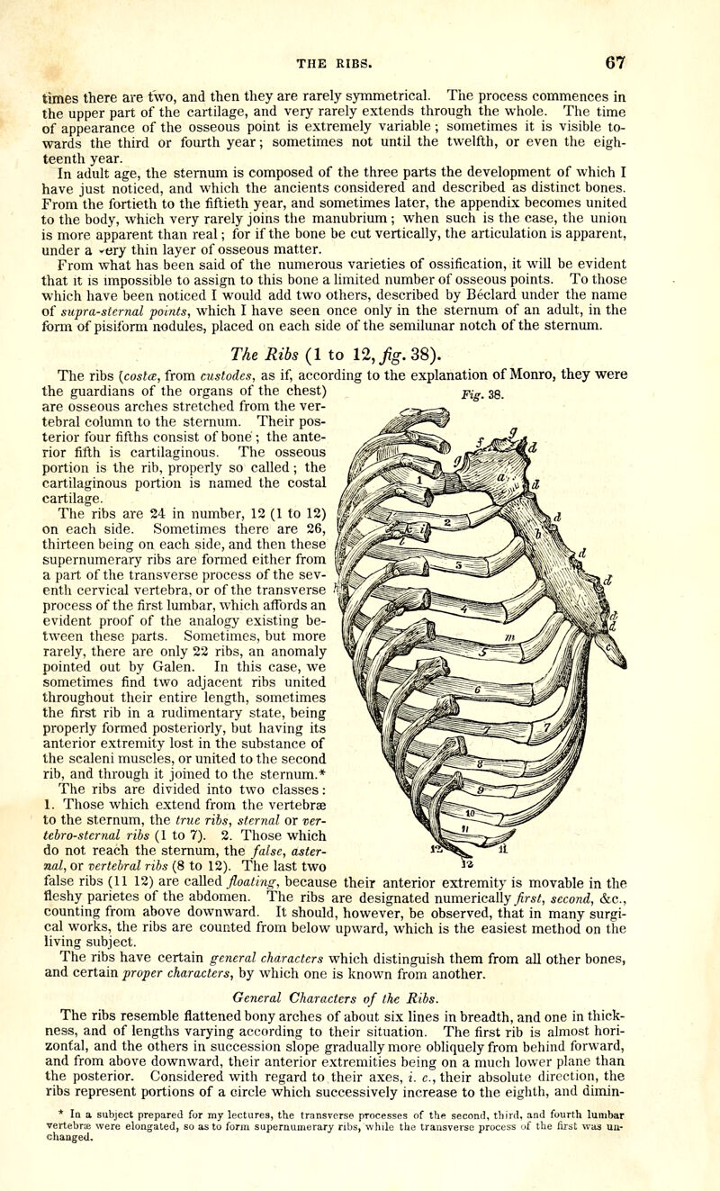times there are two, and then they are rarely symmetrical. The process commences in the upper part of the cartilage, and very rarely extends through the whole. The time of appearance of the osseous point is extremely variable; sometimes it is visible to- wards the third or fourth year; sometimes not until the twelfth, or even the eigh- teenth year. In adult age, the sternum is composed of the three parts the development of which I have just noticed, and which the ancients considered and described as distinct bones. From the fortieth to the fiftieth year, and sometimes later, the appendix becomes united to the body, which very rarely joins the manubrium ; when such is the case, the union is more apparent than real; for if the bone be cut vertically, the articulation is apparent, under a ^ery thin layer of osseous matter. From what has been said of the numerous varieties of ossification, it will be evident that It IS impossible to assign to this bone a limited number of osseous points. To those which have been noticed I would add two others, described by Beclard under the name of supra-sternal 'points, which I have seen once only in the sternum of an adult, in the form of pisiform nodules, placed on each side of the semilunar notch of the sternum. The Ribs {I to 12,/g.38). The ribs {costcz, from custodes, as if, according to the explanation of Monro, they were the guardians of the organs of the chest) _pi^_ 38 are osseous arches stretched from the ver- tebral column to the sternum. Their pos- terior four fifths consist of bone ; the ante- rior fifth is cartilaginous. The osseous portion is the rib, properly so called; the cartilaginous portion is named the costal cartilage. The ribs are 24 in number, 12 (1 to 12) on each side. Sometimes there are 26, thirteen being on each side, and then these supernumerary ribs are formed either from a part of the transverse process of the sev- enth cervical vertebra, or of the transverse process of the first lumbar, which affords an evident proof of the analogy existing be- tween these parts. Sometimes, but more rarely, there are only 22 ribs, an anomaly pointed out by Galen. In this case, we sometimes find two adjacent ribs united throughout their entire length, sometimes the first rib in a rudimentary state, being properly formed posteriorly, but having its anterior extremity lost in the substance of the scaleni muscles, or united to the second rib, and through it joined to the sternum.* The ribs are divided into two classes: 1. Those which extend from the vertebrae to the sternum, the true ribs, sternal or ver- tebrosternal ribs (1 to 7). 2. Those which do not reach the sternum, the false, aster- nal, or vertebral ribs (8 to 12). The last two false ribs (11 12) are called floating, because their anterior extremity is movable in the fleshy parietes of the abdomen. The ribs are designated numerically _^rs<, second, &c., counting from above downward. It should, however, be observed, that in many surgi- cal works, the ribs are counted from below upward, which is the easiest method on the living subject. The ribs have certain general characters which distinguish them from all other bones, and certain proper characters, by which one is known from another. General Characters of the Ribs. The ribs resemble flattened bony arches of about six lines in breadth, and one in thick- ness, and of lengths varying according to their situation. The first rib is almost hori- zontal, and the others in succession slope gradually more obliquely from behind forward, and from above downward, their anterior extremities being on a much lower plane than the posterior. Considered with regard to their axes, i. c, their absolute direction, the ribs represent portions of a circle which successively increase to the eighth, and dimin- * Iq a subject prepared for my lectures, the transverse processes of the seconJ, third, and fourth lumbar vertebrse were elongated, so as to form supernumerary ribs, while the transverse process of the first was un- changed.