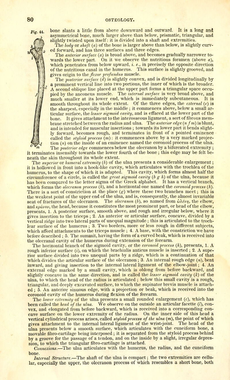 'i bone slants a little from above dowTiward and outward. It is a long and asymmetrical bone, much larger above than below, prismatic, triangular, and slightly twisted upon itself: it is divided into a shaft and extremities. The body or shaft (a) of the bone is larger above than below, is slightly curv- ed forward, and has three surfaces and three edges. The anterior surface (a) is broad above, and becomes gradually narrower to- wards the lower part. On it we observe the nutritious foramen (above a), which penetrates from below upward, i. e., in precisely the opposite direction of the nutritious canal in the humerus. This surface is shghtly grooved, and gives origin to the_^ea;or profundus muscle. The posterior surface (d) is slightly convex, and is divided longitudinally by a prominent vertical line into two portions, the inner of which is the broader. A second oblique hne placed at the upper part forms a triangular space occu- pied by the anconeus muscle. The internal surface is very broad above, and much smaller at its lower end, which is immediately subcutaneous. It is smooth throughout its whole extent. Of the three edges, the external (e) is the sharpest, especially in the middle ; it commences above, belov/ a small ar- ticular surface, the lesser sigmoid cavity, and is effaced at the lower part of the bone. It gives attachment to the interosseous ligament, a sort of fibrous mem- brane stretched between the radius and ulna. The anterior edge (n fm) is blunt, and is intended for muscular insertions ; towards its lower part it bends slight- ly forward, becomes rough, and terminates in front of a pointed eminence called the styloid process (m): it commences above by a very marked projec- L/ tion (?i) on the inside of an eminence named the coronoid process of the ulna. The posterior edge commences below the olecranon by a bifurcated extremity ; it terminates insensibly towards the lower fourth of the bone ; this edge may be felt be- neath the skin throughout its whole extent. The superior or humeral extremity (b) of the ulna presents a considerable enlargement; it is hollowed in front into a hook-hke cavity, which articulates with the trochlea of the humerus, to the shape of which it is adapted. This cavity, which forms almost half the circumference of a circle, is called the great sigmoid cavity {b g h) of the ulna, because it has been compared to the letter sigma of the Greek alphabet. It has a vertical branch, which forms the olecranon process (b), and a horizontal one named the coronoid process (h). There is a sort of constriction at the place (g) where these two branches meet; this is the weakest point of the upper end of the ulna, and is, consequently, the almost invariable seat of fractures of the olecranon. The olecranon (b), so named from ulivrj, the elbow, and Kpavov, the head, because it constitutes the most prominent part, or head of the elbow, presents, 1. A posterior surface, smooth above, and rough and irregular below, where it gives insertion to the triceps ; 2. An anterior or articular surface, concave, divided by a vertical ridge into two lateral parts of unequal magnitude ; this is articulated to the troch- lear surface of the humerus ; 3. Two borders, more or less rough in different subjects, which afford attachments to the triceps muscle ; 4. A base, with the constriction we have before described ; 5. The summit, having the form of a curved beak, which is received into the olecranal cavity of the humerus during extension of the forearm. The horizontal branch of the sigmoid cavity, or the coronoid process (h), presents, 1. A rough inferior surface {i), on which the brachialis anticus muscle is inserted ; 2. A supe- rior surface divided into two unequal parts by a ridge, which is a continuation of that which divides the articular surface of the olecranon ; 3. An internal rough edge (n), bent inward, and giving insertion to the internal lateral ligament of the elbow-joint; 4. An external edge marked by a small cavity, which is oblong from before backward, and slightly concave in the same direction, and is called the lesser sigmoid cavity (k) of the ulna, to which the head of the radius is articulated ; below this small cavity is a rough, triangular, and deeply excavated surface, to which the supinator brevis muscle is attach- ed ; 5. An anterior sinuous edge, with a projection or beak, which is received into the coronoid cavity of the humerus during flexion of the forearm. The lower extremity of the ulna presents a small rounded enlargement (c), which has been called the head of the ulna. We observe on the outside an articular facette (J), con- vex, and elongated from before backward, which is received into a corresponding con- cave surface on the lower extremity of the radius. On the inner side of this head a vertical cylindrical process arises, called styloid process of the ulna (m), the point of which gives attachment to the internal lateral ligament of the wrist-joint. The head of the ulna presents below a smooth surface, which articulates with the cuneiform bone, a movable fibro-cartilage being interposed ; it is separated from the styloid process behind by a groove for the passage of a tendon, and on the inside by a shght, irregular depres- sion, to which the triangular fibro-cartilage is attached. Connexions.—The ulna articulates with the humerus, the radius, and the cuneiform bone. Internal Structure.—The shaft of the ulna is compact; the two extremities are cellu- lar, especially the upper, the olecranon process of which resembles a short bone, both