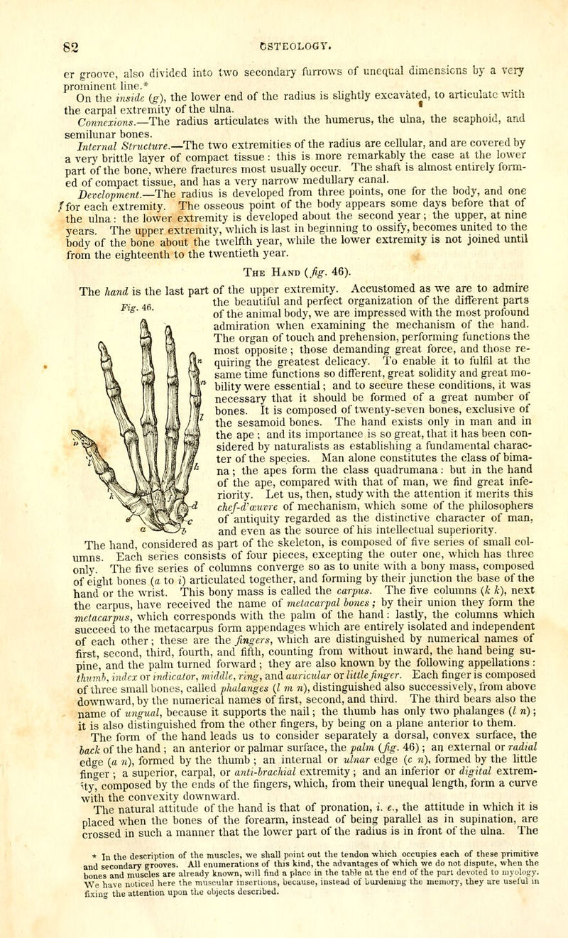 Fig. 46. er groove, also divided into two secondary furrows of unequal dimensions by a very prominent line.* . On the i7iside (g), the lower end of the radius is shghtly excavated, to articulate with the carpal extremity of the ulna. Connexions.—The radius articulates with the humerus, the ulna, the scaphoid, and semilunar bones. Internal Structure.—The two extremities of the radius are cellular, and are covered by a very brittle layer of compact tissue : this is more remarkably the case at the lower part of the bone, where fractures most usually occur. The shaft is ahnost entirely form- ed of compact tissue, and has a very narrow medullary canal. Development.—The radius is developed from three points, one for the body, and one ,f for each extremity. The osseous point of the body appears some days before that of ' the ulna: the lower extremity is developed about the second year; the upper, at nine years. The upper extremity, which is last in beginning to ossify, becomes united to the body of the bone about the twelfth year, while the lower extremity is not joined until from the eighteenth to the twentieth year. The Hand (fig. 46). The hand is the last part of the upper extremity. Accustomed as we are to admire the beautiful and perfect organization of the different parts of the animal body, we are impressed with the most profound admiration when examining the mechanism of the hand. The organ of touch and prehension, performing functions the most opposite; those demanding great force, and those re- quiring the greatest delicacy. To enable it to fulfil at the same time functions so different, great sohdity and gi-eat mo- bility were essential; and to secure these conditions, it was necessary that it should be formed of a great number of bones. It is composed of twenty-seven bones, exclusive of the sesamoid bones. The hand exists only in man and in the ape ; and its importance is so great, that it has been con- sidered by naturalists as establishing a fundamental charac- ter of the species. Man alone constitutes the class of bima- na; the apes form the class quadrumana: but in the hand of the ape, compared with that of man, we find great infe- riority. Let us, then, study with the attention if merits this chef-d'ccuvre of mechanism, which some of the philosophers of antiquity regarded as the distinctive character of man, and even as the source of his intellectual superiority. The hand, considered as part of the skeleton, is composed of five series of small col- umns. Each series consists of four pieces, excepting the outer one, which has three only. The five series of columns converge so as to unite with a bony mass, composed of eight bones (a to i) articulated together, and forming by their junction the base of the handler the wrist. This bony mass is called the carpus. The five columns {k k), next the carpus, have received the name of metacarpal bones; by their union they form the metacarpus, which corresponds with the palm of the hand: lastly, the columns which succeed to the metacarpus form appendages which are entirely isolated and independent of each other; these are the fingers, which are distinguished by numerical names of first, second, third, fourth, and fifth, counting from without inward, the hand being su- pine, and the palm turned forward ; they are also known by the following appellations : thanh, index or indicator, middle, ring, and auricular or little finger. Each finger is composed of three small bones, called phalanges {I m 7i), distinguished also successively, from above downward, by the numerical names of first, second, and third. The third bears also the name of ungual, because it supports the nail; the thumb has only two phalanges {I n); it is also distinguished from the other fingers, by being on a plane anterior to them. The form of the hand leads us to consider separately a dorsal, convex surface, the hack of the hand ; an anterior or palmar surface, the palm {fig. 46); an external or radial edge (a n), formed by the thumb ; an internal or ulnar edge (c n), formed by the httle fint^er ; a superior, carpal, or anti-hrachial extremity; and an inferior or digital extrem- ityt composed by the ends of the fingers, which, from their unequal length, form a curve with the convexity downward. The natural attitude of the hand is that of pronation, i. e., the attitude in which it is placed when the bones of the forearm, instead of being parallel as in supination, are crossed in such a manner that the lower part of the radius is in front of the ulna. The * In the description of the muscles, we shall point out the tendon which occupies each of these primitive and secondary grooves. All enumerations of this kind, the advantages of which we do not dispute, when the bones and muscles are already known, will find a place in the table at the end of the pan devoted to myology. We have noticed here the muscular insertions, because, instead of l/uxdening the memory, they are useful in fixin°- the attention upon the objects described.