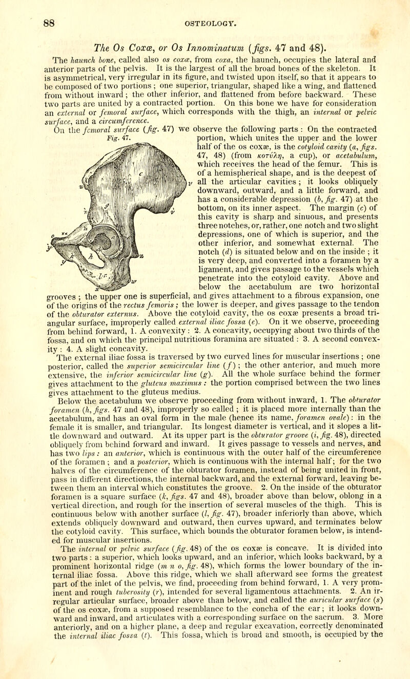 The Os Coxce, or Os Innominatum {figs. 47 and 48). The liawnch hone, called also os coxcb, from coxa, the haunch, occupies the lateral and anterior parts of the pelvis. It is the largest of all the broad bones of the skeleton. It is asymmetrical, very irregular in its figure, and twisted upon itself, so that it appears to be composed of two portions ; one superior, triangular, shaped like a wing, and flattened from without inward; the other inferior, and flattened from before backward. These two parts are united by a contracted portion. On this bone we have for consideration an external or femoral surface, which corresponds with the thigh, an internal or pelvic surface, and a circumference. 0 1 tl e femoral surface {fig 47) we observe the following parts : On the contracted portion, which unites the upper and the lower half of the os coxae, is the cotyloid cavity (a, figs. 47, 48) (from kotvTit], a cup), or acetabulum, which receives the head of the femur. This is of a hemispherical shape, and is the deepest of all the articular cavities ; it looks obliquely downward, outward, and a little forward, and has a considerable depression (b, fig. 47) at the bottom, on its inner aspect. The margin (c) of this cavity is sharp and sinuous, and presents three notches, or, rather, one notch and two slight depressions, one of which is superior, and the other inferior, and somewhat external. The notch (d) is situated below and on the inside ; it is very deep, and converted into a foramen by a ligament, and gives passage to the vessels which penetrate into the cotyloid cavity. Above and below the acetabulum are two horizontal grooves , the upper one is superficial and gives attachment to a fibrous expansion, one of the origins of the rectus femoris; the lower is deeper, and gives passage to the tendon of the obturator externus. Above the cotyloid cavity, the os coxze presents a broad tri- angular surface, improperly called external iliac fossa (e). On it we observe, proceeding from behind forward, 1. A convexity : 2. A concavity, occupying about two thirds of the fossa, and on which the principal nutritious foramina are situated : 3. A second convex- ity : 4. A slight concavity. The external iliac fossa is traversed by two curved lines for muscular insertions ; one posterior, called the superior semicircular liiie (/); the other anterior, and much more extensive, the inferior semicircular line (g). All the whole surface behind the former gives attachment to the gluteus maximus : the portion comprised between the two lines gives attachment to the gluteus medius. Below the acetabulum we observe proceeding from without inward, 1. The obturator foramen {h, figs. 47 and 48), improperly so called ; it is placed more internally than the acetabulum, and has an oval form in the male (hence its name, foramen ovale): in the female it is smaller, and triangular. Its longest diameter is vertical, and it slopes a lit- tle downward and outward. At its upper part is the obturator groove {i, fig. 48), directed obliquely from behind forward and inward. It gives passage to vessels and nerves, and has two lips: an anterior, which is continuous with the outer half of the circumference of the foramen ; and a posterior, which is continuous with the internal half; for the two halves of the circumference of the obturator foramen, instead of being united in front, pass in difierent directions, the internal backward, and the external forward, leaving be- tween them an interval which constitutes the groove. 2. On the inside of the obturator foramen is a square surface {k,figs. 47 and 48), broader above than below, oblong in a vertical direction, and rough for the insertion of several muscles of the thigh. This is continuous below with another surface (l, fig. 47), broader inferiorly than above, which extends obliquely downward and outward, then curves upward, and terminates below the cotyloid cavity. This surface, which bounds the obturator foramen below, is intend- ed for muscular insertions. The internal or pelvic surface (fig. 48) of the os coxae is concave. It is divided into two parts : a superior, which looks upward, and an inferior, which looks backward, by a prominent horizontal ridge (m n. o, fig. 48), which forms the lower boundary of the in- ternal iliac fossa. Above this ridge, which we shall afterward see forms the greatest part of the inlet of the pelvis, we find, proceeding from behind forward, 1. A very prom- inent and rough tuberosity (r), intended for several ligamentous attachments. 2. An ir- regular articular surface, broader above than below, and called the auricular surface (s) of the OS coxae, from a supposed resemblance to the concha of the ear; it looks down- ward and inward, and articulates with a corresponding surface on the sacrum. 3. More anteriorly, and on a higher plane, a deep and regular excavation, correctly denominated the internal iliac fossa {t). This fossa, which is broad and smooth, is occupied by the
