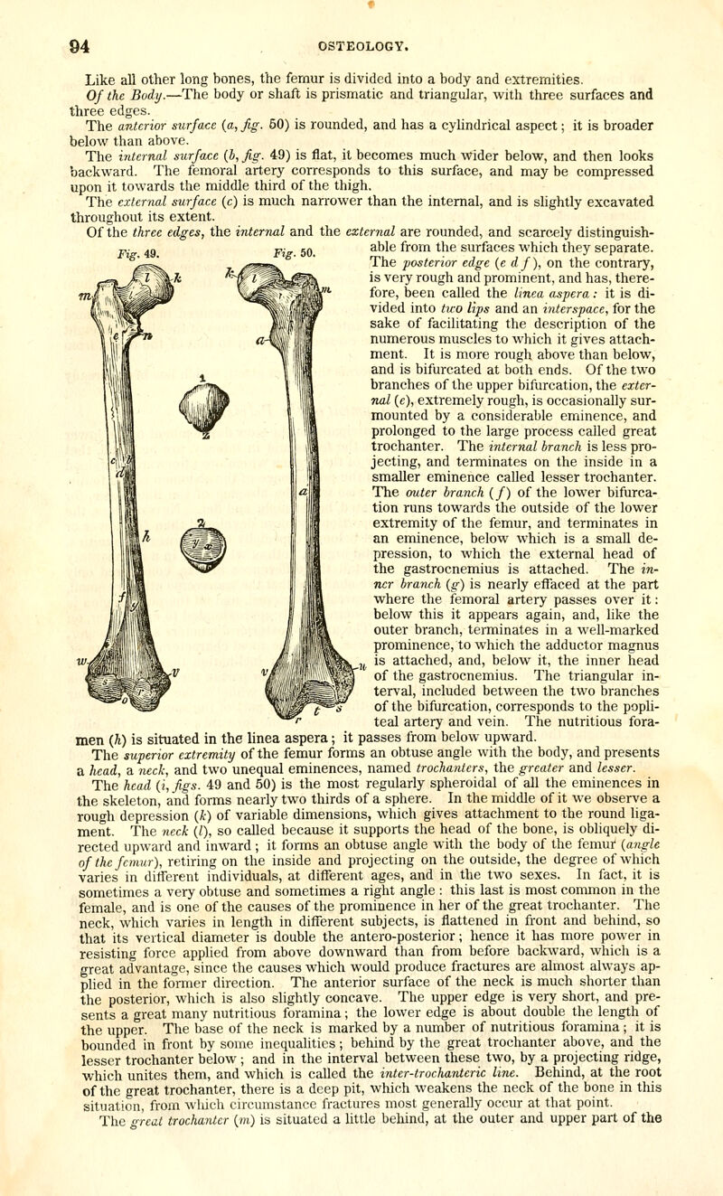 Like all other long bones, the femur is divided into a body and extremities. Of the Body.—The body or shaft is prismatic and trianguiar, with three surfaces and three edges. The anterior surface {a, fig. 50) is rounded, and has a cyHndrical aspect; it is broader below than above. The internal sicrface {b, fig. 49) is flat, it becomes much wider below, and then looks backward. The femoral artery corresponds to this surface, and may be compressed upon it towards the middle third of the thigh. The external surface (c) is much narrower than the internal, and is slightly excavated throughout its extent. Of the three edges, the internal and the external are rounded, and scarcely distinguish- Fig. 49. Fig. 50. able from the surfaces which they separate. The posterior edge (e df), on the contrary, is very rough and prominent, and has, there- fore, been called the linea aspera: it is di- vided into two lips and an interspace, for the sake of facilitating the description of the numerous muscles to which it gives attach- ment. It is more rough above than below, and is bifurcated at both ends. Of the two branches of the upper bifurcation, the exter- nal (e), extremely rough, is occasionally sur- mounted by a considerable eminence, and prolonged to the large process called great trochanter. The internal branch is less pro- jecting, and terminates on the inside in a smaller eminence called lesser trochanter. The outer branch (/) of the lower bifurca- tion runs towards the outside of the lower extremity of the femur, and terminates in an eminence, below which is a small de- pression, to which the external head of the gastrocnemius is attached. The in- ner branch {g) is nearly effaced at the part where the femoral artery passes over it: below this it appears again, and, like the outer branch, terminates in a well-marked prominence, to which the adductor magnus ^ is attached, and, below it, the inner head of the gastrocnemius. The triangular in- terval, included between the two branches of the bifurcation, corresponds to the popli- teal artery and vein. The nutritious fora- men {h) is situated in the linea aspera; it passes from below upward. The superior extremity of the femur forms an obtuse angle with the body, and presents a head, a neck, and two unequal eminences, named trochanters, the greater and lesser. The head (i, figs. 49 and 50) is the most regularly spheroidal of all the eminences in the skeleton, and forms nearly two thirds of a sphere. In the middle of it we observe a rough depression (k) of variable dimensions, which gives attachment to the round liga- ment. The neck {I), so called because it supports the head of the bone, is obliquely di- rected upward and inward ; it forms an obtuse angle with the body of the femur {angle of the femur), retiring on the inside and projecting on the outside, the degree of which varies in different individuals, at different ages, and in the two sexes. In fact, it is sometimes a very obtuse and sometimes a right angle : this last is most common in the female, and is one of the causes of tbe prominence in her of the great trochanter. The neck, which varies in length in different subjects, is flattened in front and behind, so that its vertical diameter is double the antero-posterior; hence it has more power in resisting force applied from above downward than from before backward, which is a great advantage, since the causes which would produce fractures are almost always ap- plied in the former direction. The anterior surface of the neck is much shorter than the posterior, which is also slightly concave. The upper edge is very short, and pre- sents a great many nutritious foramina; the lower edge is about double the length of the upper. The base of the neck is marked by a number of nutritious foramina ; it is bounded in front by some inequalities; behind by the great trochanter above, and the lesser trochanter below ; and in the interval between these two, by a projecting ridge, which unites them, and which is called the inter-trochantcric line. Behind, at the root of the great trochanter, there is a deep pit, which weakens the neck of the bone in this situation, from wluch circumstance fractures most generally occur at that point. The great trochanter {m) is situated a little beliind, at the outer and upper part of the