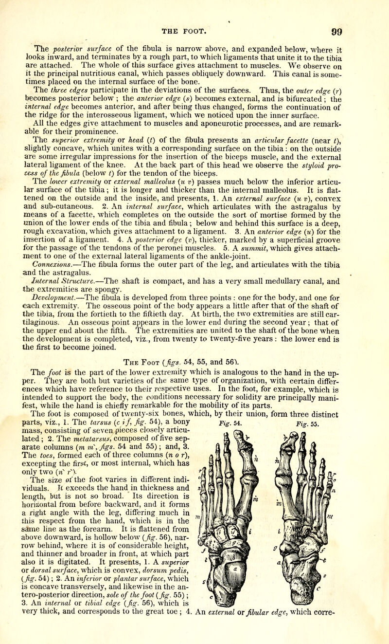 The posterior surface of the fibula is narrow above, and expanded below, where it looks inward, and terminates by a rough part, to which ligaments that unite it to the tibia are attached. The whole of this surface gives attachment to muscles. We observe on it the principal nutritious canal, which passes obliquely downward. This canal is some- times placed on the internal surface of the bone. The three edges participate in the deviations of the surfaces. Thus, the outer edge (r) becomes posterior below ; the anterior edge (s) becomes external, and is bifurcated ; the internal edge becomes anterior, and after being thus changed, forms the continuation of the ridge for the interosseous ligament, which we noticed upon the inner surface. All the edges give attachment to muscles and aponeurotic processes, and are remark- able for their prominence. The superior extremity or head {t) of the fibula presents an articular facette (near t), slightly concave, which unites with a corresponding surface on the tibia: on the outside are some irregular impressions for the insertion of the biceps muscle, and the external lateral ligan^ent of the knee. At the back part of this head we observe the styloid pro- cess of the fibula (below t) for the tendon of the biceps. The lower extremity or external malleolus (?(. v) passes much below the inferior articu- lar surface of the tibia; it is longer and thicker than the internal malleolus. It is flat- tened on the outside and the inside, and presents, 1. An external surface {u v), convex and sub-cutaneous. 2. An internal surface, which articulates with the astragalus by means of a facette, which completes on the outside the sort of mortise formed by the union of the lower ends of the tibia and fibula; below and behind this surface is a deep, rough excavation, which gives attachment to a ligament. 3. An anterior edge (u) for the irtsertion of a ligament. 4. A posterior edge (v), thicker, marked by a superficial groove for the passage of the tendons of the peronei muscles. 5. A summit, which gives attach- ment to one of the external lateral ligaments of the ankle-joint. Connexions.—The fibula forms the outer part of the leg, and articulates with the tibia and the astragalus. Internal Structure.—The shaft is compact, and has a very small medullary canal, and the extremities are spongy. Development.—The fibula is developed from three points : one for the body, and one for each extremity. The osseous point of the body appears a little after that of the shaft of the tibia, from the fortieth to the fiftieth day. At birth, the two extremities are still car- tilaginous. An osseous point appears in the lower end during the second year ; that of the upper end about the fifth. The extremities are united to the shaft of the bone when the development is completed, viz., from twenty to twenty-five years : the lower end is the first to become joined. The Foot {figs. 54, 55, and 56V The foot is the part of the lower extremity which is analogous to the hand in the up- per. They are both but varieties of the same type of organization, with certain differ- ences which have reference to their respective uses. In the foot, for example, which is intended to support the body, the conditions necessary for solidity are principally mani- fest, while the hand is chiefly remarkable for the mobility of its parts. The foot is composed of twenty-six bones, which, by their union, form three distinct parts, viz., 1. The tarsus (c if, fig- 54), a bony pig, 54, mass, consisting of seven pieces closely articu- lated ; 2. The metatarsus, composed of five sep- arate columns (m »i\ ftgs. 54 and 55); and, 3. The toes, formed each of three columns (n 0 r), excepting the first, or most internal, which has only two {n r^\ The size oi the foot varies in different indi- viduals. It exceeds the hand in thickness and length, but is not so broad. Its direction is horizontal from before backward, and it forms a right angle with the leg, differing much in this respect from the hand, which is in the same line as the forearm. It is flattened from above downward, is hollow below {fig. 56), nar- row behind, where it is of considerable height, and thinner and broader in front, at which part also it is digitated. It presents, 1. A superior or dorsal surface, which is convex, dorsum pedis, {fig. 54); 2. An inferior or plantar surface, which is concave transversely, and likewise in the an- tero-posterior direction, sole of the foot {fig. 55); 3. An internal or tibial edge {fig. 56), which is _ very thick, and corresponds to the great toe ; 4. An external or fiiular edge, which corre-