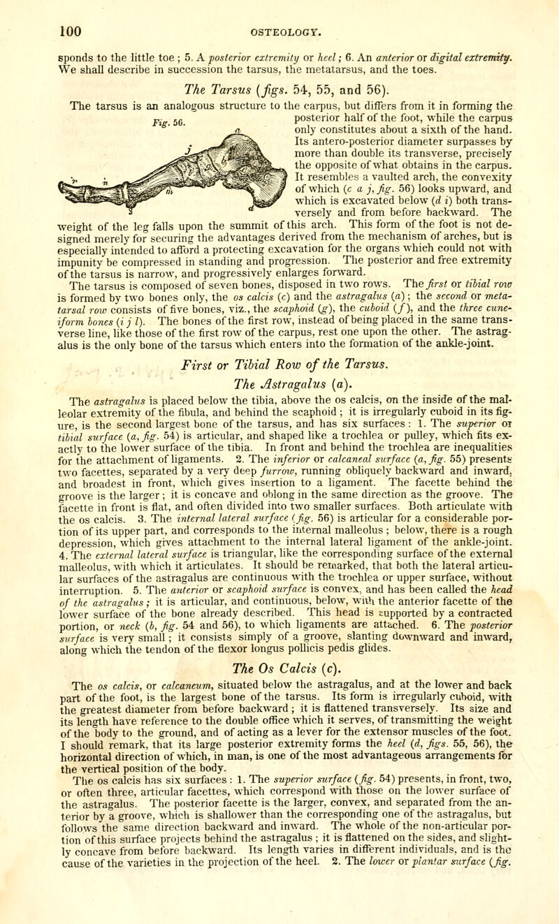sponds to the little toe ; 5. A posterior extremity or heel; 6. An anterior or digital extremity. We shall describe in succession the tarsus, the metatarsus, and the toes. The Tarsus {fgs. 54, 55, and 56). The tarsus is an analogous structure to the carpus, but differs from it in forming the p- 5g posterior half of the foot, whOe the carpus only constitutes about a sixth of the hand. Its antero-posterior diameter surpasses by more than double its transverse, precisely the opposite of what obtains in the carpus. It resembles a vaulted arch, the convexity of which (c a j,fig. 56) looks upward, and which is excavated below {d i) both trans- versely and from before backward. The weight of the leg falls upon the summit of this arch. This form of the foot is not de- signed merely for securing the advantages derived from the mechanism of arches, but is especially intended to afford a protecting excavation for the organs which could not with impunity be compressed in standing and progression. Tlie posterior and free extremity of the tarsus is narrow, and progressively enlarges forward. The tarsus is composed of seven bones, disposed in two rows. The first or iilial rmo is formed by two bones only, the os calcis (c) and the astragalus (a); the seco-nd or meta- tarsal rmo consists of five bones, viz., the scaphoid (g), the cuboid (/), and the three cune- iform bones {i j I). The bones of the first row, instead of being placed in the same trans- verse hue, like those of the first row of the carpus, rest one upon the other. The astrag- alus is the only bone of the tarsus which enters into the formation of the ankle-joint. First or Tibial Row of the Tarsus. The Astragalus (a). The astragalus is placed below the tibia, above the os calcis, on the inside of the mal- leolar extremity of the fibula, and behind the scaphoid ; it is irregularly cuboid in its fig- ure, is the second largest bone of the tarsus, and has six surfaces : 1. The superior oi tibial surface {a, fig. 54) is articular, and shaped like a trochlea or pulley, which fits ex- actly to the lower surface of the tibia. In front and behind the trochlea are inequalities for the attachment of ligaments. 2. The inferior or calcaneal surface {a, fig. 55) presents two facettes, separated by a very deep furroxo, running obliquely backward and inward, and broadest in front, which gives insertion to a ligament. The facette behind the groove is the larger ; it is concave and oblong in the same direction as the groove. The facette in front is flat, and often divided into two smaller surfaces. Both articulate with the OS calcis. 3. The internal lateral surface {fig. 56) is articular for a considerable por- tion of its upper part, and corresponds to the internal malleolus ; below, there is a rough depression, which gives attachment to the internal lateral ligament of the ankle-joint. 4. The external lateral surface is triangular, like the corresponding surface of the external malleolus, with which it articulates. It should be remarked, that both the lateral articu- lar surfaces of the astragalus are continuous with the trochlea or upper surface, without interruption. 5. The anterior or scaphoid surface is convex, and has been called the head of the astragalus ; it is articular, and continuous, below, with the anterior facette of the lower surface of the bone already described. This head is supported by a contracted portion, or neck (b, fig. 54 and 56), to which ligaments are attached. 6. The posterior surface is very small; it consists simply of a groove, slanting downward and inward, along which the tendon of the flexor longus pollicis pedis glides. The Os Calcis (c). The os calcis, or calcaneum, situated below the astragalus, and at the lower and back part of the foot, is the largest bone of the tarsus. Its form is irregularly cuboid, with the greatest diameter from before backward ; it is flattened transversely. Its size and its length have reference to the double office which it serves, of transmitting the weight of the body to the ground, and of acting as a lever for the extensor muscles of the foot. I should remark, that its large posterior extremity forms the heel (d, figs. 55, 56), the horizontal direction of which, in man, is one of the most advantageous arrangements for the vertical position of the body. The OS calcis has six surfaces : 1. The superior siirface (fig. 54) presents, in front, two, or often three, articular facettes, which correspond with those on the lower surface of the astragalus. The posterior facette is the larger, convex, and separated from the an- terior by a groove, which is shallower than the corresponding one of the astragalus, but follows the same direction backward and inward. The whole of the non-articular por- tion of this surface projects behind the astragalus ; it is flattened on the sides, and slight- ly concave from before backward. Its length varies in different individuals, and is the cause of the varieties in the projection of the heel. 2. The loicer or plantar sjtrface {fig.