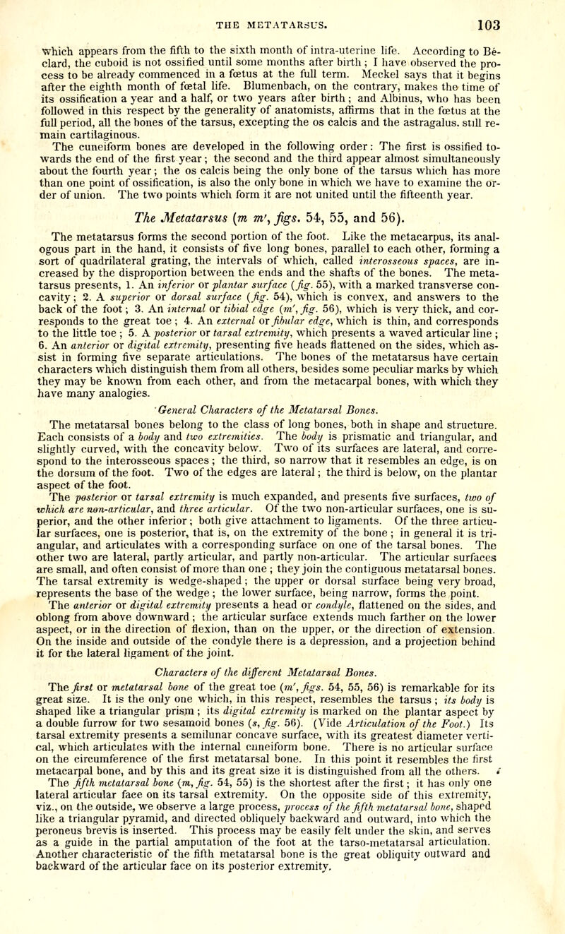 which appears from the fifth to the sixth month of intra-uteriiie hfe. According to Be- clard, the cuboid is not ossified until some months after birth ; I have observed the pro- cess to be already commenced in a foetus at the full term. Meckel says that it begins after the eighth month of foetal life. Blumenbach, on the contrary, makes the time of its ossification a year and a half, or two years after birth ; and Albinus, who has been followed in this respect by the generality of anatomists, affirms that in the foetus at the full period, all the bones of the tarsus, excepting the os calcis and the astragalus, still re- main cartilaginous. The cuneiform bones are developed in the following order: The first is ossified to- wards the end of the first year; the second and the third appear almost simultaneously about the fourth year; the os calcis being the only bone of the tarsus which has more than one point of ossification, is also the only bone in which we have to examine the or- der of union. The two points which form it are not united until the fifteenth year. The Metatarsus {m m\ Jigs. 54, 55, and 56). The metatarsus forms the second portion of the foot. Like the metacarpus, its anal- ogous part in the hand, it consists of five long bones, parallel to each other, forming a sort of quadrilateral grating, the intervals of which, called interosseous spaces, are in- creased by the disproportion between the ends and the shafts of the bones. The meta- tarsus presents, 1. An inferior or plantar surface {Jig. 55), with a marked transverse con- cavity ; 2. A superior or dorsal surface {Jig. 54), which is convex, and answers to the back of the foot; 3. An internal or tibial edge {m', fig. 56), which is very thick, and cor- responds to the great toe ; 4. An external or fibular edge, which is thin, and corresponds to the little toe ; 5. A posterior or tarsal extremity, which presents a waved articular line ; 6. An anterior or digital extremity, presenting five heads flattened on the sides, which as- sist in forming five separate articulations. The bones of the metatarsus have certain characters which distinguish them from all others, besides some peculiar marks by which they may be known from each other, and from the metacarpal bones, with which they have many analogies. ■ General Characters of the Metatarsal Bones. The metatarsal bones belong to the class of long bones, both in shape and structure. Each consists of a body and two extremities. The body is prismatic and triangular, and slightly curved, with the concavity below. Two of its surfaces are lateral, and corre- spond to the interosseous spaces; the third, so narrow that it resembles an edge, is on the dorsum of the foot. Two of the edges are lateral; the third is below, on the plantar aspect of the foot. The posterior or tarsal extremity is much expanded, and presents five surfaces, two of which are non-articular, and three articular. Of the two non-articular surfaces, one is su- perior, and the other inferior; both give attachment to ligaments. Of the three articu- lar surfaces, one is posterior, that is, on the extremity of the bone ; in general it is tri- angular, and articulates with a corresponding surface on one of the tarsal bones. The other two are lateral, partly articular, and partly non-articular. The articular surfaces are small, and often consist of more than one ; they join the contiguous metatarsal bones. The tarsal extremity is wedge-shaped; the upper or dorsal surface being very broad, represents the base of the wedge; the lower surface, being narrow, forms the point. The anterior or digital extremity presents a head or condyle, flattened on the sides, and oblong from above downward ; the articular surface extends much farther on the lower aspect, or in the direction of flexion, than on the upper, or the direction of extension. On the inside and outside of the condyle there is a depression, and a projection behind it for the lateral ligament of the joint. Characters of the different Metatarsal Bones. The first or metatarsal bone of the great toe {m',figs. 54, 55, 56) is remarkable for its great size. It is the only one which, in this respect, resembles the tarsus; its body is shaped like a triangular prism; its digital extremity is marked on the plantar aspect by a double furrow for two sesamoid bones {s,fig. 56). (Vide Articulation of the Foot.) Its tarsal extremity presents a semilunar concave surface, with its greatest diameter verti- cal, which articulates with the internal cuneiform bone. There is no articular surface on the circumference of the first metatarsal bone. In this point it resembles the first metacarpal bone, and by this and its great size it is distinguished from all the others. « The fifth metatarsal bone {m, fig. 54, 55) is the shortest after the first; it has only one lateral articular face on its tarsal extremity. On the opposite side of this extremity, viz., on the outside, we observe a large process, process of the fifth metatarsal bone, shaped like a triangular pyramid, and directed obliquely backward and outward, into which the peroneus brevis is inserted. This process may be easily felt under the skin, and serves as a guide in the partial amputation of the foot at the tarso-metatarsal articulation. Another characteristic of the fifth metatarsal bone is the great obliquity outward and backward of the articular face on its posterior extremity.
