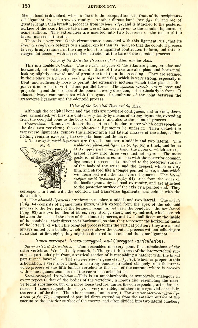 fibrous band is detached, which is fixed to the occipital bone, in front of the occipito-ax- oid hgament, by a narrow extremity. Another fibrous band (see figs. 63 and 64), of greater length than breadth, proceeds from its lower edge, and is attached to the posterior surface of the axis ; hence the name crucial has been given to the annular ligament by some authors. The extremities are inserted into two tubercles on the inside of the lateral masses of the atlas. There is a very remarkable circumstance connected with this ligament, viz., that its lower circumference belongs to a smaller circle than its upper, so that the odontoid process is very firmly retained in the ring which this ligament contributes to form, and this ar- rangement accords with a sort of constriction at the base of the odontoid process. Union of the Articular Processes of the Atlas and the Axis. This is a double arthrodia. The articular surfaces of the atlas are plane, circular, and horizontal, but looking slightly inward ; those of the axis are also plane and horizontal, looking slightly outward, and of greater extent than the preceding. They are retained in their place by a. fibrous capsule (g,figs. 61 and 63), which is very strong, especially in front, and sufficiently loose to permit the extensive motions which take place at this joint: it is formed of vertical and parallel fibres. The synovial capsule is very loose, and projects beyond the surfaces of the bones in every direction, but particularly in front. It almost always communicates with the synovial membrane of the joint between the transverse ligament and the odontoid process. Union of the Occipital Bone and the Axis. Although the occipital bone and the axis are nowhere contiguous, and are not, there- fore, articulated, yet they are united very firmly by means of strong hgaments, extending from the occipital bone to the body of the axis, and also to the odontoid process. Preparation.—Remove with care that portion of the dura mater which corresponds to the first two vertebrae; the occipito-axoid ligaments lie under it. Then detach the transverse ligaments, remove the anterior arch and lateral masses of the atlas, so that nothing remains excepting the occipital bone and the axis. 1. The occipito-axoid ligaments are three in number, a middle and two lateral. The Fig. 64. middle occipito-axoid ligament (o, fig. 64) is thick, and forms at its upper part a single band, the fibres of which are sep- arated below into three very distinct layers. The most posterior of these is continuous with the posterior common ligament; the second is attached to the posterior surface of the body of the axis; and the deepest, which is very thin, and shaped like a tongue pointed above, is that which we described with the transverse ligament. The lateral occipito-axoid ligaments (j, fig. 64) arise from the sides of the basilar groove by a broad extremity, and are attached to the posterior surface of the axis by a pointed end* They correspond in front with the odontoid and transverse ligaments, and behind with the dura mater. 2. The odontoid ligaments are three in number, a middle and two lateral. The middle (I, fig. 64) consists of ligamentous fibres, which extend from the apex of the odontoid process to the fore part of the foramen magnum, between the condyles ; the tico lateral (I, fig. 63) are two bundles of fibres, very strong, short, and cylindrical, which stretch between the sides of the apex of the odontoid process, and two small fossas on the inside of the condyles ; their direction is horizontal, so that they represent the horizontal limbs of the letter T, of which the odontoid process forms the vertical portion ; they are almost always united by a bundle, which passes above the odontoid process without adhering to it, so that, at first sight, they might be declared to be one and the same ligament. Sacro-vertebral, Sacro-coccygeal, and Coccygeal jJrticulations. Sacro-vertebral Articulation.—This resembles in every point the articulations of the other vertebrae. We shall only remark, 1. The great thickness of the intervertebral sub- stance, particularly in front, a vertical section of it'resembling a hatchet with the broad part turned forward; 2. The sacro-vertebral ligament (a, fig. 76), which is proper to this articulation, a very short, thick, and strong bundle stretched obliquely from the trans- verse process of the fifth lumbar vertebra to the base of the sacrum, where it crosses with some ligamentous fibres of the sacro-iliac articulation. Sacro-coccygeal Articulation.—This is an amphiarthrosis, or symphysis, analogous in every repect to that of the bodies of the vertebra ; a fibrous disc resembling the inter- vertebral substances, but of a more loose texture, unites the corresponding articular sur- faces. In some subjects the coccyx is very movable, and there is a synovial capsule in the centre of the disc. The other means of union are, 1. The a^iterior sacro-coccygeal lig- ament (a fig. 77), composed of parallel fibres extending from the anterior surface of the sacrum to the anterior surface of the coccyx, and often divided into two lateral bundles ;