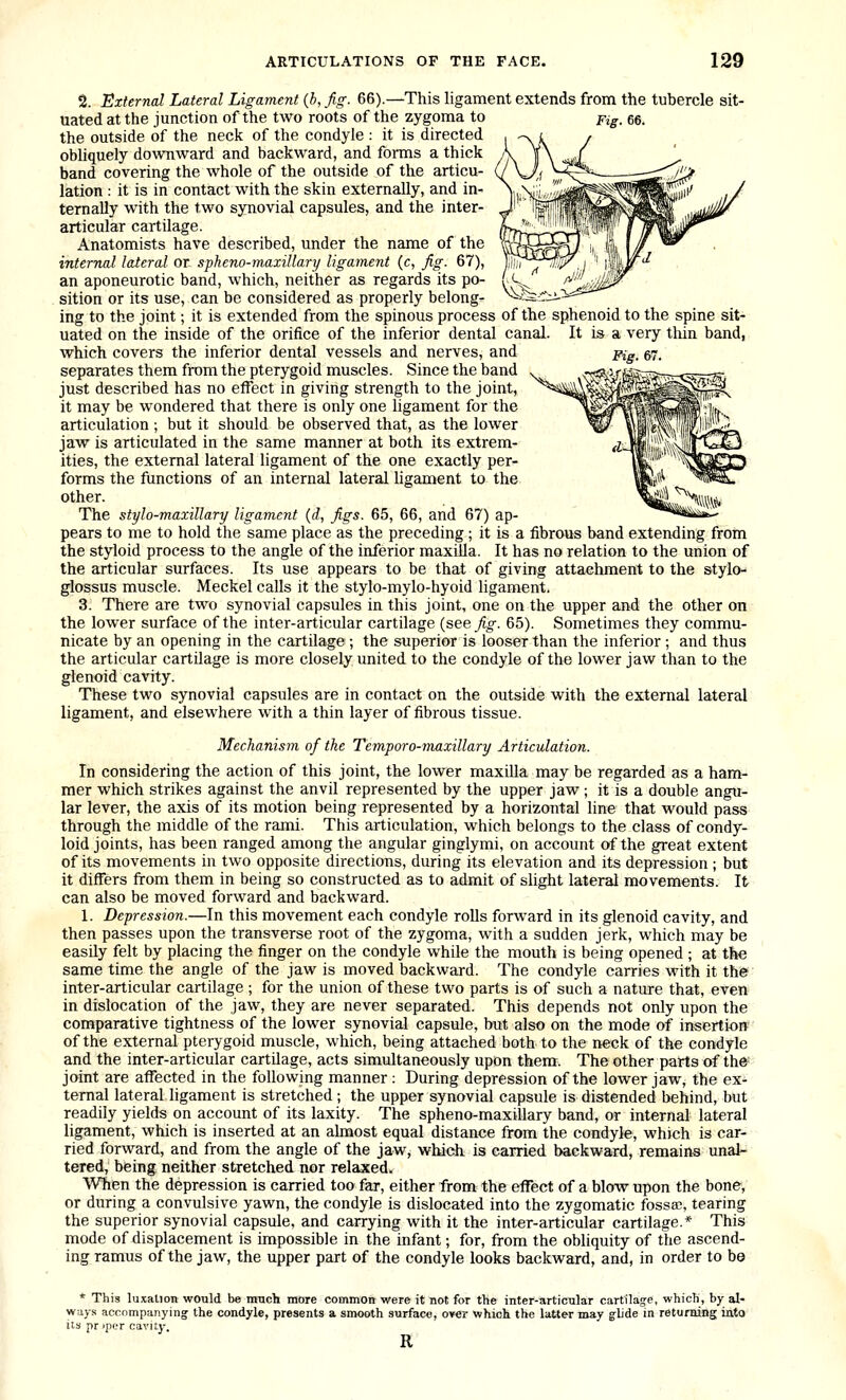 2. External Lateral Ligament {b, fig. 66).—This ligament extends from the tubercle sit- uated at the junction of the two roots of the zygoma to pig, 66. the outside of the neck of the condyle : it is directed obliquely downward and backward, and forms a thick band covering the whole of the outside of the articu- lation : it is in contact with the skin externally, and in- ternally with the two synovial capsules, and the inter- articular cartilage. Anatomists have described, under the name of the internal lateral or spkeno-maxillary ligament (c, fig. 67), an aponeurotic band, which, neither as regards its po- ^-^ sition or its use, can be considered as properly belong- ^•~ ing to the joint; it is extended from the spinous process of the sphenoid to the spine sit- uated on the inside of the orifice of the inferior dental canal. It is a very thin band, which covers the inferior dental vessels and nerves, and pig_ 57. separates them from the pterygoid muscles. Since the band ^ .,-<!t>3ffc- just described has no effect in giving strength to the joint, it may be wondered that there is only one ligament for the articulation ; but it should be observed that, as the lower jaw is articulated in the same manner at both its extrem- ities, the external lateral ligament of the one exactly per- forms the functions of an internal lateral ligament to the other. The stylo-maxillary ligament {d, figs. 65, 66, and 67) ap- pears to me to hold the same place as the preceding; it is a fibrous band extending from the styloid process to the angle of the inferior maxilla. It has no relation to the union of the articular surfaces. Its use appears to be that of giving attachment to the stylo- glossus muscle. Meckel calls it the stylo-mylo-hyoid ligament, 3. There are two synovial capsules in this joint, one on the upper and the other on the lower surface of the inter-articular cartilage {see fig. 65). Sometimes they commu- nicate by an opening in the cartilage; the superior is looser than the inferior ; and thus the articular cartilage is more closely united to the condyle of the lower jaw than to the glenoid cavity. These two synovial capsules are in contact on the outside with the external lateral ligament, and elsewhere with a thin layer of fibrous tissue. Mechanism of the Temporo-maxillary Artieulation. In considering the action of this joint, the lower maxilla may be regarded as a ham- mer which strikes against the anvil represented by the upper jaw ; it is a double angu- lar lever, the axis of its motion being represented by a horizontal line that would pass through the middle of the rami. This articulation, which belongs to the class of condy- loid joints, has been ranged among the angular ginglymi, on account of the great extent of its movements in two opposite directions, during its elevation and its depression ; but it differs from them in being so constructed as to admit of slight lateral movements. It can also be moved forward and backward. 1. Depression.—In this movement each condyle rolls forward in its glenoid cavity, and then passes upon the transverse root of the zygoma, with a sudden jerk, which may be easily felt by placing the finger on the condyle while the mouth is being opened ; at the same time the angle of the jaw is moved backward. The condyle carries with it the inter-articular cartilage ; for the union of these two parts is of such a nature that, even in dislocation of the jaw, they are never separated. This depends not only upon the comparative tightness of the lower synovial capsule, but also on the mode of insertion of the external pterygoid muscle, which, being attached both to the neck of the condyle and the inter-articular cartilage, acts simultaneously upon them. The other parts of th& joint are affected in the following manner : During depression of the lower jaw, the ex- ternal lateral ligament is stretched; the upper synovial capsule is distended behind, but readily yields on account of its laxity. The spheno-maxillary band, or internal lateral ligament, which is inserted at an almost equal distance from the condyle, which is car- ried forward, and from the angle of the jaw, which is carried backward, remains unal- tered, being neither stretched nor relaxed. When the depression is carried too far, either from the effect of a blow upon the bone, or during a convulsive yawn, the condyle is dislocated into the zygomatic fossa?, tearing the superior synovial capsule, and carrying with it the inter-articular cartilage.* This mode of displacement is impossible in the infant; for, from the obliquity of the ascend- ing ramus of the jaw, the upper part of the condyle looks backward, and, in order to be * This luxation would be much more common were it not for the inter-articular cartilage, which, by al- ways accompanying the condyle, presents a smooth surface, over which the latter may g^lide in returning into its pr ippr cavity. R