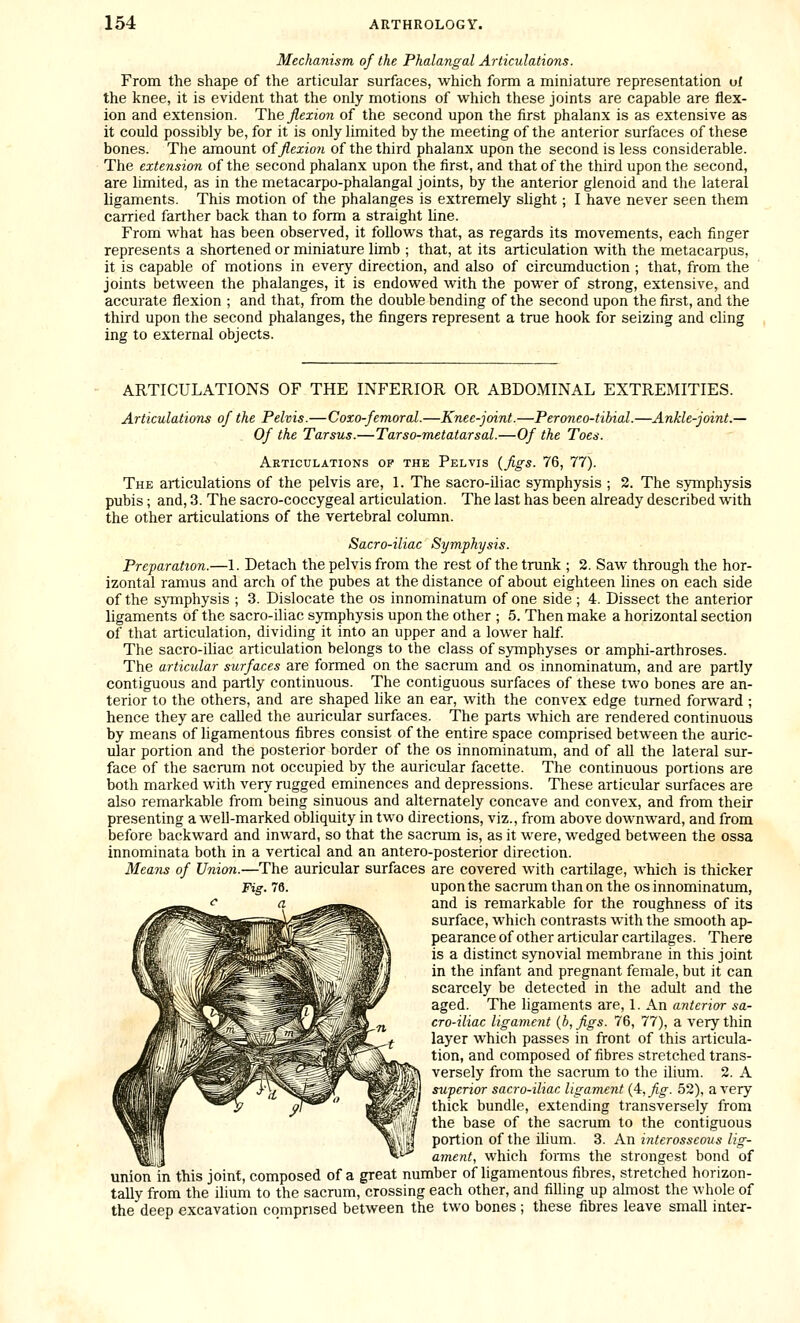 Mechanism of the Phalangal Articulations. From the shape of the articular surfaces, which form a miniature representation of the knee, it is evident that the only motions of which these joints are capable are flex- ion and extension. The flexion of the second upon the first phalanx is as extensive as it could possibly be, for it is only limited by the meeting of the anterior surfaces of these bones. The amount of flexion of the third phalanx upon the second is less considerable. The extension of the second phalanx upon the first, and that of the third upon the second, are limited, as in the metacarpo-phalangal joints, by the anterior glenoid and the lateral ligaments. This motion of the phalanges is extremely slight; I have never seen them carried farther back than to form a straight hne. From what has been observed, it follows that, as regards its movements, each finger represents a shortened or miniature limb ; that, at its articulation with the metacarpus, it is capable of motions in every direction, and also of circumduction ; that, from the joints between the phalanges, it is endowed with the power of strong, extensive, and accurate flexion ; and that, from the double bending of the second upon the first, and the third upon the second phalanges, the fingers represent a true hook for seizing and cling ing to external objects. ARTICULATIONS OF THE INFERIOR OR ABDOMINAL EXTREMITIES. Articulations of the Pelvis.—Coxo-femoral.—Knee-joint.—Peroneo-tibial.—Ankle-joint.— Of the Tarsus.—Tarso-metatarsal.—Of the Toes. Articulations of the Pelvis (figs. 76, 77). The articulations of the pelvis are, 1. The sacro-iliac symphysis ; 2. The s)nnphysis pubis; and, 3. The sacro-coccygeal articulation. The last has been already described with the other articulations of the vertebral column. Sacro-iliac Symphysis. Preparation.—1. Detach the pelvis from the rest of the trunk ; 2. Saw through the hor- izontal ramus and arch of the pubes at the distance of about eighteen hues on each side of the symphysis ; 3. Dislocate the os innominatum of one side ; 4. Dissect the anterior ligaments of the sacro-iliac symphysis upon the other ; 5. Then make a horizontal section of that articulation, dividing it into an upper and a lower half. The sacro-iliac articulation belongs to the class of symphyses or amphi-arthroses. The articular surfaces are formed on the sacrum and os innominatum, and are partly contiguous and partly continuous. The contiguous surfaces of these two bones are an- terior to the others, and are shaped like an ear, with the convex edge turned forward ; hence they are called the auricular surfaces. The parts which are rendered continuous by means of ligamentous fibres consist of the entire space comprised between the auric- ular portion and the posterior border of the os innominatum, and of all the lateral sur- face of the sacrum not occupied by the auricular facette. The continuous portions are both marked with very rugged eminences and depressions. These articular surfaces are also remarkable from being sinuous and alternately concave and convex, and from their presenting a well-marked obliquity in two directions, viz., from above downward, and from before backward and inward, so that the sacrum is, as it were, wedged between the ossa innominata both in a vertical and an antero-posterior direction. Means of Union.—The auricular surfaces are covered with cartilage, which is thicker upon the sacrum than on the os innominatum, and is remarkable for the roughness of its surface, which contrasts with the smooth ap- pearance of other articular cartilages. There is a distinct synovial membrane in this joint in the infant and pregnant female, but it can scarcely be detected in the adult and the aged. The ligaments are, 1. An anterior sa- cro-iliac ligament (b, figs. 76, 77), a very thin layer which passes in front of this articula- tion, and composed of fibres stretched trans- versely from the sacrum to the ilium. 2. A superior sacro-iliac ligament (4:, fig. 52), a very thick bundle, extending transversely from the base of the sacrum to the contiguous portion of the ilium. 3. An interosseous lig- ament, which forms the strongest bond of union fn this joint, composed of a great number of ligamentous fibres, stretched horizon- tally from the ilium to the sacrum, crossing each other, and filling up almost the whole of the deep excavation comprised between the two bones ; these fibres leave small inter-