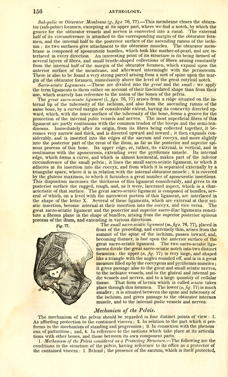 Sub-puhic or Obturator Membrane {g, figs. 76, 77).—This membrane closes the obtura- tor (sub-pubic) foramen, excepting at its upper part, where we find a notch, by which the groove for the obturator vessels and nerves is converted into a canal. The external half of its circumference is attached to the corresponding margin of the obturator fora- men, and the internal half to the posterior surface of the ascending ramus of the ischi- um ; its two surfaces give attachment to the obturator muscles. The obturator mem- brane is composed of aponeurotic bundles, which look Uke mother-of-pearl, and are in- terlaced in every direction. An interesting point of its structure is its being formed of several layers of fibres, and small bristle-shaped collections of fibres arising constantly from the internal half of the margin of the obturator foramen, which expand upon the anterior surface of the membrane, and afterward intermingle with the periosteum. There is also to be found a very strong parcel arising from a sort of spine upon the mar- gin of the obturator foramen, immediately above the level of the great cotyloid notch. Sacro-sciatic Ligame?its.—These are divided into the great and the small: we apply the term ligaments to them rather on account of their fasciculated shape than from their use, which scarcely has reference to the union of the bones of the pelvis. The great sacro-sciatic ligament {I, figs. 76, 77) arises from a ridge situated on the in- ternal lip of the tuberosity of the ischium, and also from the ascending ramus of the same bone, by a curved margin of considerable extent, having its concavity directed up- ward, which, with the inner surface of the tuberosity of the bone, forms a groove for the protection of the internal pubic vessels and nerves. The most superficial fibres of this ligament are partly continuous with the common tendon of the biceps and the semi-ten- dinosus. Iminediately after its origin, from its fibres being collected together, it be- comes very narrow and thick, and is directed upward and inward ; it then expands con- siderably, and is inserted into the edges of the sacrum and coccyx, and more slightly into the posterior part of the crest of the ilium, as far as the posterior and superior spi- nous process of this bone. Its upper edge, or, rather, its external, is vertical, and is continuous with the aponeurosis, extending over the pyriformis muscle. Its internal edge, which forms a curve, and which is almost horizontal, makes part of the inferior circumference of the small pelvis ; it lines the small sacro-sciatic ligament, to which it adheres at its insertion into the coccyx, and from which it is separated externally by a triangular space, where it is in relation with the internal obturator muscle ; it is covered by the gluteus maximus, to which it furnishes a great number of aponeurotic insertions. This disposition increases the thickness of this ligament considerably, and gives to its posterior surface the rugged, rough, and, as it were, lacerated aspect, which is a char- acteristic of that surface. The great sacro-sciatic ligament is composed of bundles, sev- eral of which, on a level with the narrowest portion of this ligament, are interlaced in the shape of the letter X. Several of these ligaments, which are external at their sci- atic insertion, become internal at their insertion into the coccyx, and vice versa. The great sacro-sciatic ligament and the posterior and superior sacro-iliac ligaments consti- tute a fibrous plane in the shape of bundles, arising from the superior posterior spinous process of the ilium, and extending in various directions. Fig. 77. The small sacro-sciatic ligament (m,figs. 76, 77), placed in front of the preceding, and extremely thin, arises from the suirunit of the spine of the ischium, passes inward, and, becoming thinner, is lost upon the anterior surface of the great sacro-sciatic ligament. The two sacro-sciatic liga- ments divide the great sacro-sciatic notch into two distinct foramina: the upper (n, fig. 77) is very large, and shaped like a triangle with the angles rounded off, and is in a great measure filled up by the coccygeus and pyriformis muscles; it gives passage also to the great and small sciatic nerves, to the ischiatic vessels, and to the gluteal and internal pu- dic vessels and nerves, and to a large quantity of cellular tissue. That form of hernia which is called sciatic takes place through this foramen. The lower {o,fig. 77) is much smaller; it is situated between the spine and tuberosity of the ischium, and gives passage to the obturator internus muscle, and to the internal pudic vessels and nerves. Mechanism of the Pelvis. The mechanism of the pelvis should be regarded in four distinct points of view: 1. As affording protection to the contained viscera; 2. In relation to the part which it per- forms in the mechanism of standing and progression ; 3. In connexion with the phenom ena of parturition ; and, 4. In reference to the motions which take place at its articula tions with other bones, and those between its own component parts. 1. Mechanism of the Pelvis considered as a Protecting Structure.—The following are the conditions in the structure of the pelvis, having reference to its office as a protector of the contained viscera : 1. Behind ; the presence of the sacrum, which is itself protected.