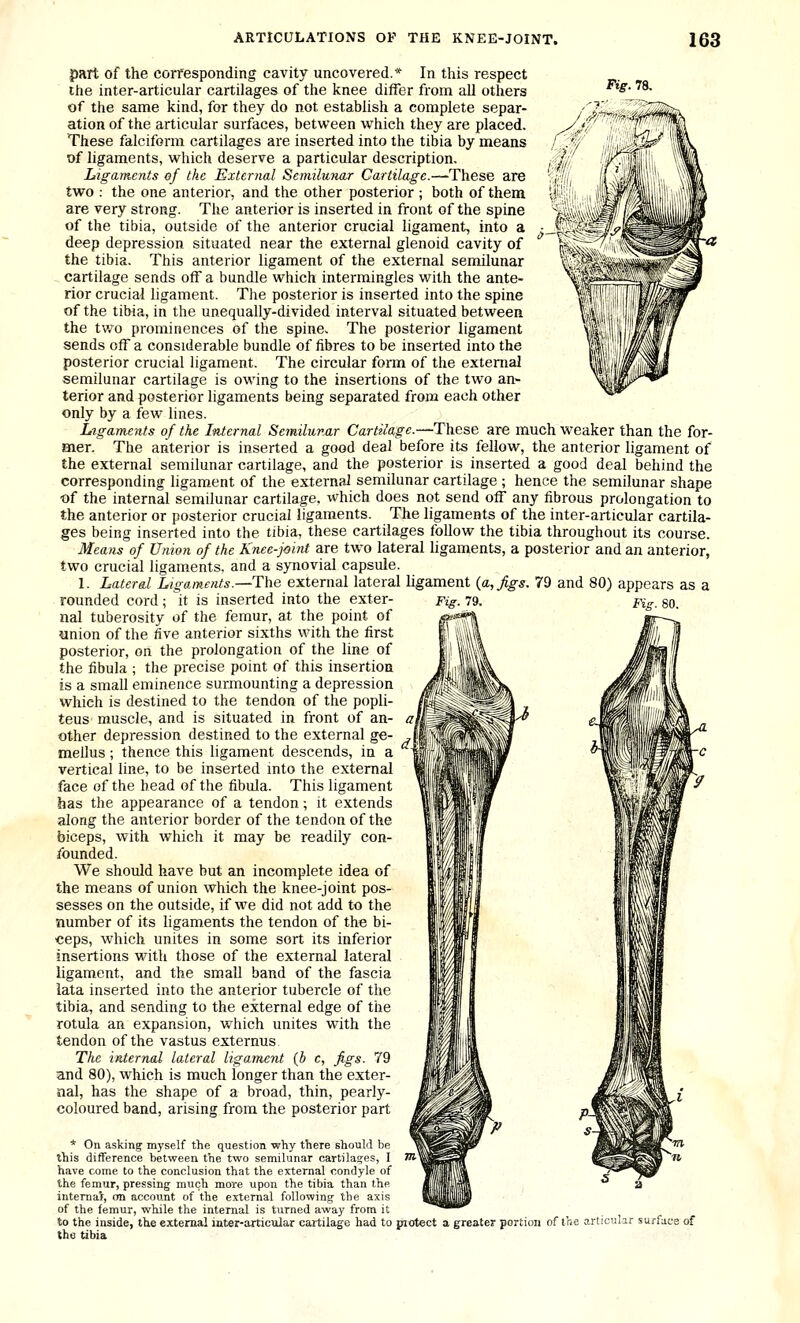 Fig. 78, part of the corfesponding cavity uncovered.* In this respect ihe inter-articular cartilages of the knee differ from all others of the same kind, for they do not establish a complete separ- ation of the articular surfaces, between which they are placed. These falciform cartilages are inserted into the tibia by means of ligaments, which deserve a particular description. Ligaments ef the External Semilunar Cartilage.—These are two : the one anterior, and the other posterior ; both of them are very strong. The anterior is inserted in front of the spine of the tibia, outside of the anterior crucial ligament, into a deep depression situated near the external glenoid cavity of the tibia. This anterior ligament of the external semilunar cartilage sends off a bundle which intermingles with the ante- rior crucial ligament. Tlie posterior is inserted into the spine of the tibia, in the unequally-divided interval situated between the two prominences of the spine. The posterior ligament sends off a considerable bundle of fibres to be inserted into the posterior crucial ligament. The circular form of the external semilunar cartilage is owing to the insertions of the two an- terior and posterior ligaments being separated from each other only by a few lines. Ligaments of the Internal Semilunar Cartilage.—These are much weaker than the for- mer. The anterior is inserted a good deal before its fellow, the anterior ligament of the external semilunar cartilage, and the posterior is inserted a good deal behind the corresponding ligament of the external semilunar cartilage ; hence the semilunar shape ■of the internal semilunar cartilage, which does not send off any fibrous prolongation to the anterior or posterior crucial ligaments. The ligaments of the inter-articular cartila- ges being inserted into the tibia, these cartilages follow the tibia throughout its course. Means of Union of the Kfiee-joint are two lateral ligaments, a posterior and an anterior, two crucial ligaments, and a synovial capsule. 1. Lateral Ligaments.—The external lateral ligament {a, Jigs. 79 and 80) appears as a rounded cord; it is inserted into the exter- nal tuberosity of the femur, at the point of union of the five anterior sixths with the first posterior, on the prolongation of the line of the fibula ; the precise point of this insertion is a small eminence surmounting a depression which is destined to the tendon of the popli- teus muscle, and is situated in front of an- other depression destined to the external ge- mellus ; thence this ligament descends, in a vertical line, to be inserted mto the external face of the head of the fibula. This ligament has the appearance of a tendon; it extends along the anterior border of the tendon of the biceps, with which it may be readily con- founded. We should have but an incomplete idea of the means of union which the knee-joint pos- sesses on the outside, if we did not add to the number of its ligaments the tendon of the bi- ceps, which unites in some sort its inferior insertions with those of the external lateral ligament, and the small band of the fascia lata inserted into the anterior tubercle of the tibia^ and sending to the external edge of the rotula an expansion, which unites with the tendon of the vastus externus The internal lateral ligament (b c, figs. 79 and 80), which is much longer than the exter- nal, has the shape of a broad, thin, pearly- coloured band, arising from the posterior part Fig. 79. Fig. 80. * On asking myself the question why there should be this difference between the two semilunar cartila<;es, I have come to the conclusion that the external condyle of the femur, pressing much more upon the tibia than the intemai, on account of the external following the axis of the femur, while the internal is turned away from it to the inside, the external iater-artictilar cartilage had to piotect a greater ] the tibia rtion of the articular surface of