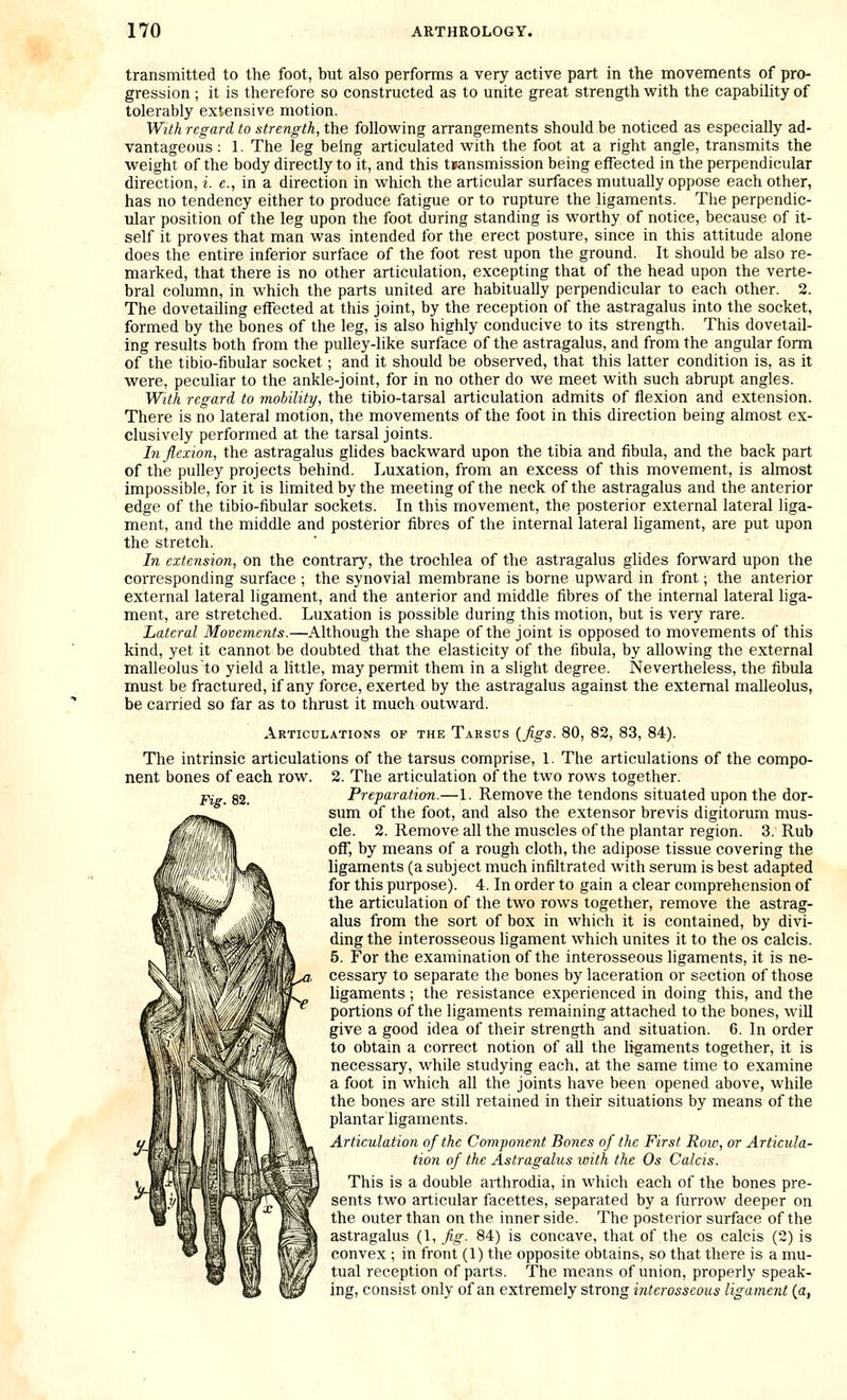 transmitted to the foot, but also performs a very active part in the movements of pro- gression ; it is therefore so constructed as to unite great strength with the capabiUty of tolerably extensive motion. With regard to strength, the following arrangements should be noticed as especially ad- vantageous : 1. The leg being articulated with the foot at a right angle, transmits the weight of the body directly to it, and this transmission being effected in the perpendicular direction, i. e., in a direction in which the articular surfaces mutually oppose each other, has no tendency either to produce fatigue or to rupture the ligaments. The perpendic- ular position of the leg upon the foot during standing is worthy of notice, because of it- self it proves that man was intended for the erect posture, since in this attitude alone does the entire inferior surface of the foot rest upon the ground. It should be also re- marked, that there is no other articulation, excepting that of the head upon the verte- bral column, in which the parts united are habitually perpendicular to each other. 2. The dovetailing eifected at this joint, by the reception of the astragalus into the socket, formed by the bones of the leg, is also highly conducive to its strength. This dovetail- ing results both from the pulley-like surface of the astragalus, and from the angular form of the tibio-fibular socket; and it should be observed, that this latter condition is, as it were, peculiar to the ankle-joint, for in no other do we meet with such abrupt angles. With regard to mobility, the tibio-tarsal articulation admits of flexion and extension. There is no lateral motion, the movements of the foot in this direction being almost ex- clusively performed at the tarsal joints. In flexion, the astragalus glides backward upon the tibia and fibula, and the back part of the pulley projects behind. Luxation, from an excess of this movement, is almost impossible, for it is limited by the meeting of the neck of the astragalus and the anterior edge of the tibio-fibular sockets. In this movement, the posterior external lateral liga- ment, and the middle and posterior fibres of the internal lateral ligament, are put upon the stretch. In extension, on the contrary, the trochlea of the astragalus glides forward upon the corresponding surface ; the synovial membrane is borne upward in front; the anterior external lateral ligament, and the anterior and middle fibres of the internal lateral liga- ment, are stretched. Luxation is possible during this motion, but is very rare. Lateral Movements.—Although the shape of the joint is opposed to movements of this kind, yet it cannot be doubted that the elasticity of the fibula, by allowing the external malleolus to yield a little, may permit them in a slight degree. Nevertheless, the fibula must be fractured, if any force, exerted by the astragalus against the external malleolus, be carried so far as to thrust it much outward. Articulations of the Tarsus {figs. 80, 82, 83, 84). The intrinsic articulations of the tarsus comprise, 1. The articulations of the compo- nent bones of each row. 2. The articulation of the two rows together. jij g2_ Preparation.—1. Remove the tendons situated upon the dor- sum of the foot, and also the extensor brevis digitorum mus- cle. 2. Remove all the muscles of the plantar region. 3. Rub off, by means of a rough cloth, the adipose tissue covering the ligaments (a subject much infiltrated with serum is best adapted for this purpose). 4. In order to gain a clear comprehension of the articulation of the two rows together, remove the astrag- alus from the sort of box in which it is contained, by divi- ding the interosseous ligament which unites it to the os calcis. 5. For the examination of the interosseous ligaments, it is ne- cessary to separate the bones by laceration or section of those ligaments ; the resistance experienced in doing this, and the portions of the ligaments remaining attached to the bones, will give a good idea of their strength and situation. 6. In order to obtain a correct notion of all the ligaments together, it is necessary, while studying each, at the same time to examine a foot in which all the joints have been opened above, while the bones are still retained in their situations by means of the plantar ligaments. Articulation of the CompoJicnt Bones of the First Row, or Articula- tion of the Astragalus with the Os Calcis. This is a double arthrodia, in which each of the bones pre- sents two articular facettes, separated by a furrow deeper on the outer than on the inner side. The posterior surface of the astragalus (1, fig. 84) is concave, that of tjie os calcis (2) is convex ; in front (1) the opposite obtains, so that there is a mu- tual reception of parts. The means of union, properly speak- ing, consist only of an extremely strong interosseous ligament (a,