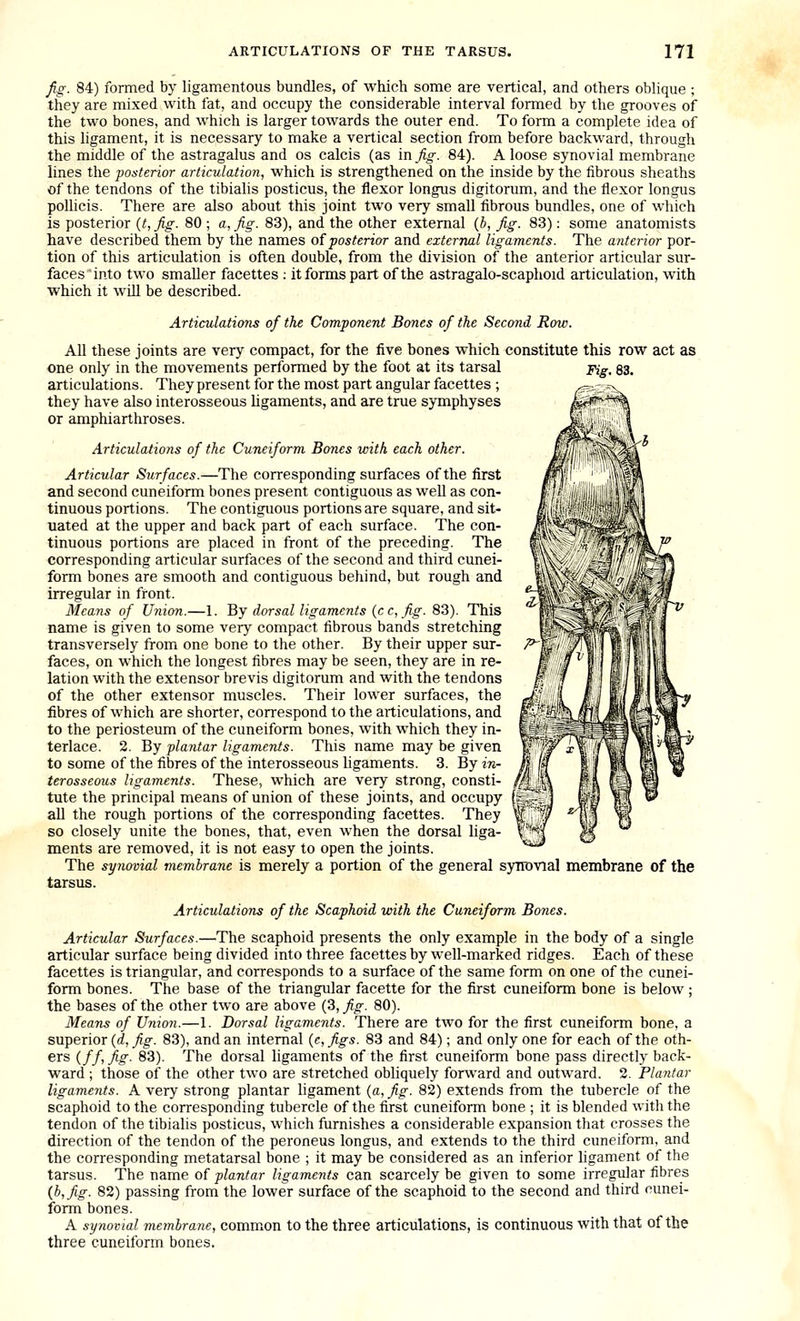 fig. 84) formed by ligamentous bundles, of which some are vertical, and others oblique ; they are mixed with fat, and occupy the considerable interval formed by the grooves of the two bones, and which is larger towards the outer end. To form a complete idea of this ligament, it is necessary to make a vertical section from before backward, through the middle of the astragalus and os calcis (as in_^^. 84). A loose synovial membrane lines the posterior articulation, which is strengthened on the inside by the fibrous sheaths of the tendons of the tibialis posticus, the flexor longus digitorum, and the flexor longus polhcis. There are also about this joint two very small fibrous bundles, one of which is posterior {t, fig. 80 ; a, fig. 83), and the other external {b, fig. 83): some anatomists have described them by the names of ■posterior and external ligaments. The anterior por- tion of this articulation is often double, from the division of the anterior articular sur- faces'into two smaller facettes : it forms part of the astragalo-scaphoid articulation, with which it wOl be described. Articulations of the Component Bones of the Second Row. All these joints are very compact, for the five bones which constitute this row act as one only in the movements performed by the foot at its tarsal pig, 83. articulations. They present for the most part angular facettes ; they have also interosseous ligaments, and are true symphyses or amphiarthroses. Articulations of the Cuneiform Bones with each other. * '^ ^>~y^^ Articular Surfaces.—The corresponding surfaces of the first and second cuneiform bones present contiguous as well as con- tinuous portions. The contiguous portions are square, and sit- uated at the upper and back part of each surface. The con- tinuous portions are placed in front of the preceding. The corresponding articular surfaces of the second and third cunei- form bones are smooth and contiguous behind, but rough and irregular in front. Means of Union.—1. ^y dorsal ligaments (cc, fig. 83). This name is given to some very compact fibrous bands stretching transversely from one bone to the other. By their upper sur- faces, on which the longest fibres may be seen, they are in re- lation with the extensor brevis digitorum and with the tendons of the other extensor muscles. Their lower surfaces, the fibres of which are shorter, correspond to the articulations, and to the periosteum of the cuneiform bones, with which they in- terlace. 2. By plantar ligaments. This name may be given to some of the fibres of the interosseous ligaments. 3. By in- terosseous ligaments. These, which are very strong, consti- tute the principal means of union of these joints, and occupy all the rough portions of the corresponding facettes. They so closely unite the bones, that, even when the dorsal liga- ments are removed, it is not easy to open the joints. The synovial membrane is merely a portion of the general synovial membrane of the tarsus. Articulations of the Scaphoid with the Cuneiform Bones. Articular Surfaces.—The scaphoid presents the only example in the body of a single articular surface being divided into three facettes by well-marked ridges. Each of these facettes is triangular, and corresponds to a surface of the same form on one of the cunei- form bones. The base of the triangular facette for the first cuneiform bone is below; the bases of the other two are above (3, fig. 80). Means of Union.—1. Dorsal ligaments. There are two for the first cuneiform bone, a superior (<^, _^^. 83), and an internal {e,figs. 83 and 84); and only one for each of the oth- ers iff, fig. 83). The dorsal ligaments of the first cuneiform bone pass directly back- ward ; those of the other two are stretched obliquely forward and outward. 2. Plantar ligaments. A very strong plantar hgament (a, fig. 82) extends from the tubercle of the scaphoid to the corresponding tubercle of the first cuneiform bone ; it is blended with the tendon of the tibialis posticus, which furnishes a considerable expansion that crosses the direction of the tendon of the peroneus longus, and extends to the third cuneiform, and the corresponding metatarsal bone ; it may be considered as an inferior ligament of the tarsus. The name of plantar ligaments can scarcely be given to some irregular fibres (b,fig. 82) passing from the lower surface of the scaphoid to the second and third cunei- form bones. A synovial membrane, common to the three articulations, is continuous with that of the three cuneiform bones.
