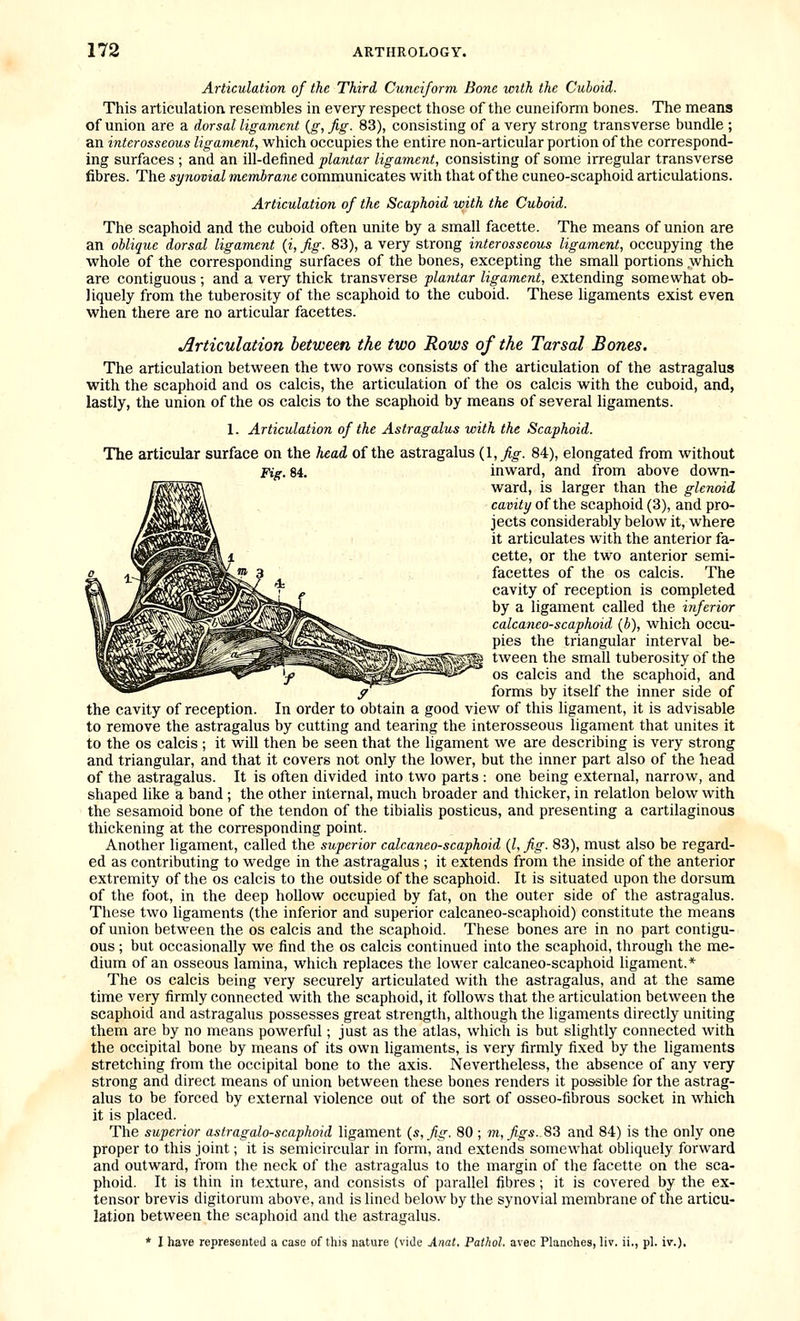 Articulation of the Third Cuneiform Bone with the Cuboid. This articulation resembles in every respect those of the cuneiform bones. The means of union are a dorsal ligament {g, fig. 83), consisting of a very strong transverse bundle ; an interosseous ligament, which occupies the entire non-articular portion of the correspond- ing surfaces ; and an ill-defined plantar ligament, consisting of some irregular transverse fibres. The synovial membrane communicates vi^ith that of the cuneo-scaphoid articulations. Articulation of the Scaphoid with the Cuboid. The scaphoid and the cuboid often unite by a small facette. The means of union are an oblique dorsal ligament {i, fig. 83), a very strong interosseous ligament, occupying the whole of the corresponding surfaces of the bones, excepting the small portions which are contiguous; and a very thick transverse plantar ligament, extending somewhat ob- liquely from the tuberosity of the scaphoid to the cuboid. These ligaments exist even when there are no articular facettes. Articulation between the two Rows of the Tarsal Bones. The articulation between the two rows consists of the articulation of the astragalus with the scaphoid and os calcis, the articulation of the os calcis with the cuboid, and, lastly, the union of the os calcis to the scaphoid by means of several ligaments. 1. Articulation of the Astragalus with the Scaphoid. The articular surface on the head of the astragalus (1,^^. 84), elongated from without Fig. 84. inward, and from above down- ward, is larger than the glenoid cavity of the scaphoid (3), and pro- jects considerably below it, where it articulates with the anterior fa- cette, or the two anterior semi- facettes of the os calcis. The cavity of reception is completed by a ligament called the inferior calcaneo-scaphoid {b), which occu- pies the triangular interval be- tween the small tuberosity of the _ OS calcis and the scaphoid, and y^~ forms by itself the inner side of the cavity of reception. In order to obtain a good view of this ligament, it is advisable to remove the astragalus by cutting and tearing the interosseous ligament that unites it to the OS calcis ; it will then be seen that the ligament we are describing is very strong and triangular, and that it covers not only the lower, but the inner part also of the head of the astragalus. It is often divided into two parts : one being external, narrow, and shaped like a band ; the other internal, much broader and thicker, in relation below with the sesamoid bone of the tendon of the tibialis posticus, and presenting a cartilaginous thickening at the corresponding point. Another ligament, called the superior calcaneo-scaphoid {I, fig. 83), must also be regard- ed as contributing to wedge in the astragalus ; it extends from the inside of the anterior extremity of the os calcis to the outside of the scaphoid. It is situated upon the dorsum of the foot, in the deep hollow occupied by fat, on the outer side of the astragalus. These two ligaments (the inferior and superior calcaneo-scaphoid) constitute the means of union between the os calcis and the scaphoid. These bones are in no part contigu- ous ; but occasionally we find the os calcis continued into the scaphoid, through the me- dium of an osseous lamina, which replaces the lower calcaneo-scaphoid ligament.* The OS calcis being very securely articulated with the astragalus, and at the same time very firmly connected with the scaphoid, it follows that the articulation between the scaphoid and astragahis possesses great strength, although the ligaments directly uniting them are by no means powerful; just as the atlas, which is but slightly connected with the occipital bone by means of its own ligaments, is very firmly fixed by the ligaments stretching from the occipital bone to the axis. Nevertheless, the absence of any very strong and direct means of union between these bones renders it possible for the astrag- alus to be forced by external violence out of the sort of osseo-fibrous socket in which it is placed. The superior aslragalo-scaphoid ligament {s,fig. 80; m, figs. 83 and 84) is the only one proper to this joint; it is semicircular in form, and extends somewhat obliquely forward and outward, from the neck of the astragalus to the margin of the facette on the sca- phoid. It is thin in texture, and consists of parallel fibres; it is covered by the ex- tensor brevis digitorum above, and is lined below by the synovial membrane of the articu- lation between the scaphoid and the astragalus. * I have represented a case of this nature (vide Anat. Pathol, avec Planches, liv. ii., pi. iv.).