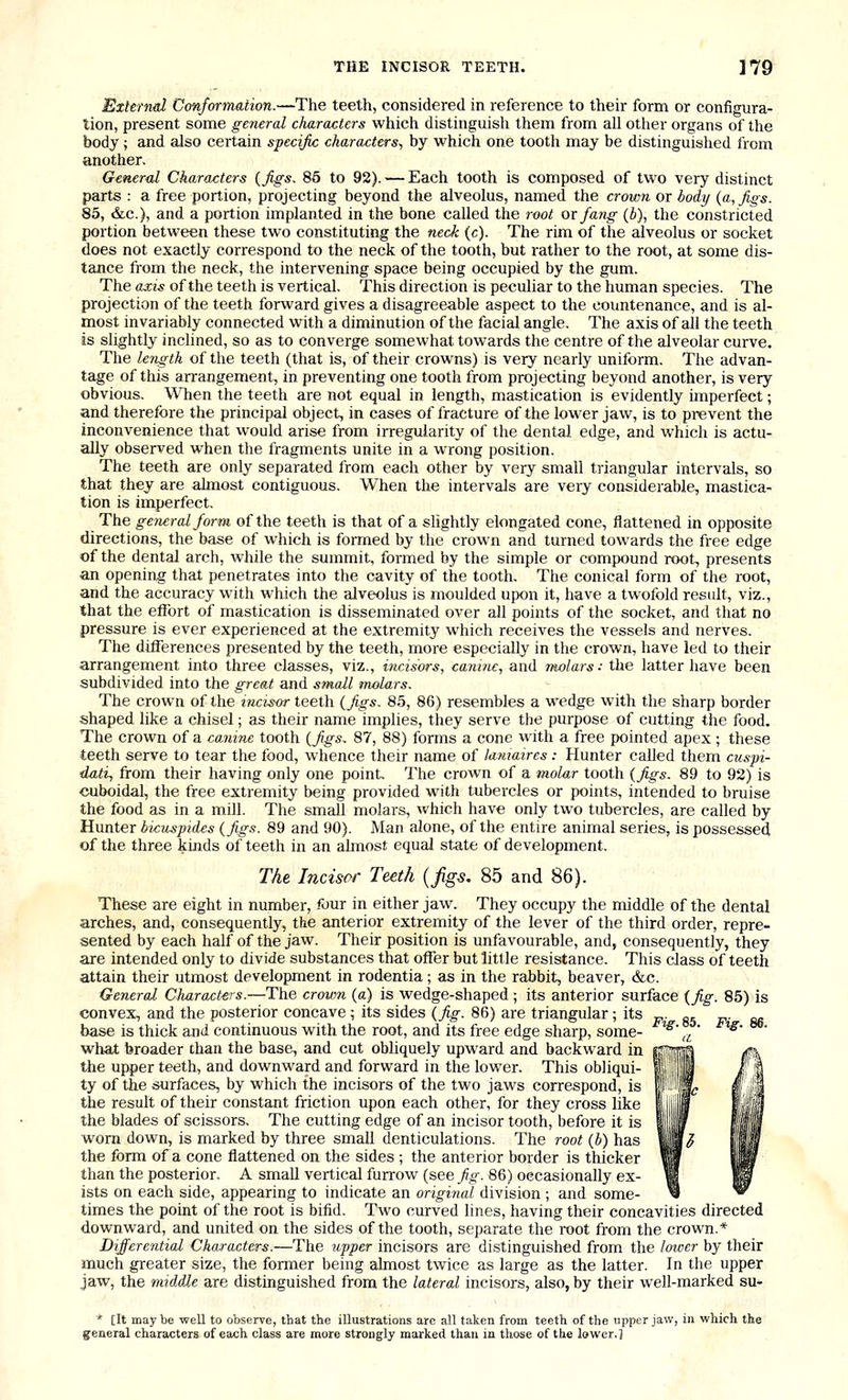 External Conformation.—The teeth, considered in reference to their form or configura- tion, present some general characters which distinguish them from all other organs of the body ; and also certain specific characters^ by which one tooth may be distinguished from another. General Characters {Jigs. 85 to 92). — Each tooth is composed of tw^o very distinct parts : a free portion, projecting beyond the alveolus, named the crown or body (a. Jigs. 85, &c.}, and a portion implanted in the bone called the root or fang (b), the constricted portion between these two constituting the neck (c). The rim of the alveolus or socket does not exactly correspond to the neck of the tooth, but rather to the root, at some dis- tance from the neck, the intervening space being occupied by the gum. The asis of the teeth is vertical. This direction is peculiar to the human species. The projection of the teeth forward gives a disagreeable aspect to the countenance, and is al- most invariably connected with a diminution of the facial angle. The axis of all the teeth is slightly inclined, so as to converge somewhat towards the centre of the alveolar curve. The length of the teeth (that is, of their crowns) is very nearly uniform. The advan- tage of this arrangement, in preventing one tooth from projecting beyond another, is very obvious. When the teeth are not equal in length, mastication is evidently imperfect; and therefore the principal object, in cases of fracture of the lower jaw, is to prevent the inconvenience that would arise from irregularity of the dental edge, and which is actu- ally observed when the fragments unite in a wrong position. The teeth are only separated from each other by very small triangular intervals, so that they are almost contiguous. When the intervals are very considerable, mastica- tion is imperfect. The general form of the teeth is that of a slightly elongated cone, flattened in opposite directions, the base of which is formed by the crown and turned towards the free edge of the dental arch, while the summit, formed by the simple or compound root, presents an opening that penetrate* into the cavity of the tooth. The conical form of the root, and the accuracy with which the alveolus is moulded upon it, have a twofold result, viz., that the etfort of mastication is disseminated over all points of the socket, and that no pressure is ever experienced at the extremity which receives the vessels and nerves. The differences presented by the teeth, more especially in the crown, have led to their arrangement into three classes, viz., incisors, canhic, and molais: the latter have been subdivided into the great and small tnolars. The crown of the mci-sor teeth (figs. 85, 86) resembles a wedge with the sharp border shaped like a chisel; as their name implies, they serve the purpose of cutting the food. The crown of a cojiine tooth {figs. 87, 88) forms a cone with a free pointed apex ; these teeth serve to tear the food, whence their name of lamaires: Hunter called them cuspi- dati, from their having only one point. The crown of a 7nolar tooth (figs. 89 to 92) is cuboidal, the free extremity being provided with tubercles or points, intended to bruise the food as in a mill. The small molars, which have only two tubercles, are called by Hunter bkuspides {figs. 89 and 90). Man alone, of the entire animal series, is possessed of the three kinds of teeth in an almost equal state of development. TAe Incisor Teeth {figs, 85 and 86). These are eight in number, four in either jaw. They occupy the middle of the dental arches, and, consequently, the anterior extremity of the lever of the third order, repre- sented by each half of the jaw. Their position is unfavourable, and, consequently, they are intended only to divide substances that offer but little resistance. This class of teeth attain their utmost development in rodentia ; as in the rabbit, beaver, &c. General Characters.—The crown (a) is wedge-shaped; its anterior surface {fig. 85) is convex, and the posterior concave; its sides {fig. 86) are triangular; its _,. „, _. g, base is thick and continuous with the root, and its free edge sharp, some- ^' ,^ ^^' what broader than the base, and cut obliquely upward and backward in the upper teeth, and downward and forward in the lower. This obliqui- ty of the surfaces, by which the incisors of the two jaws correspond, is the result of their constant friction upon each other, for they cross like the blades of scissors. The cutting edge of an incisor tooth, before it is worn down, is marked by three small denticulations. The root {b) has the form of a cone flattened on the sides ; the anterior border is thicker than the posterior. A small vertical furrow (see fig. 86) occasionally ex- ists on each side, appearing to indicate an original division ; and some- times the point of the root is bifid. Two curved lines, having their concavities directed downward, and united on the sides of the tooth, separate the root from the crown.* Differential Characters.—The iipper incisors are distinguished from the lower by their much greater size, the former being almost twice as large as the latter. In the upper jaw, the middle are distinguished from the lateral incisors, also, by their well-marked su- ' [It maybe well to observe, that the illustrations are all taken from teeth of the upper jaw, in which the general characters of each class are more strongly marked than in those of the lower.]