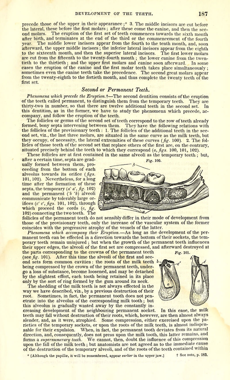 precede those of the upper in their appearance ;* 3. The middle incisors are cut before the lateral, these before the first molars ; after these come the canine, and then the sec- ond molars. The eruption of the first set of teeth commences towards the sixth month after birth, and terminates at the end of the third or the commencement of the fourth year. The middle lower incisors appear from the fourth to the tenth month, and, soon afterward, the upper middle incisors ; the inferior lateral incisors appear from the eighth to the sixteenth month, and then the superior lateral incisors. The first lower molars are cut from the fifteenth to the twenty-fourth month ; the lower canine from the twen- tieth to the thirtieth ; and the upper first molars and canine soon afterward. In some cases the eruption of the canine and the first molar teeth takes place simultaneously; sometimes even the canine teeth take the precedence. The second great molars appear from the twenty-eighth to the fortieth month, and thus complete the twenty teeth of the first set. Second or Permanent Teeth. Phenomena which precede the Eruption.f—The second dentition consists of the eruption of the teeth called permanent, to distinguish them from the temporary teeth. They are thirty-two in number, so that there are twelve additional teeth in the second set. In this dentition, as in the former, we have to study the phenomena which precede, ac- company, and follow the eruption of the teeth. The follicles or germs of the second set of teeth correspond to the row of teeth already formed, bony septa intervening between them. They have the following relations with the follicles of the provisionary teeth : 1. The folhcles of the additional teeth in the sec- ond set, viz., the last three molars, are situated in the same curve as the milk teeth, but they occupy, of necessity, the lateral extremities of these curves (fig. 100). 2. The fol- licles of those teeth of the second set that replace others of the first are, on the contrary, situated precisely behind the teeth to which they correspond {a, Jigs. 100, 101, 102). These follicles are at first contained in the same alveoli as the temporary teeth ; but, after a certain time, septa are grad- pig_ loo. ually formed between them, pro- ceeding from the bottom of each alveolus towards its orifice (figs. 101,102). Nevertheless, for a long time after the formation of these septa, the temporary (a a, Jig. 102) and the permanent Cb ''b) alveoli communicate by tolerably large or- ifices (c' c',Jigs. 101, 102), through which proceed the cords (c, Jig. 102) connecting the two teeth. The follicles of the permanent teeth do not sensibly differ in their mode of development from those of the provisionary teeth, only the increase of the vascular system of the former coincides with the progressive atrophy of the vessels of the latter. Phenomena which accompany their Eruption.—As long as the development of the per- manent teeth can be effected in a direction towards the bottom of their sockets, the tem- porary teeth remain uninjured ; but when the growth of the permanent teeth influences their upper edges, the alveoli of the first set are compressed, and afterward destroyed at the parts corresponding to the crowns of the permanent teeth Ptg. 101. {see Jig. 101). After this time the alveoli of the first and sec- ond sets form common cavities: the roots of the milk teeth being compressed by the crown of the permanent teeth, under- go a loss of substance, become loosened, and may be detached by the slightest effort, each tooth being retained in its place only by the sort of ring formed by the gum around its neck. The shedding of the milk teeth is not always effected in the way we have described, viz., by a previous destruction of their root. Sometimes, in fact, the permanent tooth does not pen- etrate into the alveolus of the corresponding milk tooth ; but this alveolus is gradually wasted away by the constantly in- creasing development of the neighbouring permanent socket. teeth may fall without destruction of their roots, which, however, are then almost always slender, and, as it were, atrophied. Some compression, either exercised upon the pa- rieties of the temporary sockets, or upon the roots of the milk teeth, is almost indispen- sable for their expulsion. When, in fact, the permanent tooth deviates from its natural direction, and, consequently, does not press upon the milk tooth, this latter remains, and forms a supernumerary tooth. We cannot, then, doubt the influence of this compression upon the fall of the milk teeth ; but anatomists are not agreed as to the immediate cause of the destruction of the temporary alveoli, and of the roots of the teeth contained within * [Although the papills, it will be remembered, appear earlier in the upper jaw.] t See note, p. 183. In this case, the milk