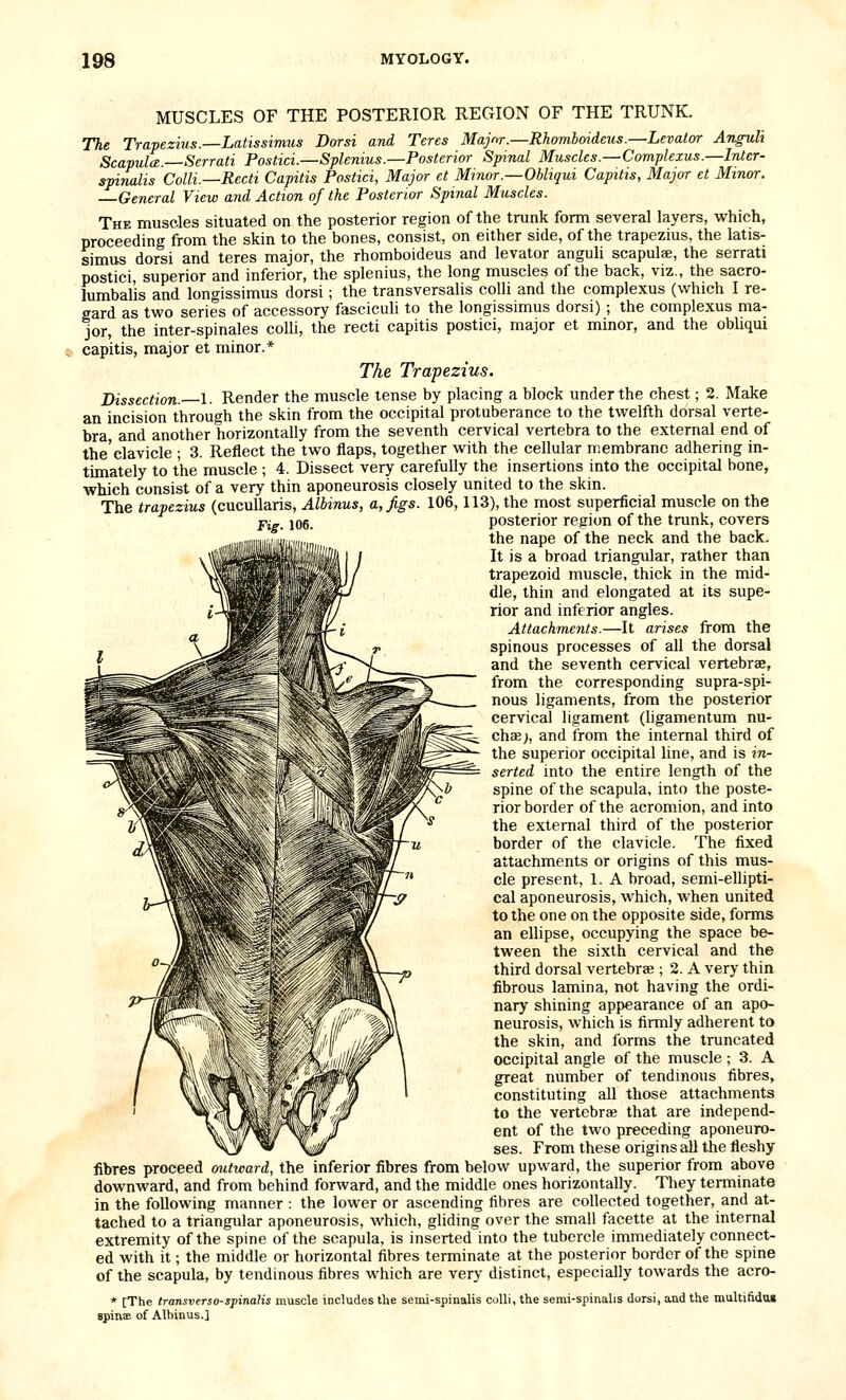 MUSCLES OF THE POSTERIOR REGION OF THE TRUNK. The Trapezius.—Latissimus Dorsi and Teres Majm.—Rhomboideus.—Levator Anguli ScapulcB. Serrati Postici.—Splenius.—Posterior Spinal Muscles.—Complexus.—Inter- spinalis Colli.—Recti Capitis Postici, Major et Minor.—Ohliqui Capitis, Major et Minor. General View and Action of the Posterior Spinal Muscles. The muscles situated on the posterior region of the trunk form several layers, which, proceeding from the skin to the bones, consist, on either side, of the trapezius, the latis- simus dorsi and teres major, the rhomboideus and levator anguli scapulae, the serrati postici, superior and inferior, the splenius, the long muscles of the back, viz., the sacro- lumbal'is and longissimus dorsi; the transversalis colli and the complexus (which I re- gard as two series of accessory fasciculi to the longissimus dorsi) ; the complexus ma- jor, the inter-spinales coUi, the recti capitis postici, major et minor, and the obliqui capitis, major et minor.* The Trapezius. Dissection. 1. Render the muscle tense by placing a block under the chest; 2. Make an incision through the skin from the occipital protuberance to the twelfth dorsal verte- bra and another horizontally from the seventh cervical vertebra to the external end of the'clavicle ; 3. Reflect the two flaps, together with the cellular membrane adhering in- timately to the muscle ; 4. Dissect very carefully the insertions into the occipiteil bone, which consist of a very thin aponeurosis closely united to the skin. The trapezius (cucuUaris, Albinus, a, Jigs. 106,113), the most superficial muscle on the •* -,^„*«-;^— «^™;,,.« «r*u« 4'».-.»i* rt^.tr^-.-i> Fig. 106. posterior region of the trunk, covers the nape of the neck and the back. It is a broad triangular, rather than trapezoid muscle, thick in the mid- dle, thin and elongated at its supe- rior and inferior angles. Attachments.—It arises from the spinous processes of all the dorsal and the seventh cervical vertebrae, from the corresponding supra-spi- nous ligaments, from the posterior cervical ligament (ligamentum nu- chcE;, and from the internal third of the superior occipital line, and is in- serted into the entire length of the spine of the scapula, into the poste- rior border of the acromion, and into the external third of the posterior border of the clavicle. The fixed attachments or origins of this mus- cle present, 1. A broad, semi-ellipti- cal aponeurosis, which, when united to the one on the opposite side, forms an ellipse, occupying the space be- tween the sixth cervical and the third dorsal vertebrae ; 2. A very thin fibrous lamina, not having the ordi- nary shining appearance of an apo- neurosis, which is firmly adherent to the skin, and forms the truncated occipital angle of the muscle ; 3. A great number of tendmous fibres, constituting all those attachments to the vertebra; that are independ- ent of the two preceding aponeuro- ses. From these origins all the fleshy fibres proceed mitward, the mferior fibres from below upward, the superior from above downward, and from behind forward, and the middle ones horizontally. They terminate in the following manner : the lower or ascending fibres are collected together, and at- tached to a triangular aponeurosis, which, gliding over the small facette at the internal extremity of the spine of the scapula, is inserted into the tubercle immediately connect- ed with it; the middle or horizontal fibres terminate at the posterior border of the spine of the scapula, by tendinous fibres which are very distinct, especially towards the acro- * [The transversa-spinalis muscle includes the semi-spinalis colli, the semi-spinalis dorsi, and the multifidas spinse of Alhinus.]