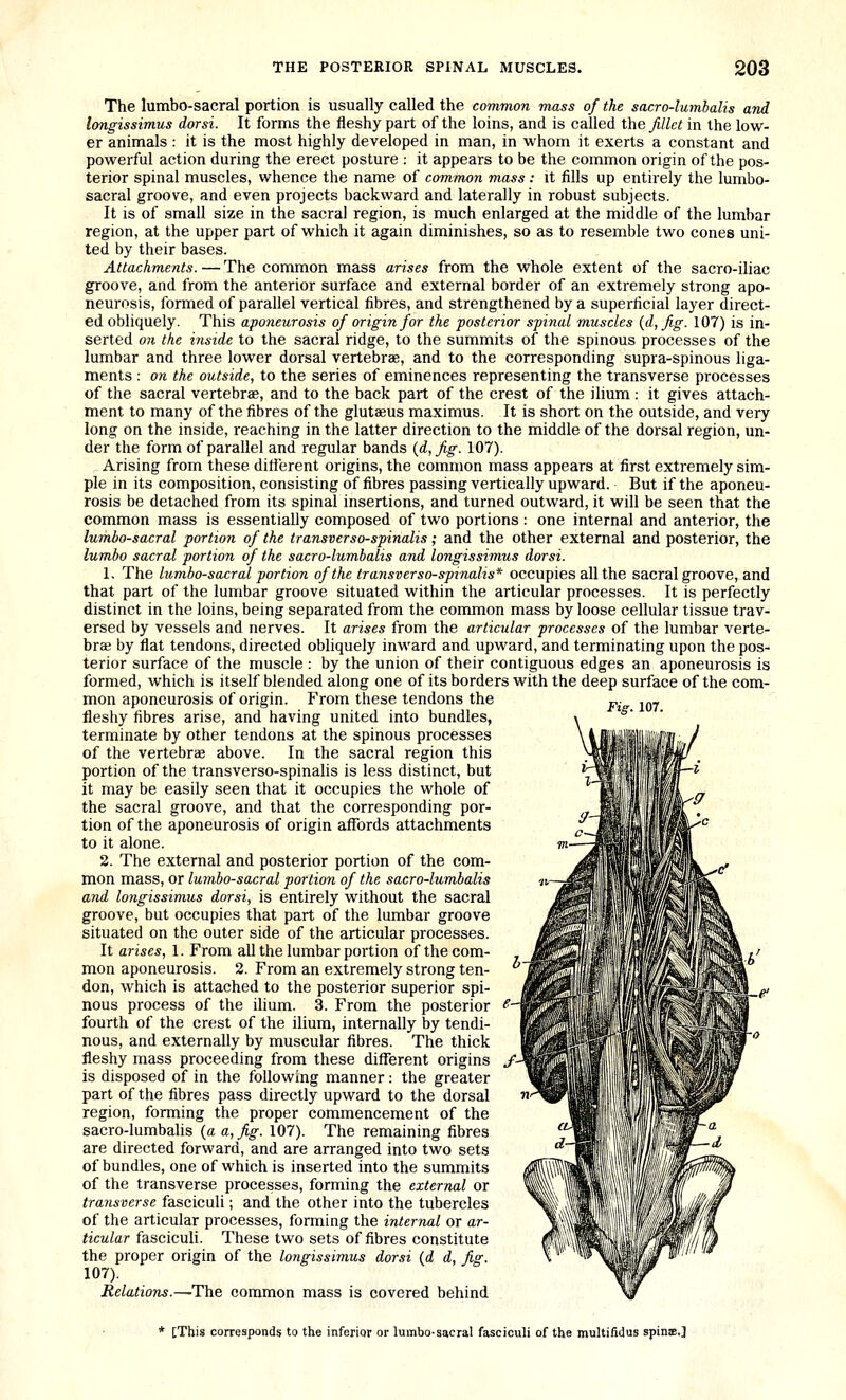 The lumbo-sacral portion is usually called the common mass of the sacro-lumbalis and longissimus dorsi. It forms the fleshy part of the loins, and is called the fillet in the low- er animals : it is the most highly developed in man, in whom it exerts a constant and powerful action during the erect posture : it appears to be the common origin of the pos- terior spinal muscles, whence the name of eommon mass : it fills up entirely the lumbo- sacral groove, and even projects backward and laterally in robust subjects. It is of small size in the sacral region, is much enlarged at the middle of the lumbar region, at the upper part of which it again diminishes, so as to resemble two cones uni- ted by their bases. Attachments. — The common mass arises from the whole extent of the sacro-iliac groove, and from the anterior surface and external border of an extremely strong apo- neurosis, formed of parallel vertical fibres, and strengthened by a superficial layer direct- ed obliquely. This aponeurosis of origin for the posterior spinal muscles (d,fig. 107) is in- serted on the inside to the sacral ridge, to the summits of the spinous processes of the lumbar and three lower dorsal vertebrae, and to the corresponding supra-spinous liga- ments : on the outside, to the series of eminences representing the transverse processes of the sacral vertebrae, and to the back part of the crest of the ilium : it gives attach- ment to many of the fibres of the gluteeus maximus. It is short on the outside, and very long on the inside, reaching in the latter direction to the middle of the dorsal region, un- der the form of parallel and regular bands {d,fig. 107). Arising from these dilferent origins, the common mass appears at first extremely sim- ple in its composition, consisting of fibres passing vertically upward. But if the aponeu- rosis be detached from its spinal insertions, and turned outward, it will be seen that the common mass is essentially composed of two portions : one internal and anterior, the lumbosacral portion of the transverso-spinalis; and the other external and posterior, the lumbo sacral portion of the sacro-lumbalis and longissimus dorsi. 1. The lumbosacral portion of the transverso-spinalis* occupies all the sacral groove, and that part of the lumbar groove situated within the articular processes. It is perfectly distinct in the loins, being separated from the common mass by loose cellular tissue trav- ersed by vessels and nerves. It arises from the articular processes of the lumbar verte- bra by flat tendons, directed obliquely inward and upward, and terminating upon the pos- terior surface of the muscle : by the union of their contiguous edges an aponeurosis is formed, which is itself blended along one of its borders with the deep surface of the com- mon aponeurosis of origin. From these tendons the fleshy fibres arise, and having united into bundles, terminate by other tendons at the spinous processes of the vertebrae above. In the sacral region this portion of the transverso-spinalis is less distinct, but it may be easily seen that it occupies the whole of the sacral groove, and that the corresponding por- tion of the aponeurosis of origin affords attachments to it alone. 2. The external and posterior portion of the com- mon mass, or lumbosacral portion of the sacro-lumbalis and longissimus dorsi, is entirely without the sacral groove, but occupies that part of the lumbar groove situated on the outer side of the articular processes. It arises, 1. From aU the lumbar portion of the com- mon aponeurosis. 2. From an extremely strong ten- don, which is attached to the posterior superior spi- nous process of the ilium. 3. From the posterior ' fourth of the crest of the ilium, internally by tendi- nous, and externally by muscular fibres. The thick fleshy mass proceeding from these different origins ,i is disposed of in the following manner: the greater part of the fibres pass directly upward to the dorsal region, forming the proper commencement of the sacro-lumbalis {a a, fig. 107). The remaining fibres are directed forward, and are arranged into two sets of bundles, one of which is inserted into the summits of the transverse processes, forming the external or transverse fasciculi; and the other into the tubercles of the articular processes, forming the internal or ar- ticular fasciculi. These two sets of fibres constitute the proper origin of the longissimus dorsi (d d, fig. 107). Relations.—The common mass is covered behind Fig. 107. * [This corresponds to the inferior or lumbo-s^cral fasciculi of the multifidus spinje.J