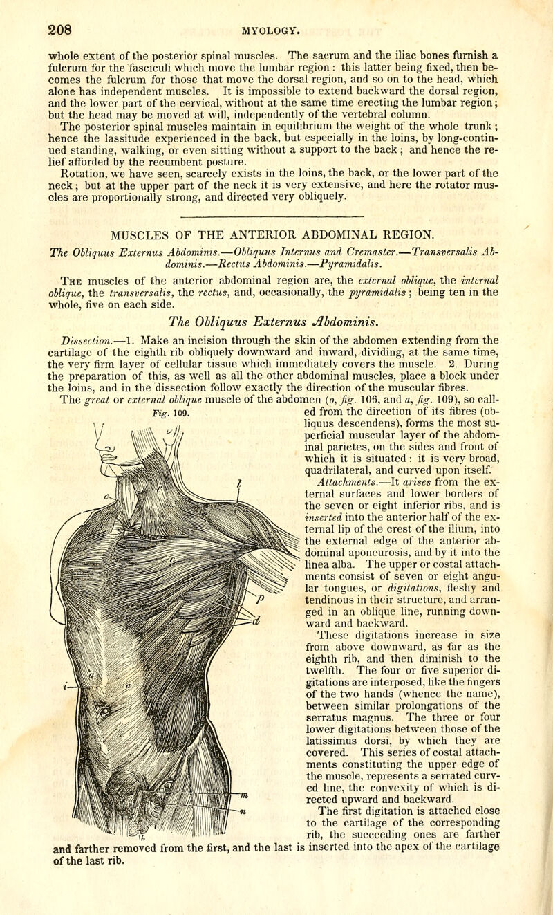 whole extent of the posterior spinal muscles. The sacrum and the iliac bones furnish a fulcrum for the fasciculi which move the lumbar region : this latter being fixed, then be- comes the fulcrum for those that move the dorsal region, and so on to the head, vi'hich alone has independent muscles. It is impossible to extend backward the dorsal region, and the lower part of the cervical, without at the same time erecting ihe lumbar region; but the head may be moved at will, independently of the vertebral column. The posterior spinal muscles maintain in equilibrium the weight of the whole trunk; hence the lassitude experienced in the back, but especially in the loins, by long-contin- ued standing, walking, or even sitting without a support to the back ; and hence the re- lief afforded by the recumbent posture. Rotation, we have seen, scarcely exists in the loins, the back, or the lower part of the neck; but at the upper part of the neck it is very extensive, and here the rotator mus- cles are proportionally strong, and directed very obliquely. MUSCLES OF THE ANTERIOR ABDOMINAL REGION. The Ohliquus Externus Abdominis.—Ohliquus Internus and, Cremaster.—Transversalis Ah- daminis.—Rectus Abdominis.—Pyramidalis. The muscles of the anterior abdominal region are, the external oblique, the internal oblique, the transversalis, the rectus, and, occasionally, the pyramidalis ; being ten in the whole, five on each side. The Ohliquus Externus Abdominis. Dissection.—1. Make an incision through the skin of the abdomen extending from the cartilage of the eighth rib obliquely downward and inward, dividing, at the same time, the very firm layer of cellular tissue which immediately covers the muscle. 2. During the preparation of this, as well as all the other abdominal muscles, place a block under the loins, and in the dissection follow exactly the direction of the muscular fibres. The great or external oblique muscle of the abdomen (o, fi<r. 106, and a, fig. 109), so call- ed from ithe direction of its fibres (oh- liquus descendens), forms the most su- perficial muscular layer of the abdom- inal parietes, on the sides and front of which it is situated : it is very broad, quadrilateral, and curved upon itself Attachments.—It arises from the ex- ternal surfaces and lower borders of the seven or eight inferior ribs, and is inserted into the anterior half of the ex- ternal lip of the crest of the ilium, into the external edge of the anterior ab- dominal aponeurosis, and by it into the linea alba. The upper or costal attach- ments consist of seven or eight angu- lar tongues, or digitations, fleshy and tendinous in their structure, and arran- ged in an oblique line, running down- ward and backward. These digitations increase in size from above downward, as far as the eighth rib, and then diminish to the twelfth. The four or five superior di- gitations are interposed, like the fingers of the two hands (whence the name), between similar prolongations of the serratus magnus. The three or four lower digitations between those of the latissimus dorsi, by which they are covered. This series of costal attach- ments constituting the upper edge of the muscle, represents a serrated curv- ed line, the convexity of which is di- rected upward and backward. The first digitation is attached close to the cartilage of the corresponding rib, the succeeding ones are farther and farther removed from the first, and the last is inserted into the apex of the cartilage of the last rib.
