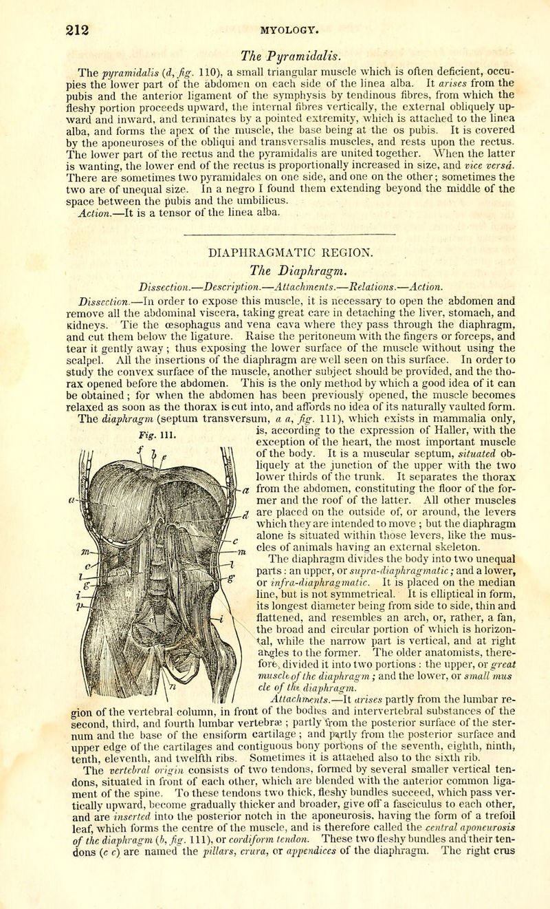 The Pyramidalis. The pyramidalis {d,fig. 110), a small triangular muscle which is often deficient, occu- pies the lower part of the abdomcu on each side of the linea alba. It arises from the pubis and the anterior ligament of the symphysis by tendinous fibres, from which the fleshy portion proceeds upward, the internal fibres vertically, the external obliquely up- ward and inward, and terminates by a pointed extremity, which is attached to the linea alba, and forms the apex of the muscle, the base being at the os pubis. It is covered by the aponeuroses of the obliqui and transversalis muscles, and rests upon the rectus. The lower part of the rectus and the pyramidalis are united together. When the latter is wanting, the lower end of the rectus is proportionally increased in size, and vice versa- There are sometimes two pyramidales on one side, and one on the other; sometimes the two are of unequal size. In a negro I found them extending beyond the middle of the space between the pubis and the umbilicus. Action.—It is a tensor of the linea alba. DIAPHRAGMATIC REGION. The Diaphragm. Dissection.—Description.—Attachmeiits.—Relations.—Action. Dissection.—In order to expose this muscle, it is necessary to open the abdomen and remove all the abdominal viscera, taking great care in detaching the liver, stomach, and Kidneys. Tie the oesophagus and vena cava where they pass through the diaphragm, ^nd cut them below the ligature. Raise the peritoneum with the fingers or forceps, and tear it gently away ; thus exposing the lower surface of the muscle without using the scalpel. All the insertions of the diaphragm are well seen on this surface. In order to study the convex surface of the muscle, another subject should be provided, and the tho- rax opened before the abdomen. This is the only method by which a good idea of it can be obtained; for when the abdomen has been previously opened, the muscle becomes relaxed as soon as the thorax is cut into, and affords no idea of its naturally vaulted form. The diaphragm (septum transversum, a a, Jicr. Ill), which exists in mammalia only, is, according to the expression of Haller, with the exception of the heart, the most important muscle of the body. It is a muscular septum, situated ob- liquely at the junction of the upper with the two lower thirds of the trunk. It separates the thorax -a from the abdomen, constituting the floor of the for- mer and the roof of the latter. All other muscles are placed on the outside of, or around, the levers which they are intended to move ; but the diaphragm alone is situated within tliose levers, like the mus- cles of animals having an external skeleton. The diaphragm divides the body into two unequal parts; an upper, or supra-diaphragmatic; and a lower, or infra-diaphragmatic. It is placed on the median line, but is not symmetrical. It is elhptical in form, its longest diameter being from side to side, thin and flattened, and resembles an arch, or, rather, a fan, the broad and circular portion of which is horizon- tal, while the narrow part is vertical, and at right angles to the former. The older anatomists, there- fore, divided it into two portions : the upper, or great muscltof the diaphragm ; and the lower, or small mus cle of tht diaphragm. Attachrhfjits.—lt arises partly from the lumbar re- gion of the vertebral column, m front of the bodies and intervertebral substances of the second, third, and fourth lumbar vertebrae ; partly from the posterior surface of the ster- num and the base of the ensiform cartilage ; and partly from the posterior surface and upper edge of the cartilages and contiguous bony portions of the seventh, eighth, ninth, tenth, eleventh, and twelfth ribs. Sometimes it is attached also to the sixth rib. The vertebral origin consists of two tendons, formed by several smaller vertical ten- dons, situated in front of each other, which are blended with the anterior common liga- ment of the spine. To these tendons two thick, fleshy bundles succeed, which pass ver- tically upward, become gradually thicker and broader, give off a fasciculus to each other, and are inserted into the posterior notch in the aponeurosis, having the form of a trefoil leaf, which forms the centre of the muscle, and is therefore called the central aponeurosis of the diaphragm {b, fig. 111), or cordiform tendon. These two fleshy bundles and their ten- dons (c c) are namedthe pillars, crura, or appendices of the diaphragm. The right cms
