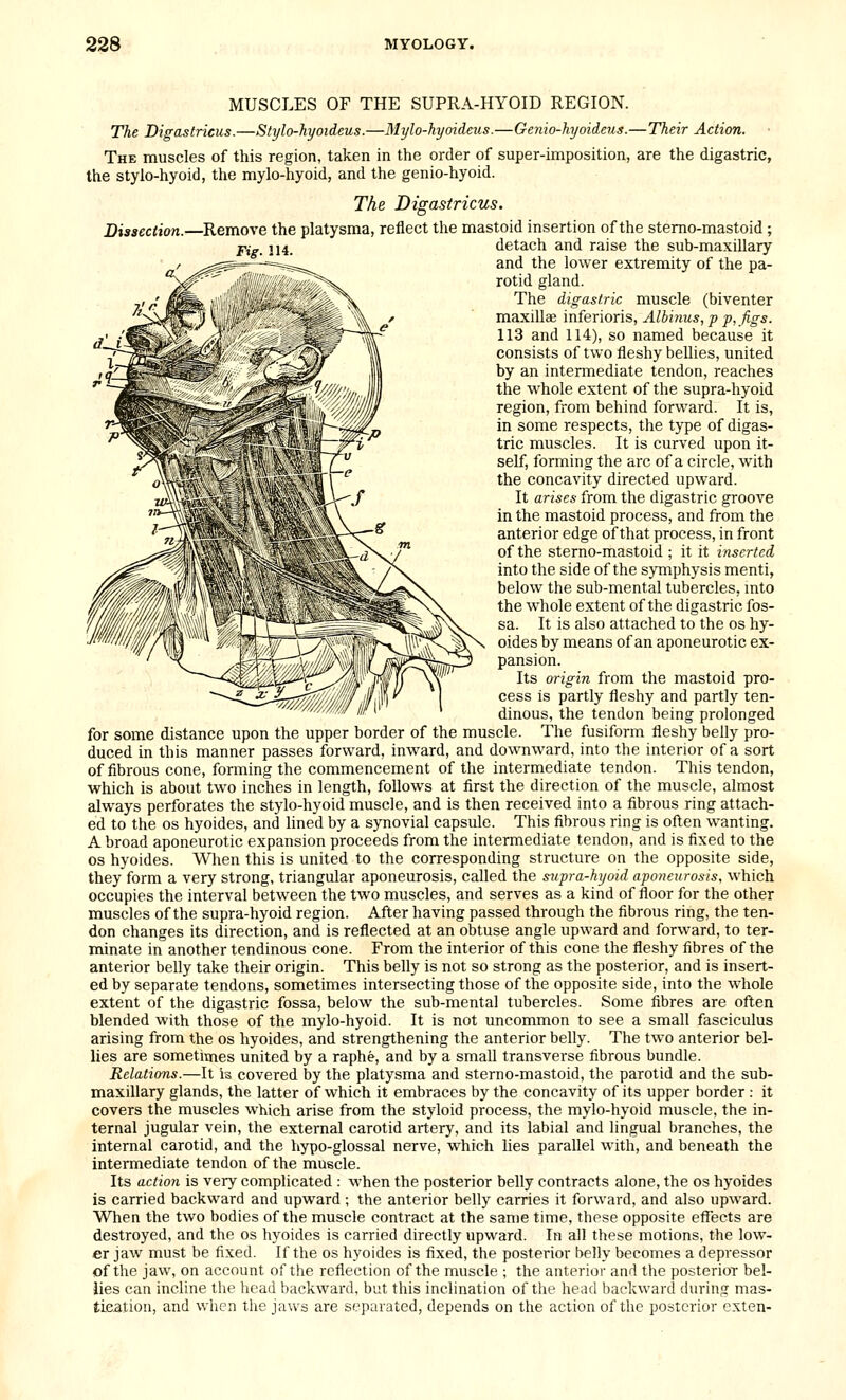 MUSCLES OF THE SUPRA-HYOID REGION. The Digastricus.—Shjlo-hyoideus.—Mylo-hyoideus.—Genio-hyoideus.—Their Action. The muscles of this region, taken in the order of super-imposition, are the digastric, the stylo-hyoid, the mylo-hyoid, and the genio-hyoid. The Digastricus. Dissection.—Remove the platysma, reflect the mastoid insertion of the stemo-mastoid ; Fig. 114. detach and raise the sub-maxillary and the lower extremity of the pa- rotid gland. The digastric muscle (biventer maxillae inferioris, Albinus, p p,figs. 113 and 114), so named because it consists of two fleshy bellies, united by an intermediate tendon, reaches the whole extent of the supra-hyoid region, from behind forward. It is, in some respects, the type of digas- tric muscles. It is curved upon it- self, forming the arc of a circle, with the concavity directed upward. It arises from the digastric groove in the mastoid process, and from the anterior edge of that process, in front of the stemo-mastoid ; it it inserted into the side of the symphysis menti, below the sub-mental tubercles, mto the whole extent of the digastric fos- sa. It is also attached to the os hy- oides by means of an aponeurotic ex- pansion. Its origin from the mastoid pro- cess Is partly fleshy and partly ten- dinous, the tendon being prolonged for some distance upon the upper border of the muscle. The fusiform fleshy belly pro- duced in this manner passes forward, inward, and downward, into the interior of a sort of fibrous cone, forming the commencement of the intermediate tendon. This tendon, which is about two inches in length, follows at first the direction of the muscle, almost always perforates the stylo-hyoid muscle, and is then received into a fibrous ring attach- ed to the OS hyoides, and hned by a synovial capsule. This fibrous ring is often wanting. A broad aponeurotic expansion proceeds from the intermediate tendon, and is fixed to the OS hyoides. When this is united to the corresponding structure on the opposite side, they form a very strong, triangular aponeurosis, called the supra-hyoid aponeurosis, which occupies the interval between the two muscles, and serves as a kind of floor for the other muscles of the supra-hyoid region. After having passed through the fibrous ring, the ten- don changes its direction, and is reflected at an obtuse angle upward and forward, to ter- minate in another tendinous cone. From the interior of this cone the fleshy fibres of the anterior belly take their origin. This belly is not so strong as the posterior, and is insert- ed by separate tendons, sometimes intersecting those of the opposite side, into the whole extent of the digastric fossa, below the sub-mental tubercles. Some fibres are often blended with those of the mylo-hyoid. It is not uncommon to see a small fasciculus arising from the os hyoides, and strengthening the anterior belly. The two anterior bel- lies are sometimes united by a raphe, and by a small transverse fibrous bundle. Relations.—It is covered by the platysma and sterno-mastoid, the parotid and the sub- maxillary glands, the latter of which it embraces by the concavity of its upper border : it covers the muscles which arise from the styloid process, the mylo-hyoid muscle, the in- ternal jugular vein, the external carotid artery, and its labial and lingual branches, the internal carotid, and the hypo-glossal nerve, which lies parallel with, and beneath the intermediate tendon of the muscle. Its action is very complicated : when the posterior belly contracts alone, the os hyoides is carried backward and upward ; the anterior belly carries it forward, and also upward. When the two bodies of the muscle contract at the same time, these opposite effects are destroyed, and the os hyoides is carried directly upward. In all these motions, the low- er jaw must be fixed. If the os hyoides is fixed, the posterior belly becomes a depressor of the jaw, on account of the reflection of the muscle ; the anterior and the posterior bel- lies can incline the head backward, but this inclination of the head bac-kward during mas- tiealion, and wlicn the jau's are separated, depends on the action of the posterior exten-