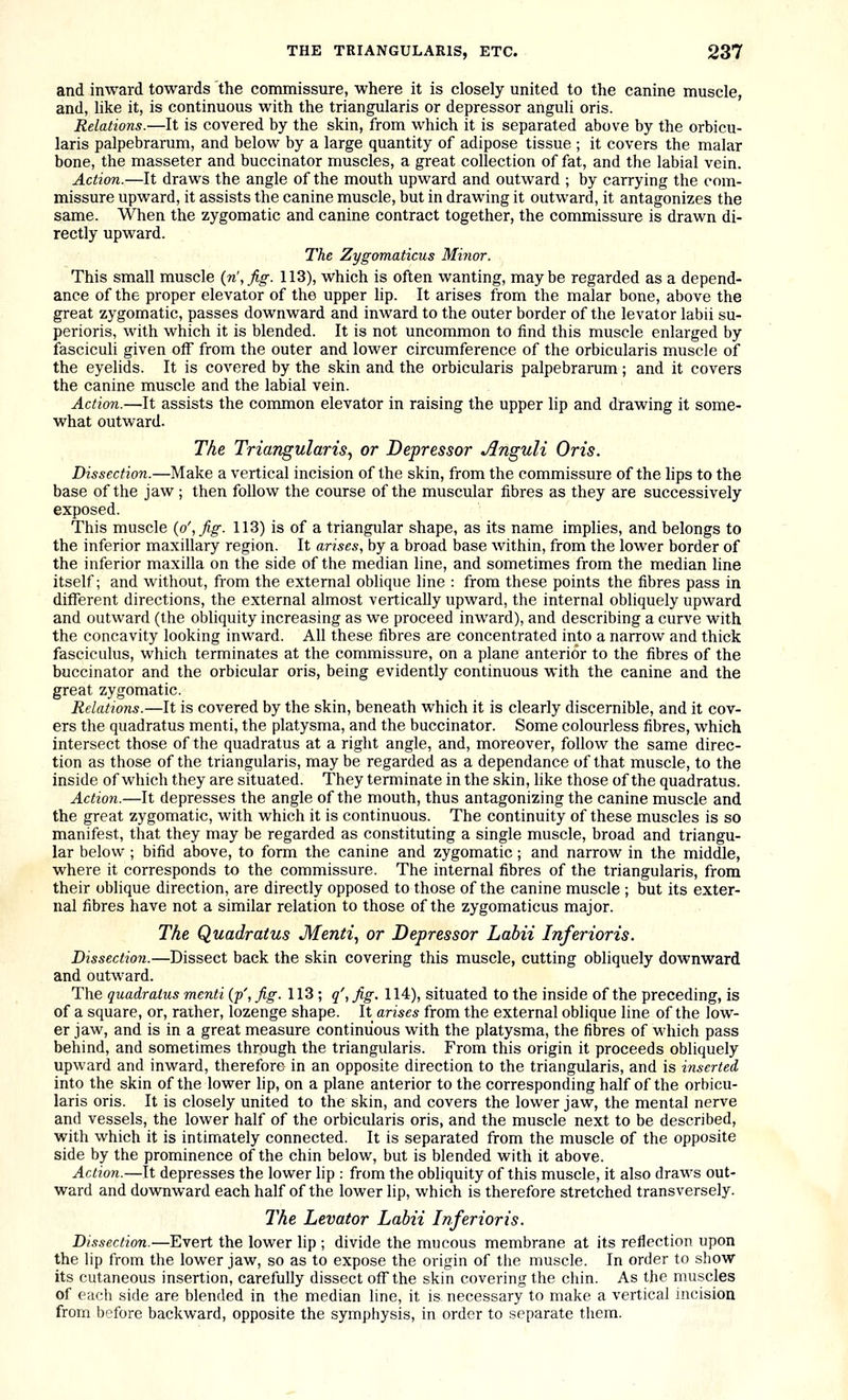 and inward towards the commissure, where it is closely united to the canine muscle, and, like it, is continuous with the triangularis or depressor anguli oris. Relations.—It is covered by the skin, from which it is separated above by the orbicu- laris palpebrarum, and below by a large quantity of adipose tissue ; it covers the malar bone, the masseter and buccinator muscles, a great collection of fat, and the labial vein. Action.—It draws the angle of the mouth upward and outward ; by carrying the com- missure upward, it assists the canine muscle, but in drawing it outward, it antagonizes the same. When the zygomatic and canine contract together, the commissure is drawn di- rectly upward. The Zygomaticus Minor. This small muscle {n',fig. 113), which is often wanting, maybe regarded as a depend- ance of the proper elevator of the upper lip. It arises from the malar bone, above the great zygomatic, passes downward and inward to the outer border of the levator labii su- perioris, with which it is blended. It is not uncommon to find this muscle enlarged by fasciculi given off from the outer and lower circumference of the orbicularis muscle of the eyelids. It is covered by the skin and the orbicularis palpebrarum; and it covers the canine muscle and the labial vein. Action.—It assists the conunon elevator in raising the upper lip and drawing it some- what outward. The Triangularis^ or Depressor Anguli Oris. Dissection.—Make a vertical incision of the skin, from the commissure of the lips to the base of the jaw ; then follow the course of the muscular fibres as they are successively exposed. This muscle {o',fig. 113) is of a triangular shape, as its name implies, and belongs to the inferior maxillary region. It arises, by a broad base within, from the lower border of the inferior maxilla on the side of the median line, and sometimes from the median line itself; and without, from the external oblique line : from these points the fibres pass in different directions, the external almost vertically upward, the internal obliquely upward and outward (the obliquity increasing as we proceed inward), and describing a curve with the concavity looking inward. All these fibres are concentrated into a narrow and thick fasciculus, which terminates at the commissure, on a plane anterior to the fibres of the buccinator and the orbicular oris, being evidently continuous with the canine and the great zygomatic. Relations.—It is covered by the skin, beneath which it is clearly discernible, and it cov- ers the quadratus menti, the platysma, and the buccinator. Some colourless fibres, which intersect those of the quadratus at a right angle, and, moreover, follow the same direc- tion as those of the triangularis, may be regarded as a dependance of that muscle, to the inside of which they are situated. They terminate in the skin, like those of the quadratus. Action.—It depresses the angle of the mouth, thus antagonizing the canine muscle and the great zygomatic, with which it is continuous. The continuity of these muscles is so manifest, that they may be regarded as constituting a single muscle, broad and triangu- lar below ; bifid above, to form the canine and zygomatic; and narrow in the middle, where it corresponds to the commissure. The internal fibres of the triangularis, from their oblique direction, are directly opposed to those of the canine muscle ; but its exter- nal fibres have not a similar relation to those of the zygomaticus major. The Quadratus Menti, or Depressor Labii Inferioris. Dissection.—Dissect back the skin covering this muscle, cutting obliquely downward and outward. The quadratus menti (p', Jig. 113; q', Jig. 114), situated to the inside of the preceding, is of a square, or, rather, lozenge shape. It arises from the external oblique line of the low- er jaw, and is in a great measure continuous with the platysma, the fibres of Mhich pass behind, and sometimes through the triangularis. From this origin it proceeds obliquely upward and inward, therefore in an opposite direction to the triangularis, and is inserted into the skin of the lower lip, on a plane anterior to the corresponding half of the orbicu- laris oris. It is closely united to the skin, and covers the lower jaw, the mental nerve and vessels, the lower half of the orbicularis oris, and the muscle next to be described, with which it is intimately connected. It is separated from the muscle of the opposite side by the prominence of the chin below, but is blended with it above. Action.—It depresses the lower lip : from the obliquity of this muscle, it also draws out- ward and dovraward each half of the lower lip, which is therefore stretched transversely. The Levator Labii Inferioris. Dissection.—Evert the lower lip ; divide the mucous membrane at its reflection upon the lip from the lower jaw, so as to expose the origin of the muscle. In order to show its cutaneous insertion, carefully dissect off the skin covering the chin. As the muscles of each side are blended in the median line, it is necessary to make a vertical incision from before backward, opposite the symphysis, in order to separate them.