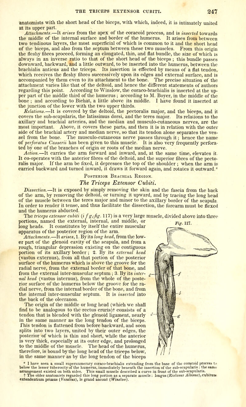 anatomists with the short head of the biceps, with which, indeed, it is intimately united at its upper part. Attachments.—It arises from the apex of the coracoid process, and is inserted towards the middle of the internal surface and border of the humerus. It arises from between two tendinous layers, the most superficial of which is common to it and the short head of the biceps, and also from the septum between these two muscles. From this origin the fleshy fibres proceed, forming an elongated, thin, and flat bundle, the size of which is always in an inverse ratio to that of the short head of the biceps ; this bundle passes downward, backward, and a little outward, to be inserted into the humerus, between the brachialis anticus and the triceps. Its insertion is effected by means of a flat tendon, which receives the fleshy fibres successively upon its edges and external surface, and is accompanied by them even to its attachment to the bone. The precise situation of the attachment varies like that of the deltoid, and hence the different statements of authors regarding this point. According to Winslow, the coraco-brachialis is inserted at the up- per part of the middle third of the humerus ; according to M. Boyer, in the middle of the bone ; and according to Bichat, a little above its middle. I have found it inserted at the junction of the lower with the two upper thirds. Relatione.—It is covered by the deltoid, the pectoralis major, and the biceps, and it covers the sub-scapularis, the latissimus dorsi, and the teres major. Its relations to the axillary and brachial arteries, and the median and musculo-cutaneous nerves, are the most important. Above, it covers these parts, and then it is in relation with the outer side of the brachial artery and median nerve, so that its tendon alone separates the ves- sel from the bone. The musculo-cutaneous nerve passes through it; hence the name of ■perforatus Casserii has been given to this muscle. It is also very frequently perfora- ted by one of the branches of origin or roots of the median nerve. Action.—It carries the arm forward and inward, and, at the same time, elevates it. It co-operates with the anterior fibres of the deltoid, and the superior fibres of the pecto- ralis major. If the arm be fixed, it depresses the top of the shoulder ; when the arm is carried backward and turned inward, it draws it forward again, and rotates it outward.* Posterior Brachial Region. The Triceps Extensor Cubiti. Dissection.—It is exposed by simply removing the skin and the fascia from the back of the arm, by removing the deltoid, or turning it upward, and by tracing the long head of the muscle between the teres major and minor to the axillary border of the scapula. In order to render it tense, and thus faciUtate the dissection, the forearm must be flexed and the humerus abducted. The triceps extensor cubiti {i f g,'fig. 117) is a very large muscle, divided above into three portions, named the external, internal, and middle, or long heads. It constitutes by itself the entire muscular apparatus of the posterior region of the arm. Attachments.—It arises, 1. By its lo77g head, from the low- er part of the glenoid cavity of the scapula, and from a rough, triangular depression existing on the contiguous portion of its axillary border ; 2. By its external head (vastus externus), from all that portion of the posterior surface of the humerus which is above the groove for the radial nerve, from the external border of that bone, and from the external inter-muscular septum ; 3. By its inter- nal head (vastus internus), from the whole of the poste- rior surface of the humerus below the groove for the ra- dial nerve, from the internal border of the bone, and from the internal inter-muscular septum. It is inserted into the back of the olecranon. The origin of the middle or long head (which we shall find to be analogous to the rectus cruris)t consists of a tendon that is blended with the glenoid ligament, nearly in the same manner as the long tendon of the biceps. This tendon is flattened from before backward, and soon splits into two layers, united by their outer edges, the posterior of which is thin and short, while the anterior is very thick, especially at its outer edge, and prolonged to the middle of the muscle. The head of the humerus, therefore, is bound by the long head of the triceps below, in the same manner as by the long tendon of the biceps * I have seen a small supernumerary coraco-brachialis extending from the base of the coracoid process tj below the lesser tuberosity of the humerus, immediately beneath the insertion of the sub-scapularis : the same arrangement existed on both sides. This small muscle described a cune in front, of the sub-scapularis. t The older anatomists regarded this long portion as a separate muscle : longus {Riolanus AlOinus), cubitum eitendentium primus {Vesalius), le grand ancon6 {Winslow).