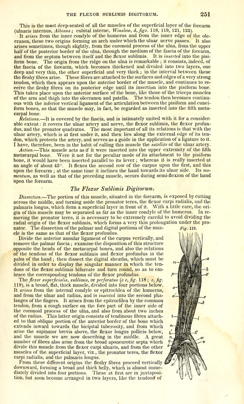 This is the most deep-seated of all the muscles of the superficial layer of the forearm (ulnaris internus, Alhinus; cubital interne, Winslow, d,Jigs. 118, 119, 121, 122). It arises from the inner condyle of the humerus and from the inner edge of the ole- cranon, these two origins forming an arch under which the ulnar nerve passes. It also arises sometimes, though sUghtly, from the coronoid process of the ulna, from the upper half of the posterior border of the ulna, through the medium of the fascia of the forearm, and from the septum between itself and the flexor sublimis. It is inserted into the pisi- form bone. The origin from the ridge on the ulna is remarkable ; it consists, indeed, of the fascia of the forearm, which becomes thickened and divided into two layers, one deep and very thin, the other superficial and very thick ; in the interval between these the fleshy fibres arise. These fibres are attached to the surfaces and edges of a very strong tendon, which then appears upon the anterior border of the muscle, and continues to re- ceive the fleshy fibres on its posterior edge until its insertion into the pisiform bone. This takes place upon the anterior surface of the bone, like those of the triceps muscles of the arm and thigh into the olecranon and patella. The tendon then becomes continu- ous with the inferior vertical ligament of the articulation between the pisiform and cunei- form bones, so that the muscle may, in fact, be regarded as inserted into the fifth meta- carpal bone. Relations.—It is covered by the fascia, and is intimately united with it for a consider- able extent: it covers the ulnar artery and nerve, the flexor sublimis, the flexor profun- dus, and the pronator quadratus. The most important of all its relations is that with the ulnar artery, which is at first under it, and then lies along the external edge of its ten- don, which protects the artery, and serves as a guide in the application of a ligature to it. I have, therefore, been in the habit of calling this muscle the satellite of the ulnar artery. Action.—This muscle acts as if it were inserted into the upper extremity of the fifth metacarpal bone. Were it not for the peculiar mode of its attachment to the pisiform bone, it would have been inserted parallel to its lever ; whereas it is really inserted at an angle of about 45°. It flexes the second row of the carpus upon the first, and this upon the forearm ; at the same time it inclines the hand towards its ulnar side. Its mo- mentum, as well as that of the preceding muscle, occurs during semi-flexion of the hand upon the forearm. The Flexor Sublimis Digitorum. Dissection.—The portion of this muscle, situated in the forearm, is exposed by cutting across the middle, and turning aside the pronator teres, the flexor carpi radialis, and the palmaris longus, which form a superficial layer in front of it. With a little care, the ori- gin of this muscle may be separated as far as the inner condyle of the humerus. In re- moving the pronator teres, it is necessary to be extremely careful to avoid dividing the radial origin of the flexor sublimis, which forms a very thin prolongation under the pro- nator. The dissection of the palmar and digital portions of the mus- cle is the same as thai of the flexor profundus. Divide the anterior annular ligament of the carpus vertically, and remove the palmar fascia; examine the disposition of this structure opposite the heads of the metacarpal bones, and also the relations of the tendons of the flexor sublimis and flexor profundus in the palm of the hand ; then dissect the digital sheaths, which must be divided in order to display the singular manner in which the ten- dons of the flexor sublimis bifurcate and turn round, so as to em- brace the corresponding tendons of the flexor profundus. The flexor superficialis, sublimis, or perforatus {e e,fig. 118 ; e, fig. 119), is a broad, flat, thick muscle, divided into four portions below. It arises from the internal condyle or epitrochlea of the humerus, and from the ulnar and radius, and is inserted into the second pha- langes of the fingers. It arises from the epitrochlea by the common tendon, from a rough surface on the fore part of the inner side of the coronoid process of the ulna, and also from about two inches of the radius. This latter origin consists of tendinous fibres attach- ed to that obhque portion of the anterior border of the bone which extends inward towards the bicipital tuberosity, and from which arise the supinator brevis above, the flexor longus pollicis below, and the muscle we are now describing in the middle. A great number of fibres also arise from the broad aponeurotic septa which divide this muscle from the flexor carpi ulnaris, and from the other muscles of the superficial layer, viz., the pronator teres, the flexor carpi radialis, and the palmaris longus. From these different origins the fleshy fibres proceed vertically downward, forming a broad and thick belly, which is almost imme- diately divided into four portions. These at first are in juxtaposi- tion, but soon become arranged in two layers, like the tendon^ of