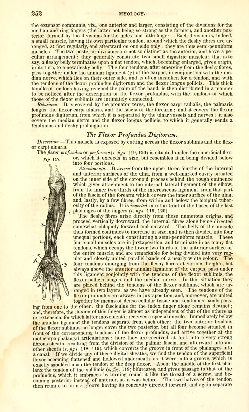 the extensor communis, viz., one anterior and larger, consisting of the divisions for the median and ring fingers (the latter not being so strong as the former), and another pos- terior, formed by the divisions for the index and little finger. Each division is, indeed, a small muscle, having its own particular tendon, around which the fleshy fibres are ar- ranged, at first regularly, and afterward on one side only : they are thus semi-penniform muscles. The two posterior divisions are not so distinct as the anterior, and have a pe- culiar arrangement: they generally constitute two small digastric muscles; that is to say, a fleshy belly terminates upon a flat tendon, which, becoming enlarged, gives origin, in its turn, to a new fleshy belly. The four tendons, after emerging from the fleshy fibres, pass together under the annular ligament {g) of the carpus, in conjunction with the me- dian nerve, which lies on their outer side, and is often mistaken for a tendon, and with the tendons of the flexor profundus digitorum and the flexor longus pollieis. This thick bundle of tendons having reached the palm of the hand, is then distributed in a manner to be noticed after the description of the flexor profundus, with the tendons of which those of the flexor sublimis are intimately connected. Relations.—It is covered by the pronator teres, the flexor carpi radialis, the palmaris longus, the flexor carpi ulnaris, and the fascia of the forearm ; and it covers the flexor profundus digitorum, from which it is separated by the ulnar vessels and nerves ; it also covers the median nerve and the flexor longus pollieis, to which it generally sends a tendinous and fleshy prolongation. The Flexor Profundus Digitorum. Dissection.—This muscle is exposed by cutting across the flexor sublimis and the flex- or carpi ulnaris. The flexor profundus or jperforans {i, figs. 119, 120) is situated under the superficial flex- Fig. 120. or, which it exceeds in size, but resembles it in being divided below into four portions. Attachments.—It arises from the upper three fourths of the internal and anterior surfaces of the ulna, from a well-marked cavity situated on the inner side of the coronoid process behind the rough eminence which gives attachment to the internal lateral ligament of the elbow, from the inner two thirds of the interosseous ligament, from that part of the fascia of the forearm which covers the inner surface of the ulna, and, lastly, by a few fibres, from within and below the bicipital tuber- osity of the radius. It is inserted into the front of the bases of the last phalanges of the fingers {i,figs. 119, 120). The fleshy fibres arise directly from these numerous origins, and proceed vertically downward, the internal fibres alone being directed somewhat obliquely forward and outward. The belly of the muscle thus formed continues to increase in size, and is then divided into four unequal portions, each constituting a semi-penniform muscle. These four smaU muscles are in juxtaposition, and terminate in as many flat tendons, which occupy the lower two thirds of the anterior surface of the entire muscle, and are remarkable for being divided into very reg- ular and closely-united parallel bands of a nearly white colour. The four tendons emerging from the fleshy fibres at various heights, but always above the anterior annular ligament of the carpus, pass under this ligament conjointly with the tendons of the flexor sublimis, the flexor pollieis longus, and the median nerve. In this situation they are placed behind the tendons of the flexor sublimis, which are ar- ranged in two layers, as we have already seen. The tendons of the flexor profundus are always in juxtaposition, and, moreover, are united together by means of dense cellular tissue and tendinous bands pass- ing from one to the other: the fasciculus for the index finger alone remains distinct; and, therefore, the flexion of this finger is almost as independent of that of the others as its extension, for which latter movement it receives a special muscle. Immediately below the annular ligament the tendons separate from each other; the two anterior tendons of the flexor sublimis no longer cover the two posterior, but all four become situated in front of the corresponding tendons of the flexor profundus, and arrive together at the raetacai-po-phalangal articulations : here they are received, at first, into a very strong fibrous sheath, resulting from the division of the palmar fascia, and afterward into an- other sheath {s,figs. 118, 119), which converts the groove in front of the phalanges into a canal. If we divide any of these digital sheaths, we find the tendon of the superficial flexor becoming flattened and hollowed underneath, as it were, into a groove, which is exactly moulded upon the tendon of the deep flexor. About the middle of the first pha- lanx the tendon of the sublimis (e,fig. 119) bifurcates, and gives passage to that of the profundus, which it embraces by turning round it like the thread of a screw, and be- coming posterior instead of anterior, as it was before. The two halves of the tendon then reunite to form a groove having its concavity directed forward, and again separate