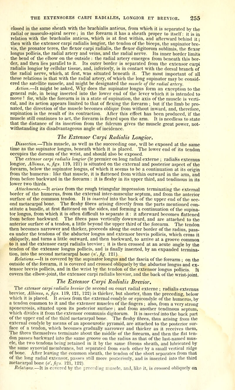 closed in the same sheath with the brachialis anticus, from which it is separated by the radial or musculo-spiral nerve ; in the forearm it has a sheath proper to itself: it is in relation with the brachialis anticus, which is at first within, and afterward behind it - then with the extensor carpi radialis longior, the tendon of the biceps, the supinator bre- vis, the pronator teres, the flexor carpi radialis, the flexor digitorum sublimis, the flexor longus pollicis, the radial artery and veins, and the radial nerve. Its inner border limits the bend of the elbow on the outside : the radial artery emerges from beneath this bor- der, and then lies parallel to it. Its outer border is separated from the extensor carpi radialis longior by cellular tissue, and, inferiorly, is in contact with the dorsal branch of the radial nerve, which, at first, was situated beneath it. The most important of all these relations is that with the radial artery, of which the long supinator may be consid- ered ths satellite muscle, and might be designated the muscle of the radial artery. Action.—It might be asked. Why does the supinator longus form an exception to the general rule, in being inserted into the lower end of the lever which it is intended to movel for, while the forearm is in a state of supination, the axis of the muscle is verti- cal, and its action appears limited to that of flexing the forearm ; but if the limb be pro- nated, the direction of the muscle becomes oblique from without inward, and, therefore, supination is the result of its contraction. After this effect has been produced, if the muscle still continues to act, the forearm is flexed upon the arm. It is needless to state that the distance of its insertion from the fulcrum gives the muscle great power, not- withstanding its disadvantageous angle of incidence. The Extensor Carpi Radialis Longior. Dissection.—This muscle, as well as the succeeding one, wiU be exposed at the same time as the supinator longus, beneath which it is placed. The lower end of its tendon occupies the dorsum of the wrist, and should also be exposed. The extensor carpi radialis longior (le premier ou long radial externe ; radialis externus longior, Albinus, n,figs. 119, 121) is situated on the external and posterior aspect of the forearm, below the supinator longus, of which it seems to be a continuation at its origin from the humerus : like that muscle, it is flattened from within outward in the arm, and from before backward in the forearm : it is fleshy in its upper third, and tendinous in its lower two thirds. Attachments.—It arises from the rough triangular impression terminating the external border of the humerus, from the external inter-muscular septum, and from the anterior surface of the common tendon. It is inserted into the back of the upper end of the sec- ond metacarpal bone. The fleshy fibres arising directly from the parts mentioned con- stitute a bundle, at first flattened on the sides, and forming a continuation of the supina- tor longus, from which it is often difficult to separate it: it afterward becomes flattened from before backward. The fibres pass vertically downward, and are attached to the anterior surface of a tendon, a little beyond the upper third of the forearm. The tendon then becomes narrower and thicker, proceeds along the outer border of the radius, pass- es under the tendons of the abductor longus and extensor brevis pollicis, which cross it obliquely, and turns a httle outward, and then backward, to arrive at a groove common to it and the extensor carpi radialis brevior; it is then crossed at an acute angle by the tendon of the extensor longus pollicis, and is finally inserted, by an expanded termina- tion, into the second metacarpal bone {n',fig. 121). Relations.—It is covered by the supinator longus and the fascia of the forearm ; on the outside of the forearm, it is covered and crossed obliquely by the abductor longus and ex- tensor brevis poUicis, and in the wrist by the tendon of the extensor longus pollicis. It covers the elbow-joint, the extensor carpi radialis brevior, and the back of the wrist-joint. The Extensor Carpi Radialis Brevior, The extensor carpi radialis brevior (le second ou court radial externe ; radialis externus brevior, Albinus, o,figs. 119, 121, 122) is thicker, but shorter, than the preceding, below which it is placed. It arises from the external condyle or epicondyle of the humerus, by a tendon common to it and the extensor muscles of the fingers ; also, from a very strong aponeurosis, situated upon its posterior surface ; and from another tendinous septum, which divides it from the extensor communis digitorum. It is inserted into the back part of the upper end of the third metacarpal bone. The fleshy fibres, thus arising from the external condyle by means of an aponeurotic pyramid, are attached to the posterior sur- face of a tendon, which becomes gradually narrower and thicker as it receives them. The fibres themselves terminate about the middle of the forearm, and then the flat ten- don passes backward into the same groove on the radius as that of the last-named mus- cle, the two tendons being retained in it by the same fibrous sheath, and lubricated by the same sjmovial membranes, but separated from each other by a small vertical ridge of bone. After leaving the common sheath, the tendon of the short separates from that of the long radial extensor, passes still more posteriorly, and is inserted into the third metacarpal bone (o',/5-.s. 121, 122), Relations.—It is covered by the preceding rr.uscle, and, like it, is crossed obliquely on
