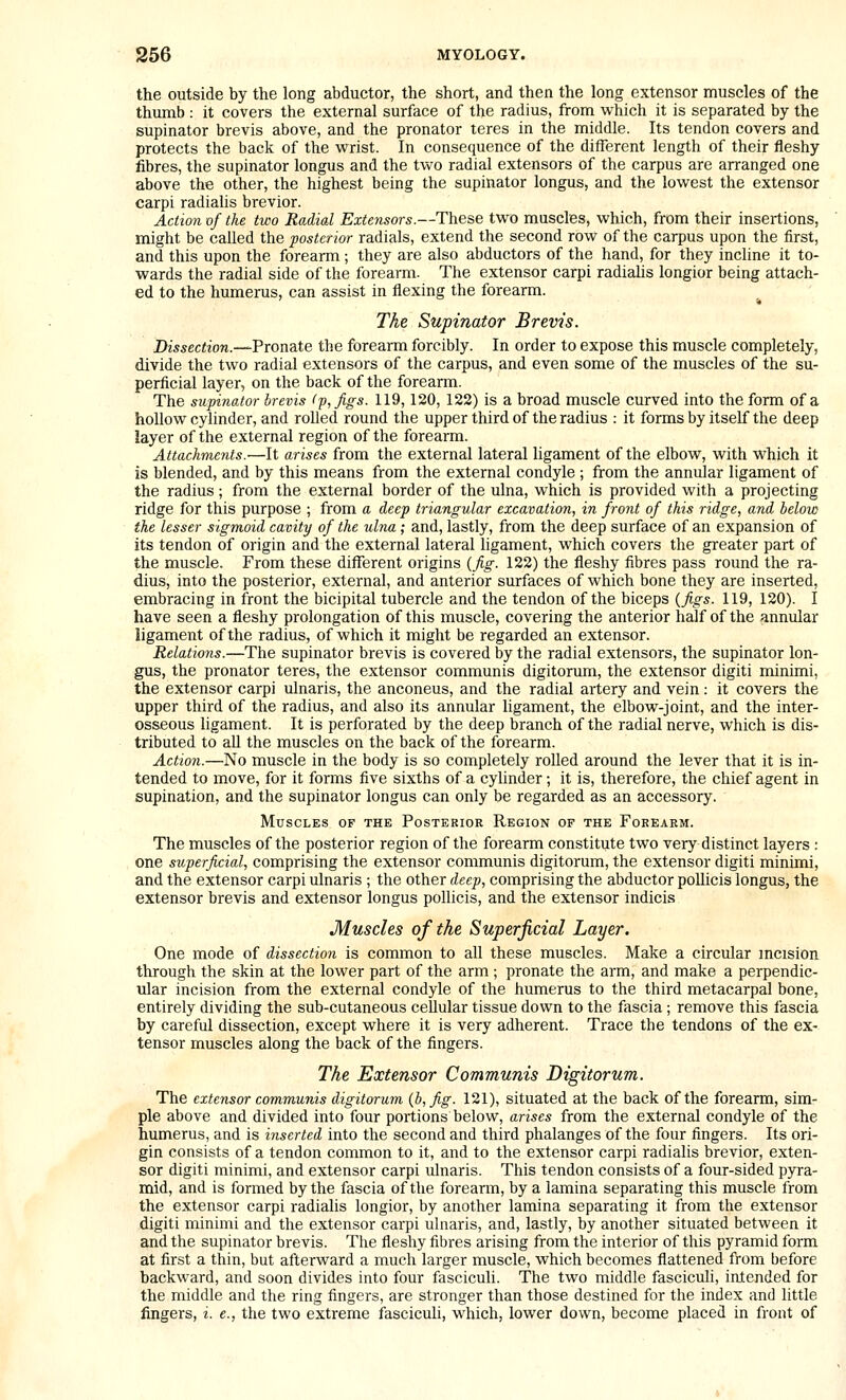 the outside by the long abductor, the short, and then the long extensor muscles of the thumb : it covers the external surface of the radius, from which it is separated by the supinator brevis above, and the pronator teres in the middle. Its tendon covers and protects the back of the wrist. In consequence of the different length of their fleshy fibres, the supinator longus and the two radial extensors of the carpus are arranged one above the other, the highest being the supinator longus, and the lowest the extensor carpi radialis brevior. Actio7i of the two Radial Extensors.—These two muscles, which, from their insertions, might be called the posterior radials, extend the second row of the carpus upon the first, and this upon the forearm; they are also abductors of the hand, for they incline it to- wards the radial side of the forearm. The extensor carpi radiahs longior being attach- ed to the humerus, can assist in flexing the forearm. The Supinator Brevis. Dissection.—Vronate the forearm forcibly. In order to expose this muscle completely, divide the two radial extensors of the carpus, and even some of the muscles of the su- perficial layer, on the back of the forearm. The supinator brevis (■p,figs. 119,120, 122) is a broad muscle curved into the form of a hollow cylinder, and rolled round the upper third of the radius : it forms by itself the deep layer of the external region of the forearm. Attachments.—It arises from the external lateral ligament of the elbow, with which it is blended, and by this means from the external condyle ; from the annular ligament of the radius; from the external border of the ulna, which is provided with a projecting ridge for this purpose ; from a deep triangular excavation., in front of this ridge, and below the lesser sigmoid cavity of the ulna; and, lastly, from the deep surface of an expansion of its tendon of origin and the external lateral ligament, which covers the greater part of the muscle. From these different origins (fig. 122) the fleshy fibres pass round the ra- dius, into the posterior, external, and anterior surfaces of which bone they are inserted, embracing in front the bicipital tubercle and the tendon of the biceps {figs. 119, 120). I have seen a fleshy prolongation of this muscle, covering the anterior half of the annular ligament of the radius, of which it might be regarded an extensor. Relations.—The supinator brevis is covered by the radial extensors, the supinator lon- gus, the pronator teres, the extensor communis digitorum, the extensor digiti minimi, the extensor carpi ulnaris, the anconeus, and the radial artery and vein: it covers the upper third of the radius, and also its annular ligament, the elbow-joint, and the inter- osseous ligament. It is perforated by the deep branch of the radial nerve, which is dis- tributed to all the muscles on the back of the forearm. Action.—No muscle in the body is so completely rolled around the lever that it is in- tended to move, for it forms five sixths of a cylinder; it is, therefore, the chief agent in supination, and the supinator longus can only be regarded as an accessory. Muscles of the Posterior Region of the Foeeaem. The muscles of the posterior region of the forearm constitute two very distinct layers : one superficial, comprising the extensor communis digitorum, the extensor digiti minimi, and the extensor carpi ulnaris ; the other deep, comprising the abductor pollicis longus, the extensor brevis and extensor longus pohicis, and the extensor indicia Muscles of the Superficial Layer. One mode of dissection is common to all these muscles. Make a circular mcision through the skin at the lower part of the arm ; pronate the arm, and make a perpendic- ular incision from the external condyle of the humerus to the third metacarpal bone, entirely dividing the sub-cutaneous cellular tissue down to the fiiscia; remove this fascia by careful dissection, except where it is very adherent. Trace the tendons of the ex- tensor muscles along the back of the fingers. The Extensor Communis Digitorum. The extensor communis digitorum {b,fig. 121), situated at the back of the forearm, sim- ple above and divided into four portions below, arises from the external condyle of the humerus, and is inserted into the second and third phalanges of the four fingers. Its ori- gin consists of a tendon common to it, and to the extensor carpi radialis brevior, exten- sor digiti minimi, and extensor carpi ulnaris. This tendon consists of a four-sided pyra- mid, and is formed by the fascia of the forearm, by a lamina separating this muscle from the extensor carpi radialis longior, by another lamina separating it from the extensor digiti minimi and the extensor carpi ulnaris, and, lastly, by another situated between it and the supinator brevis. The fleshy fibres arising from the interior of this pyramid form at first a thin, but afterward a much larger muscle, which becomes flattened from before backward, and soon divides into four fasciculi. The two middle fasciculi, intended for the middle and the ring fingers, are stronger than those destined for the index and little fingers, i. e., the two extreme fasciculi, which, lower down, become placed in front of
