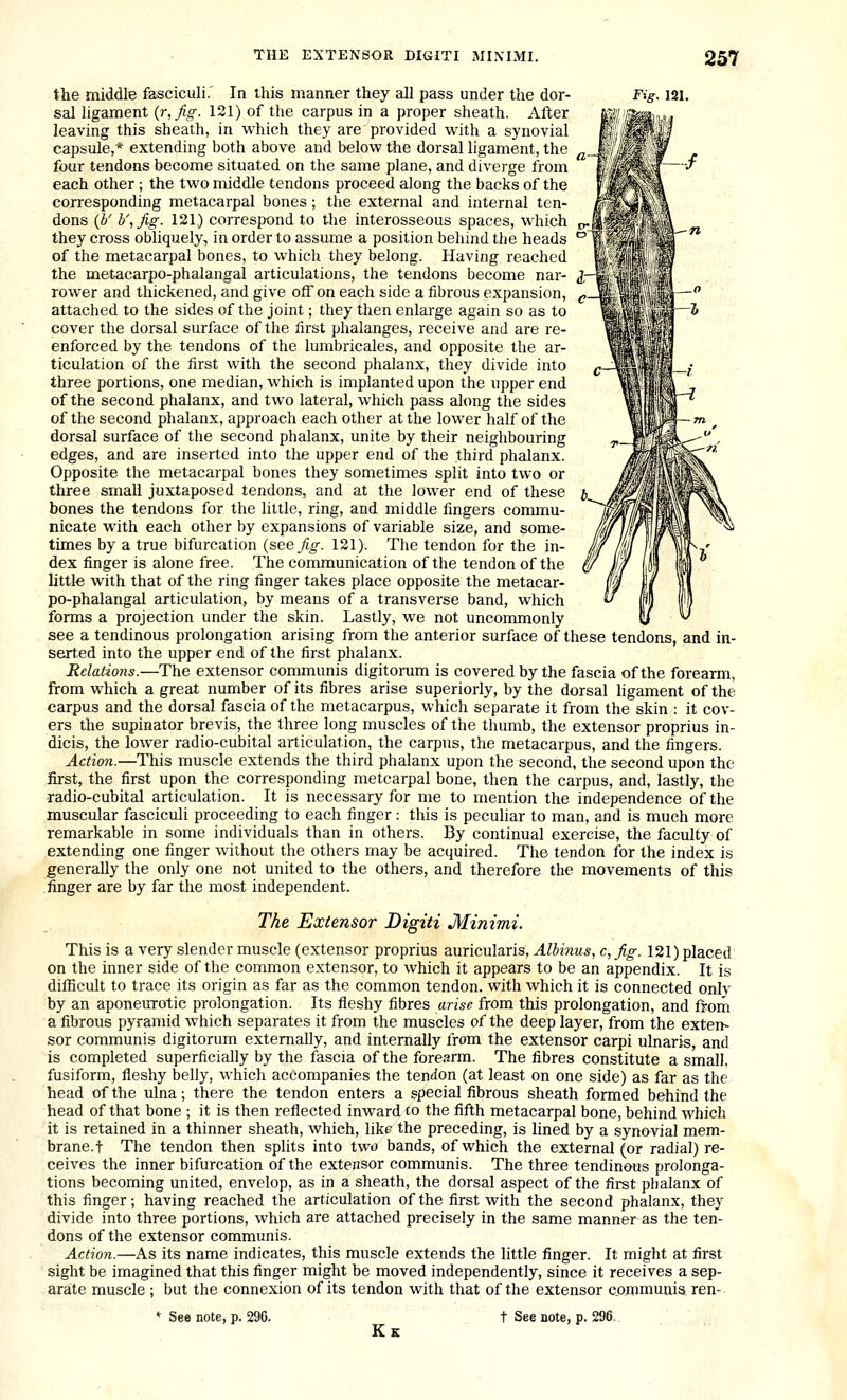 the middle fasciculi.' In this manner they all pass under the dor- Fig 121. sal ligament ir,Jig- 121) of the carpus in a proper sheath. After leaving this sheath, in which they are provided with a synovial capsule,* extending both above and below the dorsal ligament, the four tendons become situated on the same plane, and diverge from each other ; the two middle tendons proceed along the backs of the corresponding metacarpal bones ; tlie external and internal ten- dons (b' b',Jig. 121) correspond to the interosseous spaces, which they cross obliquely, in order to assume a position behmd the heads of the metacarpal bones, to which they belong. Having reached the metacarpo-phalangal articulations, the tendons become nar- rower and thickened, and give off on each side a fibrous expansion, attached to the sides of the joint; they then enlarge again so as to cover the dorsal surface of the first phalanges, receive and are re- enforced by the tendons of the lumbricales, and opposite the ar- ticulation of the first with the second phalanx, they divide into three portions, one median, which is implanted upon the upper end of the second phalanx, and two lateral, which pass along the sides of the second phalanx, approach each other at the lower half of the dorsal surface of the second phalanx, unite by their neighbouring edges, and are inserted into the upper end of the third phalanx. Opposite the metacarpal bones they sometimes split into two or three small juxtaposed tendons, and at the lower end of these bones the tendons for the little, ring, and middle fingers commu- nicate with each other by expansions of variable size, and some- times by a true bifurcation (see fig. 121). The tendon for the in- dex finger is alone free. The communication of the tendon of the little with that of the ring finger takes place opposite the metacar- po-phalangal articulation, by means of a transverse band, which forms a projection under the skin. Lastly, we not uncommonly see a tendinous prolongation arising from the anterior surface of these tendons, and in- serted into the upper end of the first phalanx. Relations.—The extensor communis digitorum is covered by the fascia of the forearm, from which a great number of its fibres arise superiorly, by the dorsal hgament of the carpus and the dorsal fascia of the metacarpus, which separate it from the skin : it cov- ers the supinator brevis, the three long muscles of the thumb, the extensor proprius in- dicis, the lower radio-cubital articulation, the carpus, the metacarpus, and the fingers. Action.—This muscle extends the third phalanx upon the second, the second upon the first, the first upon the corresponding metcarpal bone, then the carpus, and, lastly, the •radio-cubital articulation. It is necessary for me to mention the independence of the muscular fasciculi proceeding to each finger: this is pecuhar to man, and is much more remarkable in some individuals than in others. By continual exercise, the faculty of extending one finger without the others may be acquired. The tendon for the index is generally the only one not united to the others, and therefore the movements of this finger are by far the most independent. The Extensor Digiti Minimi. This is a very slender muscle (extensor proprius auricularis, Alhinus, c, Jig. 121) placed on the inner side of the common extensor, to which it appears to be an appendix. It is difl^cult to trace its origin as far as the common tendon, with which it is connected only by an aponeurotic prolongation. Its fleshy fibres arise from this prolongation, and from a fibrous pyramid which separates it from the muscles of the deep layer, from the exten- sor communis digitorum externally, and internally from the extensor carpi ulnaris, and is completed superficially by the fascia of the forearm. The fibres constitute a small, fusiform, fleshy belly, which accompanies the tension (at least on one side) as far as the head of the ulna; there the tendon enters a special fibrous sheath formed behind the head of that bone ; it is then reflected inward to the fifth metacarpal bone, behind which it is retained in a thinner sheath, which, like the preceding, is lined by a synovial mem- brane.t The tendon then splits into two bands, of which the external (or radial) re- ceives the inner bifurcation of the extensor communis. The three tendinous prolonga- tions becoming united, envelop, as in a sheath, the dorsal aspect of the first phalanx of this finger; having reached the articulation of the first with the second phalanx, they divide into three portions, which are attached precisely in the same manner as the ten- dons of the extensor communis. Action.—As its name indicates, this muscle extends the little finger. It might at first sight be imagined that this finger might be moved independently, since it receives a sep- arate muscle ; but the connexion of its tendon with that of the extensor communis ren- See note, p. 29C. Kk t See note, p. 296.