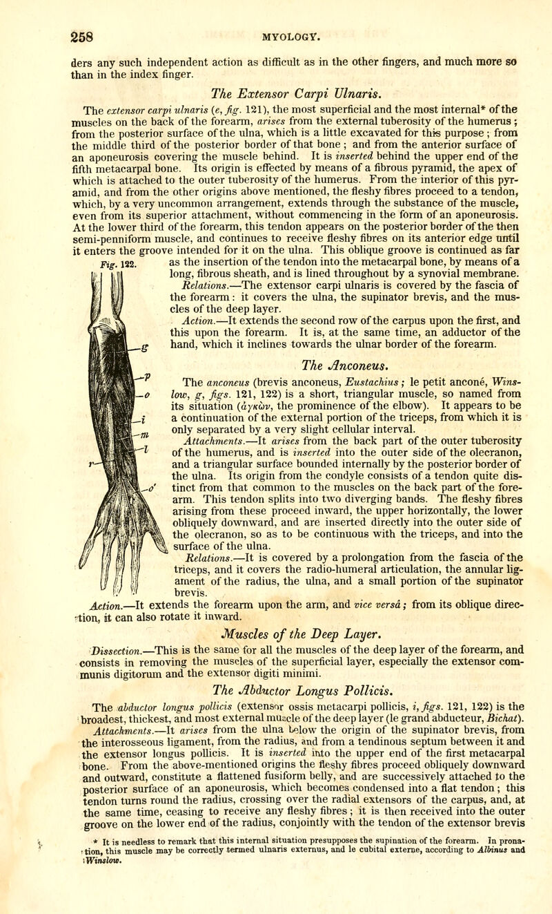 ders any such independent action as difficult as in the other fingers, and much more so than in the index finger. The Extensor Carpi Ulnaris. The extemor carpi ulnaris (e, Jig. 121), the most superficial and the most internal* of the muscles on the back of the forearm, arises from the external tuberosity of the humerus ; from the posterior surface of the ulna, which is a little excavated for this purpose ; from the middle third of the posterior border of that bone ; and from the anterior surface of an aponeurosis covering the muscle behind. It is inserted behind the upper end of the fifth metacarpal bone. Its origin is effected by means of a fibrous pyramid, the apex of which is attached to the outer tuberosity of the humerus. From the interior of this pyr- amid, and from the other origins above mentioned, the fleshy fibres proceed to a tendon, which, by a very uncommon arrangement, extends through the substance of the muscle, even from its superior attachment, without commencing in the form of an aponeurosis. At the lower third of the forearm, this tendon appears on the posterior border of the then semi-penniform muscle, and continues to receive fleshy fibres on its anterior edge until it enters the groove intended for it on the ulna. This oblique groove is continued as far Fig. 132. as the insertion of the tendon into the metacarpal bone, by means of a long, fibrous sheath, and is lined throughout by a synovial membrane. Relations.—The extensor carpi ulnaris is covered by the fascia of the forearm: it covers the ulna, the supinator brevis, and the mus- cles of the deep layer. Action.—It extends the second row of the carpus upon the first, and this upon the forearm. It is, at the same time, an adductor of the ,g hand, which it inclines towards the ulnar border of the forearm. The Anconeus. The anconeus (brevis anconeus, Eustachius; le petit ancone, Wins- low, g, Jigs. 121, 122) is a short, triangular muscle, so named from its situation {ayKuv, the prominence of the elbow). It appears to be a continuation of the external portion of the triceps, from which it is only separated by a very slight cellular interval. Attachments.—It arises from the back part of the outer tuberosity of the humerus, and is inserted into the outer side of the olecranon, and a triangular surface bounded internally by the posterior border of the ulna. Its origin from the condyle consists of a tendon quite dis- tinct from that common to the muscles on the back part of the fore- arm. This tendon splits into two diverging bands. The fleshy fibres arising from these proceed inward, the upper horizontally, the lower obliquely downward, and are inserted directly into the outer side of the olecranon, so as to be continuous with the triceps, and into the surface of the ulna. Relations.—It is covered by a prolongation from the fascia of the triceps, and it covers the radio-humeral articulation, the annular lig- ament of the radius, the ulna, and a small portion of the supinator brevis. jietion.—It extends the forearm upon the arm, and vice versa; from its oblique direc- tion, it can also rotate it inward. Muscles of the Deep Layer. Dissection.—This is the same for all the muscles of the deep layer of the forearm, and consists in removing the muscles of the supei-ficial layer, especially the extensor com- munis digitorum and the extensor digiti minimi. The Abductor Longus Pollicis. The abductor longus ■pollicis (extensor ossis metacarpi poUicis, i,Jlgs. 121, 122) is the broadest, thickest, and most external muscle of the deep layer (le grand abducteur, Bichat). Attachments.—It arises from the ulna below the origin of the supinator brevis, from the interosseous ligament, from the radius, and from a tendinous septum between it and the extensor longus poUicis. It is inserted into the upper end of the first metacarpal bone. From tlie above-mentioned origins the fleshy fibres proceed obliquely downward and outward, constitute a flattened fusiform belly, and are successively attached to the posterior surface of an aponeurosis, which becomes condensed into a flat tendon ; this tendon turns round the radius, crossing over the radial extensors of the carpus, and, at the same time, ceasing to receive any fleshy fibres ; it is then received into the outer groove on the lower end of the radius, conjointly with the tendon of the extensor brevis * It is needless to remark that this internal situation presupposes the supination of the forearm. In prona- ! tion, this muscle may be correctly termed ulnaris extemus, and le cubital externe, according to Albinus and •iWinslow,