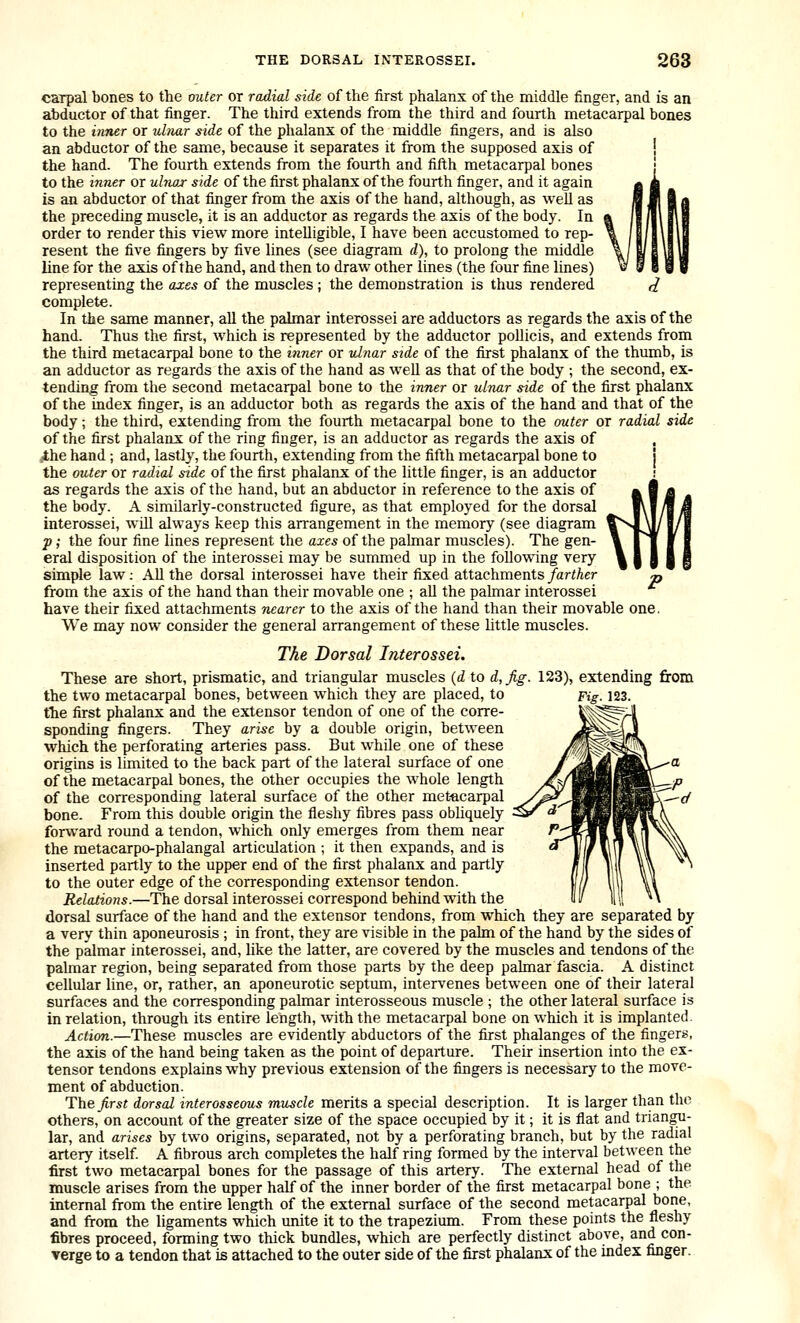 carpal bones to the outer or radial side of the first phalanx of the middle finger, and is an abductor of that finger. The third extends from the third and fourth metacarpal bones to the inner or ultmr side of the phalanx of the middle fingers, and is also an abductor of the same, because it separates it from the supposed axis of ! the hand. The fourth extends from the fourth and fifth metacarpal bones to the inner or ulrwj- side of the first phalanx of the fourth finger, and it again is an abductor of that finger from the axis of the hand, although, as well as the preceding muscle, it is an adductor as regards the axis of the body. In order to render this view more intelligible, I have been accustomed to rep- resent the five fingers by five lines (see diagram d), to prolong the middle line for the axis of the hand, and then to draw other lines (the four fine lines) representing the axes of the muscles; the demonstration is thus rendered complete. In the same manner, all the palmar interossei are adductors as regards the axis of the hand. Thus the first, which is represented by the adductor pollicis, and extends from the third metacarpal bone to the inner or idnar side of the first phalanx of the thumb, is an adductor as regards the axis of the hand as well as that of the body ; the second, ex- tending from the second metacarpal bone to the inner or utnar side of the first phalanx of the index finger, is an adductor both as regards the axis of the hand and that of the body; the third, extending from the fourth metacarpal bone to the outer or radial side of the first phalanx of the ring finger, is an adductor as regards the axis of , #the hand; and, lastly, the fourth, extending from the fifth metacarpal bone to the outer or radial side of the first phalanx of the little finger, is an adductor as regards the axis of the hand, but an abductor in reference to the axis of the body. A similarly-constructed figure, as that employed for the dorsal interossei, will always keep this arrangement in the memory (see diagram p; the four fine lines represent the axes of the palmar muscles). The gen- eral disposition of the interossei may be summed up in the following very simple law; All the dorsal interossei have their fixed attachments farther from the axis of the hand than their movable one ; all the palmar interossei have their fixed attachments nearer to the axis of the hand than their movable one. We may now consider the general arrangement of these little muscles. The Dorsal Interossei. These are short, prismatic, and triangular muscles {d to d,fig. 123), extending from the two metacarpal bones, between which they are placed, to pig. 123. the first phalanx and the extensor tendon of one of the corre- sponding fingers. They arise by a double origin, between which the perforating arteries pass. But while one of these origins is limited to the back part of the lateral surface of one of the metacarpal bones, the other occupies the whole length of the corresponding lateral surface of the other metacarpal bone. From this double origin the fleshy fibres pass obliquely forward round a tendon, which only emerges from them near the metacarpo-phalangal articulation ; it then expands, and is inserted partly to the upper end of the first phalanx and partly to the outer edge of the corresponding extensor tendon. Relations.—The dorsal interossei correspond behind with the dorsal surface of the hand and the extensor tendons, from which they are separated by a very thin aponeurosis ; in front, they are visible in the pahn of the hand by the sides of the palmar interossei, and, like the latter, are covered by the muscles and tendons of the palmar region, being separated from those parts by the deep palmar fascia. A distinct cellular line, or, rather, an aponeurotic septum, intervenes between one of their lateral surfaces and the corresponding palmar interosseous muscle ; the other lateral surface is in relation, through its entire length, with the metacarpal bone on which it is implanted. Acticm.—These muscles are evidently abductors of the first phalanges of the fingers, the axis of the hand being taken as the point of departure. Their insertion into the ex- tensor tendons explains why previous extension of the fingers is necessary to the move- ment of abduction. The Jirst dorsal interosseous muscle merits a special description. It is larger than thc others, on account of the greater size of the space occupied by it; it is flat and triangu- lar, and arises by two origins, separated, not by a perforating branch, but by the radial artery itself A fibrous arch completes the half ring formed by the interval between the first two metacarpal bones for the passage of this artery. The external head of the muscle arises from the upper half of the inner border of the first metacarpal bone ; the internal from the entire length of the external surface of the second metacarpal bone, and from the ligaments which unite it to the trapezium. From these points the fleshy fibres proceed, forming two thick bundles, which are perfectly distinct above, and con- verge to a tendon that is attached to the outer side of the first phalanx of the index finger.